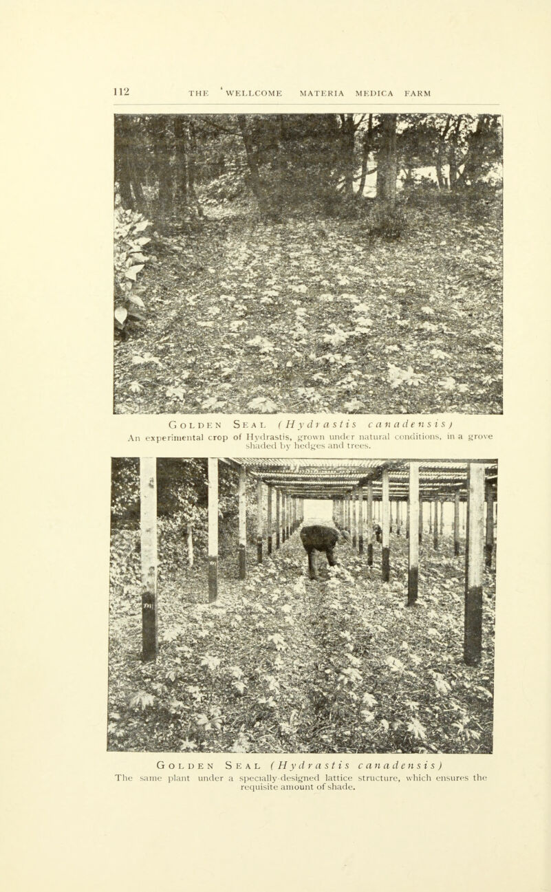 Golden Seal (Hydrastis canadensis) An experimental crop of Hydrastis, grown under natural conditions, in a grove shaded by hedges and trees. Golden Seal (Hydrastis canadensis) The same plant under a specially-designed lattice structure, which ensures requisite amount of shade. the