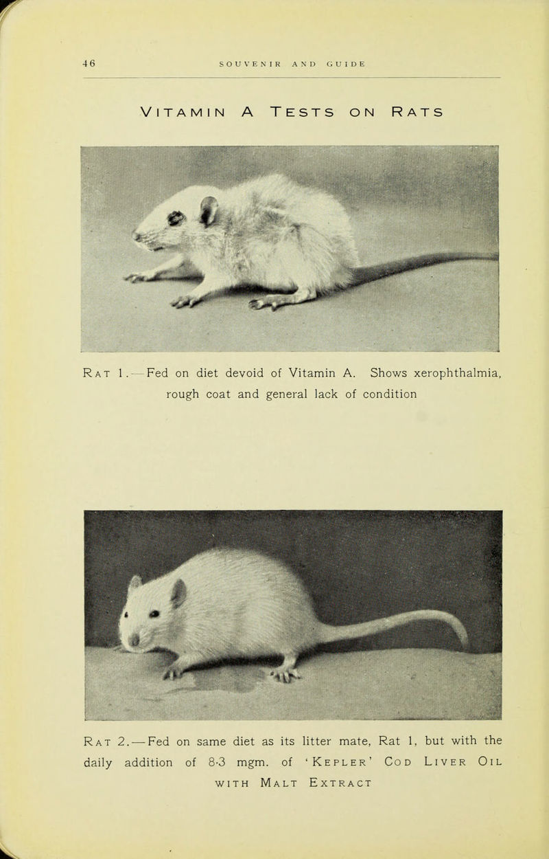 Vitamin A Tests on Rats Rat 1. — Fed on diet devoid of Vitamin A. Shows xerophthalmia, rough coat and general lack of condition Rat 2. — Fed on same diet as its litter mate, Rat 1, but with the daily addition of 8-3 mgm. of 'Kepler' Cod Liver Oil with Malt Extract