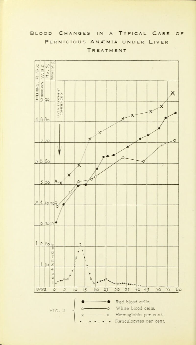 Pernicious Anemia under Liver Treatment o 55 60 Fig. 2 i o- X -• Red blood ^ells. -o White blood cells, -x Haemoglobin per cent. • Reticulocytes per cent.