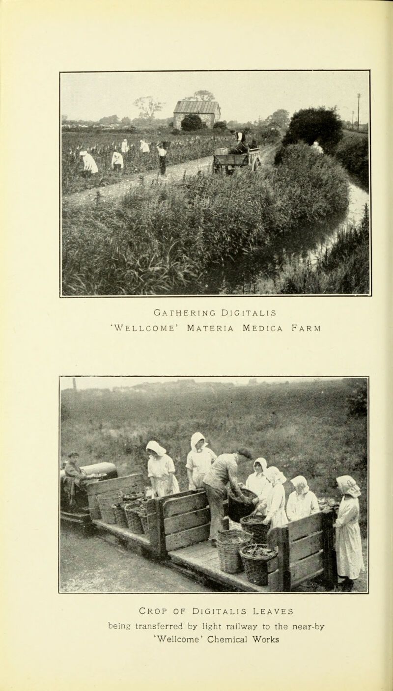 Gathering Digitalis Wellcome' Materia Medica Farm Crop of Digitalis Leaves being transferred by light railway to the near-by 'Wellcome' Chemical Works