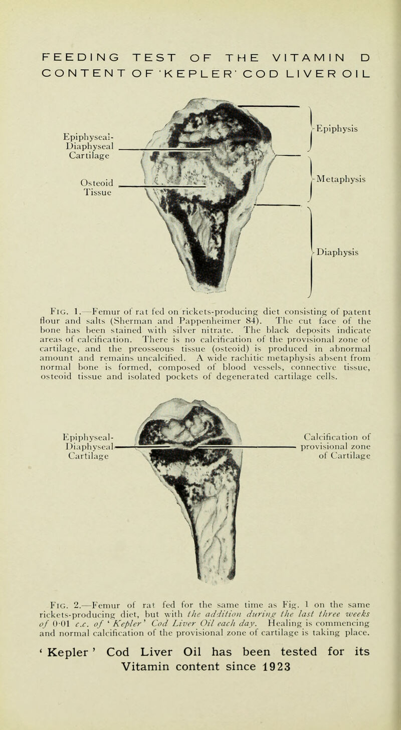 FEEDING TEST OF THE VITAMIN D CONTENT OF KEPLER' COD LIVER OIL Epiphyseal- Diaphyseal Cartilage Osteoid Tissue Fig. 1.—Femur of rat fed on rickets-producing diet consisting of patent flour and salts (Sherman and Pappenheimer 84). The cut face of the bone has been stained with silver nitrate. The black deposits indicate areas of calcification. There is no calcification of the provisional zone of cartilage, and the preosseous tissue (osteoid) is produced in abnormal amount and remains uncalcified. A wide rachitic metaphysis absent from normal bone is formed, composed of blood vessels, connective tissue, osteoid tissue and isolated pockets of degenerated cartilage cells. Epiphyseal- Diaphyseal' Cartilage ('ah ification of provisional zone of Cartilage Fig. 2.—Femur of rat fed for the same time as Fig. 1 on the same rickets-producing diet, but with the addition during the last three weeks of 0-01 c.c. of ' Kepler' Cod Liver Oil each day. Healing is commencing and normal calcification of the provisional zone of cartilage is taking place. < Kepler ' Cod Liver Oil has been tested for its Vitamin content since 1923