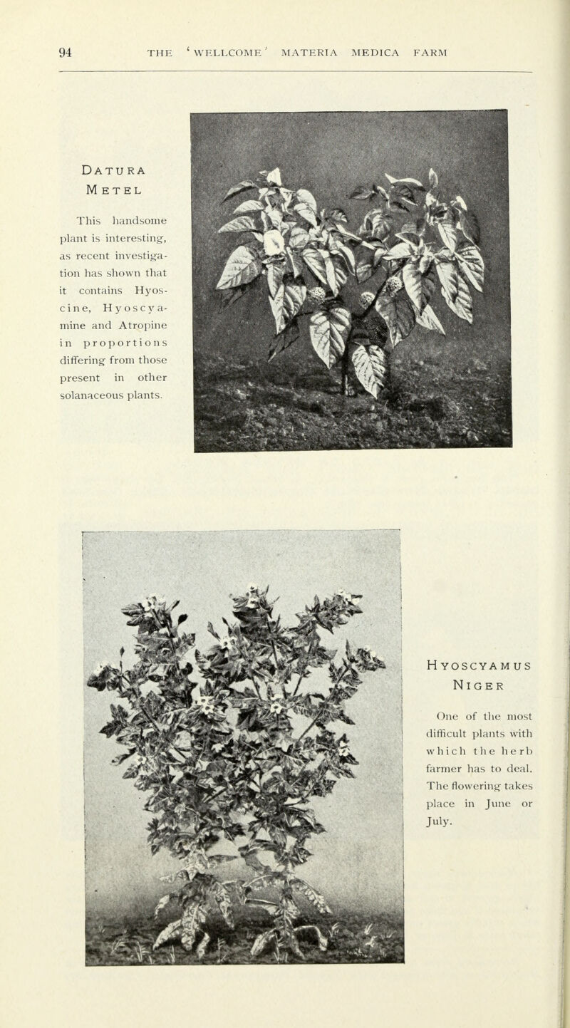 Datura M etel This handsome plant is interesting-, as recent investiga- tion has shown that it contains Hyos- cine, Hyoscya- niine and Atropine in proportions differing from those present in other solanaceous plants. h yoscya m us Niger One of the most difficult plants with which the herb farmer has to deal. The flowering takes place in June or