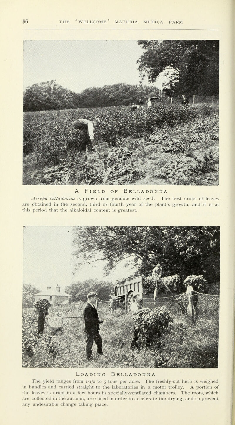 A Field of Belladonna Atropa bellado)itia is grown from genuine wild seed. The best crops of leaves are obtained in the second, third or fourth year of the plant's growth, and it is at this period that the alkaloidal content is greatest. Loading Belladonna The yield ranges from 1-1/2 to 5 tons per acre. The freshly-cut herb is weighed in bundles and carried straight to the laboratories in a motor trolley. A portion of the leaves is dried in a few hours in specially-ventilated chambers. The roots, which are collected in the autumn, are sliced in order to accelerate the drying, and so prevent any undesirable change taking place.