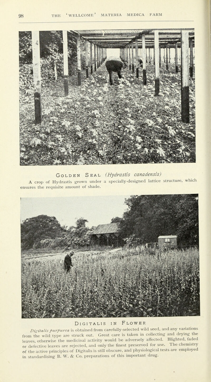 Golden Seal A crop of Hydrastis grown under ensures the requisite amount of shade. (Hydrastis canadensis) a specially-designed lattice structure, which Digitalis in Flower Digitalis purpurea is obtained from carefully-selected wild seed, and any variations from the wild type are struck out. Great care is taken in collecting and drying the leaves, otherwise the medicinal activity would be adversely affected. Blighted, faded or defective leaves are rejected, and only the finest preserved for use. The chemistry of the active principles of Digitalis is still obscure, and physiological tests are employed in standardising B. W. & Co. preparations of this important drug.