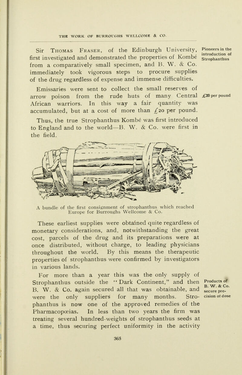 Sir Thomas Fraser, of the Edinburgh University, Pioneers in the , , , . i • p. -rr- v ' introduction of first investigated and demonstrated the properties ot Kombe StroPhanthus from a comparatively small specimen, and B. W. & Co. immediately took vigorous steps to procure supplies of the drug regardless of expense and immense difficulties. Emissaries were sent to collect the small reserves of arrow poison from the rude huts of many Central £20 per pound African warriors. In this way a fair quantity was accumulated, but at a cost of more than ^20 per pound. Thus, the true Strophanthus Kombe was first introduced to England and to the world—B. W. & Co. were first in the field. A bundle of the first consignment of strophanthus which reached Europe for Burroughs Wellcome & Co. These earliest supplies were obtained quite regardless of monetary considerations, and, notwithstanding the great cost, parcels of the drug and its preparations were at once distributed, without charge, to leading physicians throughout the world. By this means the therapeutic properties of strophanthus were confirmed by investigators in various lands. For more than a year this was the only supply of Strophanthus outside the Dark Continent, and then Products of « • j 11 , i-ii , B. W. & Co. B. W. & Co. again secured all that was obtainable, and seCurepre- were the only suppliers for many months. Stro- cisionofdose phanthus is now one of the approved remedies of the Pharmacopoeias. In less than two years the firm was treating several hundred-weights of strophanthus seeds at a time, thus securing perfect uniformity in the activity