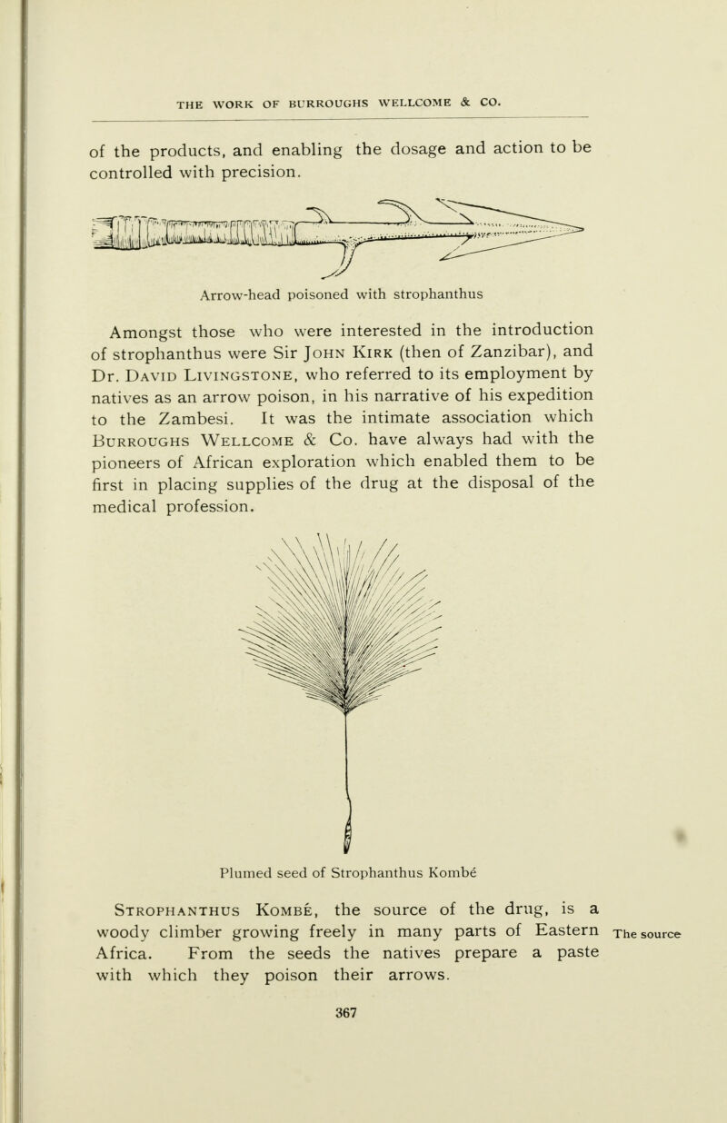 of the products, and enabling the dosage and action to be controlled with precision. Arrow-head poisoned with strophanthus Amongst those who were interested in the introduction of strophanthus were Sir John Kirk (then of Zanzibar), and Dr. David Livingstone, who referred to its employment by natives as an arrow poison, in his narrative of his expedition to the Zambesi. It was the intimate association which Burroughs Wellcome & Co. have always had with the pioneers of African exploration which enabled them to be first in placing supplies of the drug at the disposal of the medical profession. \ Plumed seed of Strophanthus Kombe Strophanthus Kombe, the source of the drug, is a woody climber growing freely in many parts of Eastern The source Africa. From the seeds the natives prepare a paste with which they poison their arrows.