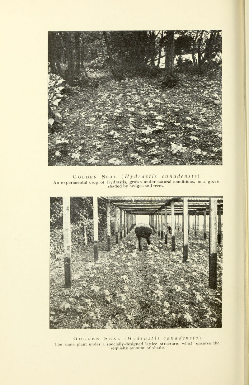 Golden Seal (Hydrastis canadensis) An experimental crop of Hydrastis, grown under natural conditions, in a grove shaded by hedges and trees. Golden Seal | H y d r a s t i s c a n a d c n s i s ) The same plant under a specially-designed lattice structure, which ensures the requisite amount of shade.