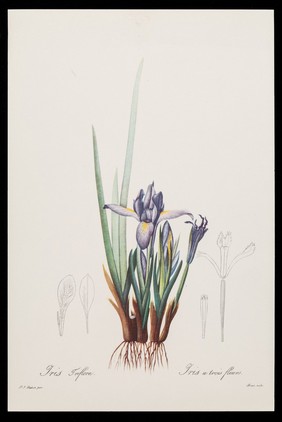 Iris triflora : iris à trois fleurs / par P.J. Redouté.