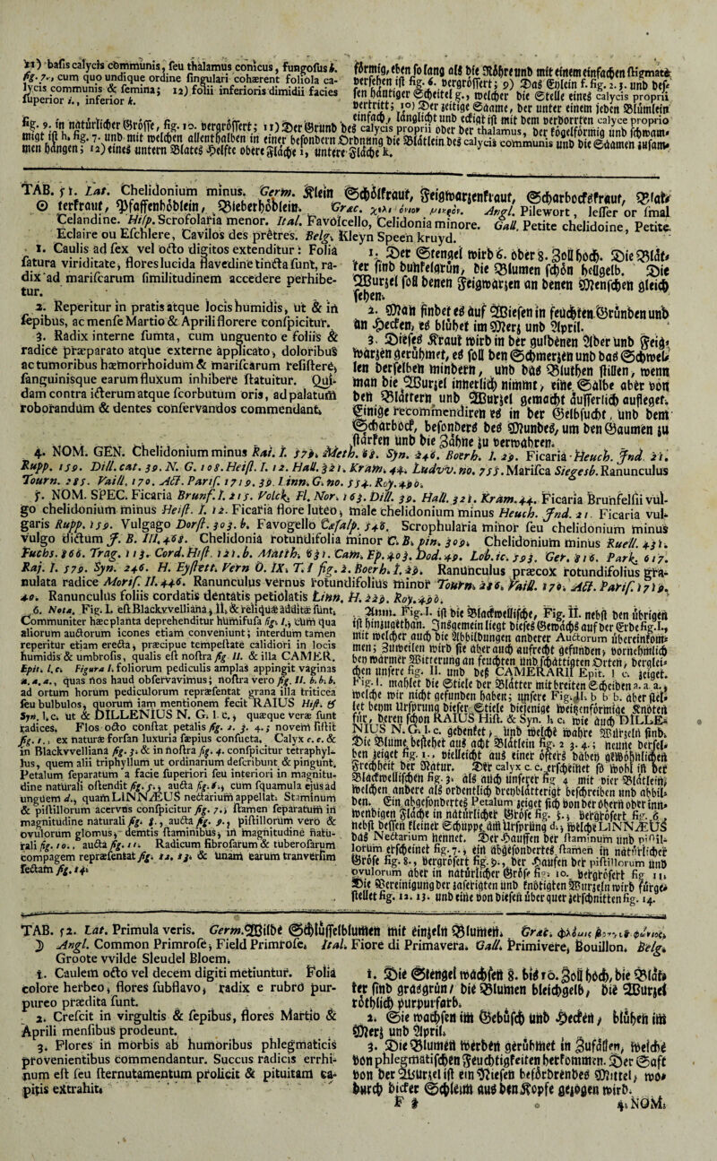 SÄ ÄÜ;' 'S iJSTMertorr“’ fades fm6to<r |*,ttel|.rSl*.?b® ^ IO) ^erjettigcertdine, ber unter «inern jcbctt 95lüm(etti %s,m n«t«rti*,r®t6ffofe.,o ».rerSpct; u)iD«®t«bbb,|l;t'sÄÄ\«^^^^ mfÄhrn ÄssmK'iI S«toMje«fiaut, @(ftatl>bcf«fr«ut, !Kr«tr © ^rfrauf / y^ffcnboblfin/ JSlcbetOOblciöb Angl. Pilewort, Jefler or fmal Ce andine. WA Scrofolatia menor. Ital. Favökello, Celidonia minore, Lü. Petite chelidoine, Petitc. Eclaire ou Efchlere, Cavilos des prdtres. Belg^ Kleyn Speen kruyd. ' Caulis ad fex vel ödo digitos extenditur i Foliä i, 2)er 0tcnöei tt)irb^. bber'g. SoHodb- SDicQ5iak kt ft'nb bülifc(flrQn> bie Blumen fcbk Hgelb. 5)ie ^urjci fofl benen geigitötien an benen ^cnfcbeti gleid^ kb^n* ftHbctegäuf ®e(enin kü(|kii.^tunbenunb ön Reefen, blubrf im s»?crj unb 5lpril. 3- ^jiefeö .^raut »irbin b^r gulb^nen ^berünb 1. ___ fatura viriditate ^ flores lueida flavedinetiniftafunt, ra¬ dix‘ad marikarum fiitiilitudinem accedere perhibe¬ tur. a. Reperitur in pratis atque locis humidis , ut & lA fepibus, ac menfe Martio & Aprili florere confpicitun 3. Radix interne fumta, cum unguento e foliis & ' ’ .** p. j , ^ «Jvrttui ipiruin oer guiocnen viofiruno wetg* radice pr^parato atque externe applicato, doloribuS bätjen ^etubm?t, eö foÖ ben ^CbftietJtö unb baö 0cbn)eU actumoribushietnorthoidum& marifcarum tefiftere, fen berfelbcn minbetii, ultb m mtf}m flifltn, »enn fangumisque earum fluxum inhibete ftatuitut. Quh mali bic ^Utjel inlictlj* nithltlt > titlt 0a!bc ab^t bOlt dam contra laerumatque fcorbutum oris, adpalatum beft q5ldrrern unb ^utjcl gtmatfcf duiTerlicb aufimU robotandum & dentes conferVandos commendant. i^ini^e tecommenditen tö in bet ©elbfucbt, linb bem j0(barbb(#, befonbet^ beö ?ii?unbeö, um b«n Daumen m xTrkxir r-TTxT i-1 • • b • r Sflbftc su Permabren. 4. NOM. GEN. Chelidonium minus ^4/. 7. S7i^ Meth. iss, Sy». Botrh. 1. 2». ^ic^ni-Heuch. ^nd. it, l^PP» IS9. Hili. ca,t. S9. N. G. 108. Heifl. 1.12. HnU. ^21. Kf 'afn, 4Jt.i, Ludvv. fto, 7ss, Marika Siegesb. Ranunculus 2ourn. 28S. Fai/l, 170. A^.Panf. 1719.39. linn.G.no. ss^-.Boy.^^b. ^ j. NOM. SPEC. Ficaria Brunf.t, 21 j. Folcl^ Fl. Nor^ i 6j, bili. ^g. Hali. jz i. Kram.4.4. Ficaria Bruhfellii viil- go chelidonium ftiinus Heiß. 1. 12. Ficatia flore luteo ^ male chelidonium minus Heuch. Jnd. 21. Ficaria vuF garis Rupg. is9. Vulgago Dorß. 303-^^ Favogello t4alp. 346. Scrophulatia minor feu chelidonium minus vulgo diiftum f. B. III. 4^i‘ Chelidonia totuftdifolia minor C. S, pin, 303», Chelidonium minus Kuell 43 i. Tuch5.866.rrag.iib <Iord.Hiß. iit.b. Mmh ^3i^’Cam.Tp.4obDod.49. Ub.ic. jgb Ger.8i6. Pari, 617. Raj, I. S79. Syn. 246. H. Fyßttu Fern Ö. IX}, r.i ßg. i. BoerRanUnculus praccoje rotundifolius gta- Bulata Tti^xc^ Monp II.4F6. Ranunculus vernus tolundifolius XtimXif Tottym ii 6, Tdill. t76C Aa.TaYir.i7\i 4.0. Ranunculus foliis cordatis dentatis peliölatis tihti. H, ii^. Böy.49i. ' ^ 6. Nota F'^. I. eftBiackyveUuhavlh&Fig. I. t(l W« i51acf»dlif(be, Fig. ii. nebfl ben öbriam Cpmmumte^r hscpianta deprehenditur humifufa Hg. qua tji biniuadbait. 3nggemetnliegt b efe/©e»d(b§ aufber 0'befiaX ahorutn auöorum icones etiam conveniunt; mterdum tamen ntlt melcbcr.OUCb bic SibbtlbUhgen anberet Au-^torum libereinfolltl reperitur ebamereaa i prscipue tempellate calidiori inipas men; Sutbetlcn itirb fle abetaucb «ufrec^t defuhben) wrnebmlicb humidis & umbrofis, qualis eft noftra fig iL & illa CAMER. fc,ci^ märmet ^itf eruiig dn feucbten anbicbdttigtcn örtert, bergleh Eptt. l. c. Ftgura A foliorum pediculis am^aS appingit vaginas eben Unferc fig. II. unb beß CAMERARII Epit. 1 a ieiaet ».M.a.. quas rtos haud obfetvavimus; itoftravtro fig u hki. Fig.!. ^^blet bie eticle ber SÜtter mitbreitenecbetbena:a. a.; ad ormm horum pediculorum repraifentat g^na 1 la triticea «jcicbe jttr nicbt gefunben babeu; lyifete Fig.^U b b b. dber fietl feu bulbulos ^orum larn me^ionem fecit RAIUS H,fi be,)„t uifpruitü bieferr.etiele bi|emge feeifcnformi^e SniTteit S,«.hc. ut&DILLENXUSN ai.c.i quaque ver® funt fiic,beren fAort RAIUS Hift. & ^ h c. wie rtucb DlLLE» tadices. Flos ofto conflat^ petalis fig. j. j. 4.; novent fifht NIUS N. G. l. c. gcbenfet > Iinb tbel*« »obre 5Pilr;cIrt finb. . ex naturäe forfan luxur^^^ confueta. Calyx c.c.& SSlumt bejtebet OU« OCDt ^litlein %. 2® .4 ; rtcMe b rfel in Blackvve lianaA^.^.&inhoftra/|.4.confpi^citurtct^^^^ bCU Figet fig. i-. »iclleicbt OU« «iuet oftet« brtbet) oSbbrtliibeft Jus, quern alii tnphyllum ut ordinarium defcnbunt_ & pingUnt. grccbbfit bjr SUotUr. ®tr calyx c. c. erfcbeiltet SoM iftbef Petalum feparatum a facie fuperion feu interiori in magnitu- EBIgcfroellifcbert fig. 3. ÖI« OUcb tinferet fig 4 m t DikSldtleiS feeliben, onbere 01« orbenflieb brertbldtterigt 'befebreiben unb a^bl quamunNiMiEUb nectariumappeiiat. btiminuni obgefonberte« Petalum jeiget ficb bonbet bberrtobtt init* & pilMorum acervos confpicitur fig. flamen feparatum ,n u,MtWitfttt , Äf«t fi hebjl beilert fleinet @cbupptdtftllrfprting d.^ ipd^eLiNNiEUS bo« Nedtarium hennet. ©et j^OUffen ber Ibminum unb P’^il- lotü'm etfibeinet fig.?.» eirt abgifonberte«,flamen in ndtnrifcbcr ©rofe fig.8., bergröfert fig.ber .«^oufert bet pifliiiorum unb ^ulorum Oberin notürlicber©rßpfiss lo. bergröfert fig lu 55ie Bereinigung ber ioferigten Unb fnbtigten^urjclnwirb frtrgei UeUetfig. ia. iji unb tirtebonbiefeft über quer jerfcbmtten fig. 14. verö & ungüemrf.j quami..irNrNix!,uo nectariumappeiiati öt & pifliiiorum acervus confpicitur fig. 7.', flamen fepai magnitudine naturali Af. i^ TLMlkfi fig. piftillqrurn ^ ovulorum glomus demtis flaminibus j iii tnaghitudine natii- rali ßg. 10., aufla fig. n-. Radicum fibrofarum & tuberofarum tompagem reprafentat Af. tj.ijt & Unaiii earuiii tranvetfini feflafn fig.ib TAB. f2. tar. Primula veris, 0e^!ujTe(bium<n mit itinjfltt Grat-. J) Angi. Common Primroft j Field Primröfc. ItaU Fiore di Primaveba. Gall, Primivere* Bouillon* Belg*. Groote wilde Sleudel Bloem* t. Caulem oftö vel decem digiti metiuntur. Foliä colore herbeo» floreS fubflavo j radix e rubrd pur¬ pureo pbjedita funt. X. Crefeit in virgultis & fepibuS, flores Martiö & Aprili menfibuS prodeunE 3. Plores iri morbis ab humoribus phlegmaticis provenientibus Commendantur. Succus radicis errhi- num efl feu {ternutamentum pbolicit & pituitam pitis ektrahit« t. @lenöd tbadifetl §♦ ro. §00 tbd)/ bic ter fitib grasgrün/ Di« 05luhtcn bleicbgclb/ bii 2ßuric< totblicb i^urDuiffltb* 1» ©ie tbacbfeil ilit ^ebufeb iitib / biubch ilö unb 51priU . 3. ®icQ51umttt tp^rbett gerubtitef in §ufdtfcn^ hielcba bon pblegmatifcben ^^ucbtigfcFcn betfommcn. $5cr ©aft bon ber SlBUr^ei ifl ein Riefen bef^rbrenbeb ?0?ittct> roo# bijrcb biefer ©cbl^iitt auöbeni^opfe geiböcn tbirb* Ft o 4F Ms