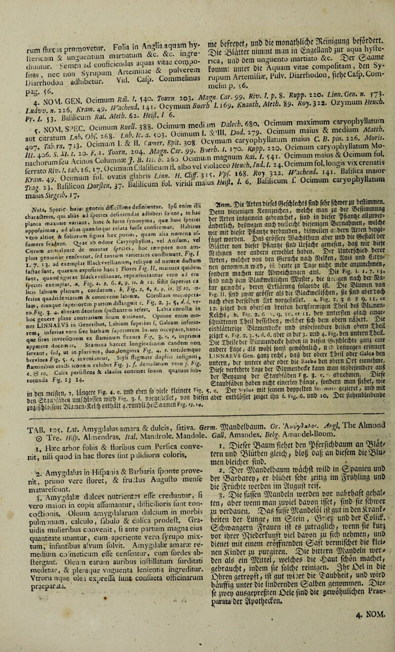 4. cToH-s jn AnMia aauam hv mc bcfi’^i)Cff unb bic tnonat()hc^iJ ^cinigunoi bcfütbcrf» rum flux'is promovetur, ^2% inore' ^Dic nimmt man in Snscllant) ju^aqua hyile- diunSl” ^:eStTc!rnficienc,las &''puTvSem fommruntTök Aq^^^^ Pr I ßalilicum R^u AJeth. 62. Heiß, 16. ^ u ii ;■ SOM. S.EC. Oc™™ «.//. ,S8. Oci^ua, “ ”& aut citratum Lo^. Obf. ^68^ ’ifV^i^ToS Ocymum caryo^phyllatum maius C ß. pi«. 126. üfom. 407. Tabifn, 7i3* Ocimum I. & II. 3o8- , Ocimum caryophyllatum Mo- ///. 406. y. A7. r. 20. dcimum magnum Rai. I. Ocimum maius & Ocimum fol. S”^rB2rÄTa«';-i säss». -.v c«— maius 17,. 2(rtm. ©te 3(rtenbtefc§ ®efcb(ed)t§ fmD fel)r fi:l)mer ju beltimmcn. I^enn bicjcnigen Äennjeti^cn, trclct)« man äu bet 93e(timimmg ber Sitten tnSgemein gebrauc{)et, finb tn btefec ^flantie alljUM’? dnt»etli(^, be^megen aitcl) oielleicbt btejemgen 58ei)nat)men, melcbc wir mit biefet Mantje nerbunben, bigmeilcn aubern 2^«« frjget morben. S)a§ größere 2eact)gtl)nm aber unb bte ®e|taltbtc bldttcv üon biefet ^fjflaniie fmb Utfa(f)c Sftabmen »ot anbetn etmeblet haben. S)et Unter|chieb beiec ;;;,. ,a »...pU, : r .S™ ,1 t,a,cfunt. l ... Lsem mactxn nur Slbiuti^nituett oiiS. S« F'g. ‘ä- fmb nach bem 35lactmellifct)en ?D?u)let, bie lin ^gen nach bet ata- tut gemacht, beten ^tfldtung folgenbe iil. Sne SÖlumen ton Fig. II. fmb ättat gthffet algbie Slacemellifchen, fie fmb abetboct) nach eben betfelben Sltt öotgefeüet. a. Fig. 236 8 9- n- « 12. jeiget ben obetfen bteiten het^fotmtgen Jhetl beg «lumen* Äelchg, b. Fia. 2.6 ^.9. IO. et II. ben untetfen ^fact) einge* fönittenen .?:hei( beffelben, mclvtet fiel) bem obetn nahett. Jptc einbldttetige «Imnenbecfe iinb ingbcfonbete bellen obetn Shetl uiget c. Fig. 2.3.5» d. d. abet in bet 3. unb 4- Fig. ben untetnSheil» 2)ie Sheilebet «lumenbecee haben in biefen i^qchlechte ganj eine anbete Sage, m mohlfonit gewöhnlich, uib begwegea erinnett LiNNAEVs Gen. gauj tccht, ba|j bet obete S;heil ober Gaiea ben untetn, bet untete abet obet bie Barba ben obetn Dtt etnnehme. j)iefe oettehtte Sage bet «lumenbecfe fann man ingbejonbete aus bet «eugung bet etaubfdben f g. 3. e.». abnehmen. 2)iefc ©taubfdben halben fange, fonbetn man fiehet, wie 4ugef4)loiTene «luiucn*^el':h «ati)alt 4.'runba^eSaamen Fig. t^. 14. TAB. to<. Lat. Amyo’dalus amara & duleis, fativa. (5er?w. “lOidnbclbcmm. Gr. Auuy^a^o^. The Almonci O Tre. Hifp. Almendras, Ital. Mandrole, Mandole. Gail. Amandes« Belg. Amandel*Boom. Hota, Specie^ huiu^ generis dfScilüme definiuntur. IpH cmm illi charaftetes, qui alias ad fpecies definiendas adhiberi fo’cnt, inhac planca maxime vacant, hinc & torte fynonyma, qu* huic fpeciei appofuimus, ad alus quandoque relata faiilc confitemur. Habitus vero altior & foliorum figura hrc potius. quam alia nomina af- fumete fvadent. Quae ab odore Caryophyllos, vel Anifum, vel Citrum aemulante de muntur fpecies, hoc tempore non am¬ plius oenuinac cenfetuur, fed tantum varietates conftituunt. I T y 13. ad exemplar Blackvvellianum, reliqui ad natut» dudtum ** ,' ^ 1_. 171.....1. JT./t ii matni-pR nuidem funt, quarnirigutae Elackvvcllunac. reprifentantur vero ad em fpeciei exemplar. Ftg. a. ,. C.s.g. n- & 12. fiftit fuperms ca licis labium planum, cordatum, b. Fig. 2. 6, ». p. n. O 10. m- fciius quadridcncatum & connivenss labmrr. Corollam mo;iopeta- latn, eiusque fuperiorem partem diftinguit c. Ftg. 2. 3. 5, a.d ve¬ ro,Frg. 3. 4. alteram deorfum fpeifdantein teferc. Labia corollae m hoc genere plane contrarium litum ootinenr. Optime enim mo¬ net LINNAEVS in Generibus, Labium fupciius f. Galeam inferio¬ rem inferius vero five barbam fuperiorem lovum occupare,hanc- qiißfitus inverfionem ex ftaminum flexura fig, 3. e. e. inpnmii apparete docem ir« Stamina haccce longitudinem eandem non fervant, fed, ut in plurimis, duo^longiora Ftg. 4. e. totidemque breviora FI^ S- ^ inveniuntur. Styli ftigmate duplici inhgniti, ftaminibus cinai iconem exhibet Ftg. 3./. denudatum veroj. Fig. 6. IO. Calix petfiftcns äc claufus concinet femin quatuor lub- rotünda Fig. I3 14- I, Haec arbor foliis & Moribus cum Pcrlica conve¬ nit, nili quod in hac Mores lint p ilidions coloris« • '2. Amygdalus in-Hifpauia & Barbaria fponte prove¬ nit, primo vere Moret, & fruilus Augufto menfe maturefeunt. 3. Amygdalae dulces nutrientes eile creduntur, li vero maiori in copia alTumancur, difficilioris fiint con- 1. ^^icfer ^aum fieffct &cn ^Nfei’ftd)baum an ternunb Ätl)cn glcid), hH D^’an Diefem men bleid)et ftnb. ■ 2. ^lanbcfbaum n)ad)j^ iDilb in (Spanien unb bet ^Sarbavci;, er blühet fel)r jeiti^ im ^-rühling unb bie fruchte merben im 5(uöu|t reif. 3. I5>ie fujTen ?i)ianbeln merben bor nahrhaft gehaU tcttf aber menn man i|ubiel babon iffet, ftnb fie fd)ibei; roairir'oi^i.ram^^ aulcium in morbi,, ,u «erbau« ©aS.fufMIlanbelöljftptinben|rant. pulmonum, calculo, fabulo & colica prodeft. Gra- hcM^ll Sun^e, im @tem , (jneh unb ber Cblicf. uidis mulieribus convenit, ü ante partum magnaeius (Sdfmangern §rauen ift ej jutragltd); menn fte rui^ quantitate utuntur, cum-aperiente vero Tyrupo mix- bor ihrer ^'Jieberfunft btel ba^n ju fid) nehmen/ unb tum, infantibus alvum folvit. Amygdal'^ amar^ re- bienet mit einem et'bpenbm 0aft bermfchet bte neu medium co'meticum elfe cenleiicur, cum fbrdes ab- neu ^iiiber ju purgiren. f^ie bittcrn ^anbeln \vcv* Mergant. Oleum earum auribus inMillatum fürditati ben at^ ein'9}^ittel, Ibeldfeö bie »paut fd)cn mad)et/ medetur, & pleraque vnguenta lenientia ingreditur. gebraud)t/ inbem fie jblche reinig^- .ol)'' Vtroru nque olea exprelTa lunt conlüeta officinarum öht’engetropft/ ift gut ibt-'^eT bie Taubheit/ unb mirO praeparata. ' hduffig unter bie linbernben ©alben genommen, ^öie? ^ — , fe jmep auggepre^ten Oete finb bie gemohnlid;en Prae^ * X - ■ ' parata-ber ^poth^efen»