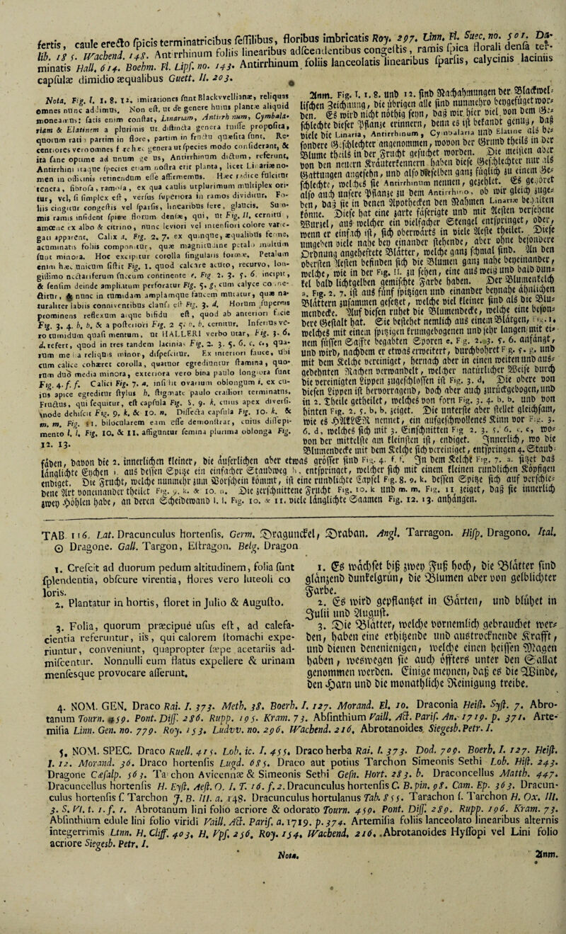 fertis caule ereao fpicisterminatricibus felTilibus, floribus imbricatis Hiyj. sp?. t«»». f-, O*' w” ! ; / r/ÄlvXTr Ant rrhinum foliis linearibus adfcendentibus congellis, ramis fmca florali denfi ter- lati'Ä Boi- ^ r«. Antirrhinum.foliis lanceolatis^iinearibus fparfis, calycmis lacinus capfiilac dimidio aequalibus Guett* //. ^ 2tnm. Fig. T, 1.8. unt) *2. fmb Siac^rt^mungen tjcr lifAen 3ei(initng, t)te «biigett alie fitiD nunme^vo Den. roivD nicJ)t not^ig fcp, Da« äß fcblecbte Diefec erinnern, Denn es tjl beCanDt Diele Die Linaria, Antirrhinum, Cyintialaria UHO Elatme ait) Di? fonDere (S5efct)lec^ter angenommen, »oöon Der ÖrtmD tt)eUs m dcc blume in Der^Srud)t gefucfeet morDen. j;5‘iu Don Den neuern ^rauterfennern babeit Diefe ®efe^leq)tei nui als (Gattungen angefebn, unD alfotdefelben ganj fugln^ fcfclecDte, tDelct)tS jie Antirrhimim nennen, gejet)l^t*, Ls ge.)orer alfo auÄ unfere 'V^anje äu Dem Antirrhmo, ob mir gleio) juge? Den, Dag fie in Denen 3lpott)ecfen Den Sfiabtnen Lman« be.jalten fonne. Diefe bat eine jarte fdferigte unD mit SlejDen oeriebenc sffiurjel/ aus melcber ein oielfacber ©tengel entfpnnget, ger, wenn er einfach tfl, fich obermdrts in Diele 3le(le tbeilet. Dtefc umgeben Diele nabe bet) einauDer flebenDe, ^aber ohne beionoerc DrDnuna angebeftete Blatter, meld)e gaui jcbmal fmD. an Den oberften ^teilen befiuDen ficb Die 35lumen ganj nabe bepeincinDer, melcbc, wie in Der F.g. n. ju feben, eine auSunD balDDun* fei balD liitgelben gemif^cbte Snrbe haben. Der ^lumenfelch а. Fig. 2.7. iji aus fi'tnf fpi^igcn uuD einanDer bepnabe abnNen 25ldttern jufammen gefepet, mel^e Diel fleiner fiuD als Dte 33lu* menDecfe. ^uf Diefen rubet Die ?5lumenDecfe, melcbe eme bejon* Dere ©eftalt bnt. 0ie beliebet nemli^ aus einem95latgen, t ig. i. roelcbeS mit einem fptgigen frttmgebogenen unD febr langen; imt et* nein fuffen 0aiTte begabten 0poren e* f g. 2.*g. f. 6. anfangt, unD mirD, na^Dem er etwas eriDeitert, Durcbbobret f g. f* g. unD mit Dem ^euie oereiniget, bemach aber in einen njeitenunDau^ geDebnten tftachen DcrmanDelt, meliDer naturltcher !®eiie Durch Die oereinigten Sippen jugefchtoffen ift Fig. 3. d, Die obere oon Diefen Sippen ift beroorrageuD, Doch aber auch jurucfgebogen,unD in 2. tbeile getbeilet, welches Don forn Fig. 3. 4. b. b. unD Don hinten Fig. 2. y. b, b. zeiget. Die unter(le aber ftellet gleichfam, wie eS nennet, ein aufgefchwolIeneS Äinn Dor F:g. 3. б. d, welches fich mit 3. ©infchnitten Fig 2. 3. 6. c. c, wo* DonDer mittelfle am fleinften ifl, enDiget. ^nnerliih, wo Die Nota Fiff. I, 1, 8. 11, imitationes fnnt Blackwellian®, reliqu« omnes nönc adÜmos. Non eft, ut db genere huiui plant« aliquid moneair.m: facis eninn conUat, Ltnanam, Antirrh num, Cymbala- tiam & Elatinem a plurimis ut diftinda genera tuille propofita, qUOfUm ratii partim in flore, partim in friidu qU*fita fum. Re* cennores vcroomnes f reh«v genera ut (pecies modo conlidcrant, 5c ita fanc opcime ad unum ge us, Antitrhmnm didum, referunt, Antirrhini uaqlie Cpecies etiam noflra crit planta, licet Lii ariaeno* men in oillcinis retinendum e(1'e affirmemus, H«c radice fulcitur tenera, fibtofa , ramoia , ex qua caulis utplurimum mUliiplex ori¬ tur, vel, fi fimplex eft , verfus fupertora in ramos dividitur. Fo- liis ciiiguur congeffis vel fpatfis, linearibus fete, glaUcis, Su o¬ mis ramis infident fpi*« flor.um denCse, qui, ut Fig, ll, cernitu , amoene ex albo St citrino, nunc leviori vel inienfioii colore vatic- gati apparcnt, Cahx 4. Fig. 2.7. ex qumque, aequalibiTs fe rne, acuminatis foliis componitur, qu« magnitUJine petal i muitiim fuut minora. Hoc excipitur corolla lingularis foron«. Petalum enini h«,. unicum fiftic Fig, I. quod calcare acuto, recurvo, lon- giilimo ncctariferum fuccum continente e. Ftg 2. q. f. 6. incipit, & fenfim deinde ampliatum perforatur Ftg, 5,^, cum calyce co.ne- öitur, ^ nunc in tunudam amplamque lautem mtuatur, qua na¬ turaliter labiis conniventibus claufi eff Fig, 3, d, HorUm ^fupcrois prominens reflexum aique bifidu eft, quod ab ancetion freie Ftg, 3, 4. b, b, Si i poftciioVi Ftg, 2 5' cernitur. InfetiUsvC- ro lumidum quafi mentum, ut HALLERI verbo utar, tig, J- <5, tf.refert, quod in tres tandem laciniat Fig,z. 3. 5. ö. c, c.» qaa- lum me lia reliqUis minor, difpefciiUr. F,x interiori fauce, ubi cum calice cohzret corolla, quaiuor egrediuntur flamma, quo¬ tum duo media minora, exteriora vero bina paulo longiora funt Calici Fig, 7. a. infi ht ovanum oblongum i. ex cu¬ ius apice egreditur ftylus h, ftigmatc paulo crallioti terminatus, Ftuftus, quifequitur, eft capfula Fi^. S. 9. k, cuius apex diveifi« mode dehifcit Ftg, 9, k, Sc lo. ». Diflecaa capfula Fig. lO. k.^ «c m. m, Fig. ci. bilocularem eam efle demonUrac, cuius difiepi- mento l. h Fig, IO, & II. affiguntur femina plurima oblonga Fig, 12. 13. TAB /Laf. Dracunculus hortenfis. Germ, Angi, Tarragon. fiifp. Dragono, Ttal, O Dragone. Gall. Targon, Eltragon. Belg, Dragon 1. Crefeit ad duorum pedum altitudinem, folia funt fplendentia, obfcure virentia, Hores vero luteoli co loris. z. Plantatur in hortis, floret in Julio & Augufto. 3. Folia, quorum prtecipu^ ufus eft, ad calefa¬ cientia referuntur, iiS, qui calorem (lomachi expe¬ riuntur, conveniunt, quapropter fecpe acetariis ad- mifeentar. Nonnulli eum flatus expellere & urinam menfesque provocare allerunt. 1. (Jö bj§ jiDci) bte ^(dtter finb gldnjenb Dunfctgmn/ bie 'flumen aber üen gelblicbter ^arbe, 1. mirb öcpffanhct in ©arten/ nnb blühet in 3ufii unb Slugujt. 3. f^ie glatter, n)eld)e bornemlich gebraucf)et n>er^ ben; haben eine erhih^nbe unb austroefnenbe ^rafft; unb bienen benenienigeu; i^elche einen heifl^n ^^agen haben; iDegwcgen fie and) effter^ unter ben @allat genommen njerben. Einige meinen/ ba§ e^ bie '^inbe, ben ^avn unb bic monathnd)e Dveinigung treibe. 4. NOM. GEN, Draco Rai. I. yyy, Meth, yS, Boerh, /. 127. Morand, El, 10, Draconia Neid. Sjfi. 7, Abro- tanum ToHf«. Pont.Diß'^ -iSö, Rupp. 195. Kram.73. Naiü, A'ä.Parif. An,'17 ip. p, 371. Arte- mifia Vmn. Gen. no. 779. Roy. 2y3, Ludvv, no, 296, JVacbend, 216, Abrotanoides, Siegesb.Petr. J. f, NOM. SPEC, Draco Ruell. 41s, Lob, ic. I, 455* Draco herba Rai, t, 373. pod. 709. Boerh, 1,127. Neifi, 1. 12, Alorand. 36. Draco hortenfis Luod. 6S5, Draco aut potius Tarchon Simeonis Sethi Lob, Nift. 243. Dragone C£falp. 56 3, Ta’ chon Avicenhee & Simeonis Sethi Ge/w. Hort. 2S3. b. Draconcellus Matth, 447. Dracunccllus hortenfis H. Eyfl. Aeft.O. I, T. Dracunculus hortenfis C. B.pin.pS. Cam. Ep. ^63, Dracun¬ culus hortenfis f. Tarchon J. B. Hl. a, 148. Dracunculus hortulanus Tab. S55- Tarachon f. Tarchon H. Ox, III. 3. S, P'i. t. i.f, I. Abrotanum lini folio acriore & odorato Tourn, 459. Pont. Diffl 289, Rupp. 196. Kram. 73. Abfinthium edule lini folio viridi Vaill. Ad;. Pari/, a. 1719. p.374. Artemifia foliis lanceolato linearibus alternis integerrimis Unn. H.Cliff. 403, H, Fpf, 256, Roy,i54. IFacbend, 216. .Abrotanoides HylTopi vel Lini folio acriore Siegesb. Petr, 1. Not», 2(nni,