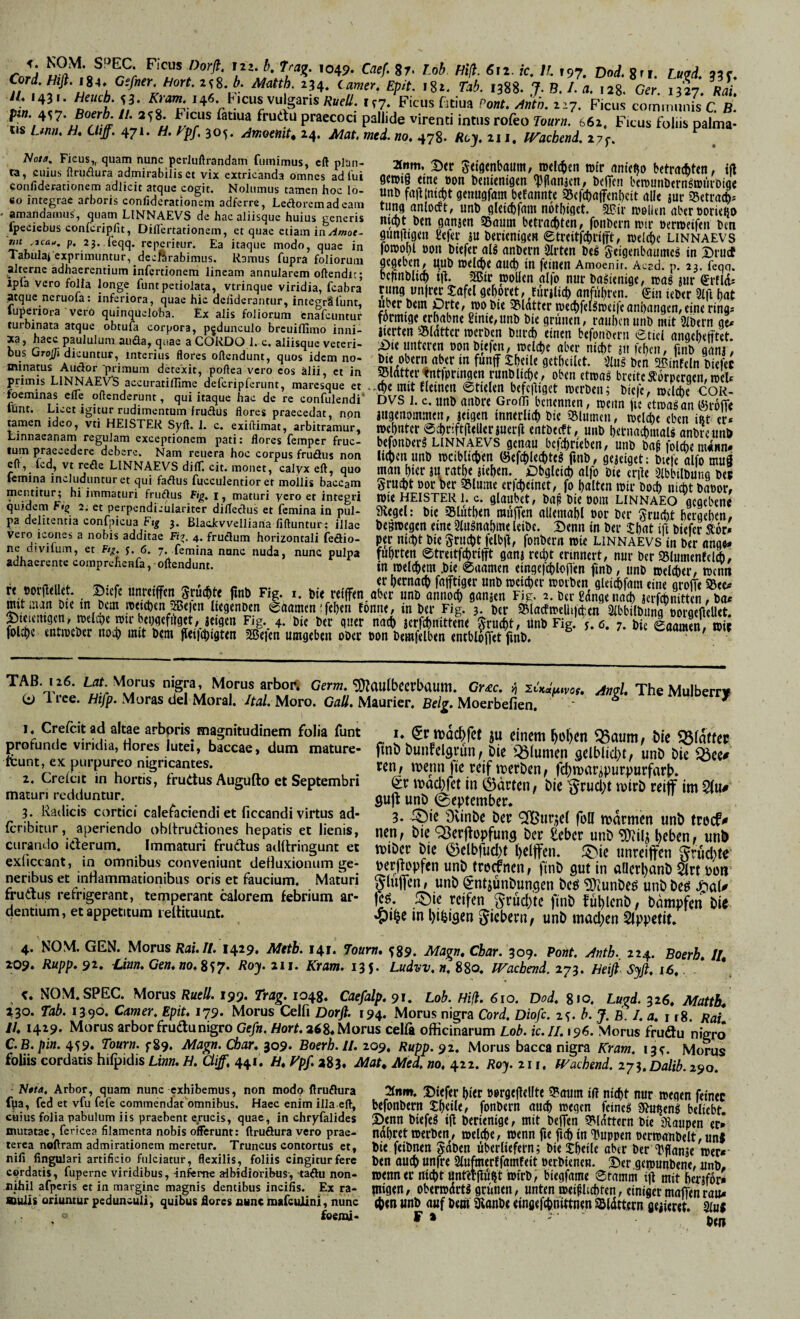 *049. C^^A 87. Lob. Hifi. 6t2. /V, //. 197. Dorf. gn. «c CorlHifl.iSu Csfner,hort.z<;S b. Matth. 234. Epit. 182. 1388. J.B.I.a, 128. Cfr. 1327. ^ 1431. 53. /Öaw. 146. Heus vulgaris/eüfÄ. 1^7. Ficus fjtiua Pon^. /inth, 227, Ficus communis C ß! ^ praecoci pallide virenti intus rofeo Tourn. 662. Ficus foliis palma¬ tis Unn, ß. Cliff. 471. H. Hpf, 305. JmoettiU ^4* «0. 478. Ä6^, 211. ITacbend. 27^. A/ow. Ficus,, quam nunc perluftrandam fuinimus, eft plan¬ ta, cuius ftruflura admirabilis ct vix extricanda omnes ad lui confiderationem adlicit atque cogit. Nolumus tamen hoc Io- so integrae arboris confiderationem adferre, Leftoremad eam amandamus , quam LINNAEVS de hac aliisque huius generis fpeciebus confcripfit, DilPertationem, et quae etiam inAmoe- nit ,.icau, p. cj. leqq. reperifur. Ea itaque modo, quae in Tabulaj exprimuntur, dccArabimus. Ramus fupra foliorum alterne adhaerentium infertionem lineam annularem oftendic; Ipla vero folia longe funtpetiolata, vtrinque viridia, fcabra atque neruofa: inferiora, quae hic deliderantur, integrSlunt, luperiora vero quinqueloba. Ex alis foliorum cnafeuntur 2fnm. S)er Seigmbaum, roelc^cn nir «ntci^o betrac^ttn, tfl 9mi§ tine oon beiiicnigtn 'l.'jlanicn, bcFcn bcrounbtrnSnjiirDige «tib frtjlNcbt genugfam btfanntc SScfcbajfenbcit rtllc jur SBctract)^ timg anlocft, unb gleiibfam notlnget. 20ir njeiien abcrttoritljD mebt Den ganjen aSaum bm*acbten, fonbcrn n.nr »eraeiftn ben gim|ligen g«fcr ju bfncnige« 0treitfct)i'tfft, weliiic linnaevs fotbobl bon bi«f«r alg anbtvn 2lrt«n bei Seigenbaumcg in Brucf gegeben, uub »eldie and) in feinen Amoenir. Acad. p. 23. feqq. bctinblic^ ill. 5Bir pollen alfo nur bagienige, trag jur ertld* rimg unjrer tafel gehöret, funlieb anfiibrcn. €iu ieber 91(1 hat Über bein prte, toobie 95latter toechfelgtbeife anhangen, eine ring? förmige erhabne 2inie,unb bie grünen, rauhen iinb mit 91bern ge^ bnc aiiisqueveteri- i)ie Unteren oonbiefen, rcclche aber nicht 31t fehen, finb aani* oftendunt, quos idcm no- ' bie Obern aber in füntf Sheile gcthcilct. \iig ben ®inteln biefet primirLiNNAEV-s ^ntfpringen runbliche, oben etrcog breite Äorpergen, roeF O ^ ^ maresque et .„(he mit fleinen etielen befcfliget merben; biefe, loelcbe COR- foeiMnas effe oftenderunt, qui itaque hac de re confulendi DVS 1. c, unb ailbre Groffi benennen, toeitn UC ctioagan föroFe tarnen idc^ v hSster s7a praecedat, non jugenommcii, jeigen innerlich bie Shlumen, tlelche eben 4t er* r “i: .R'Ä CK, Icd, vt refle LINNAEVS difT. cit. monet, calyx eft, quo (emina includuntur et qui faflus fucculentior et mollis baccam mentitur; hi immaturi fruftus Fig, i, maturi yero er integri quidem Ftg 2; et perpendicularitcr dilleclus et femina in pul¬ pa delitentia confpicua Ftg 3. Bladcvvelliaria fiftuntur; illae vero icones a nobis additae Fi?. 4. fruclum horizontali feöio- ne diviium, et Ftg, j. 6. 7. femina nunc nuda, nunc pulpa adhaerente comprehenfa, oHendunt. man hier ju rathe jiehen. Obgleich alfo bic erile 91bbilbung beJ Srucht por ber 95lume erlcheinet, fo halten mir hoch ni^t baoor, wie HEISTER 1. c. glaubet, bap bie oom linnaeo gegebene Siegel; btc SBIiithen raüFen allemahl oor ber Srucht hergehen, begmegen eine 9(ugnahme leibe. Senn in ber that ijl biefer 5E6r» per nicht bie Snicht (elbil, fonbern mie linnaevs in ber ange* führten ©treitfchritft ganj recht erinnert, nur ber SlumenfelA, in welchem .bie ©aamen eingeichloHen finb, unb welker, wenn r* -a o w r,. . «t htrnach fafftiger unb weicher worben gteichfam eine groFe S5eetf re borjlellet. ©lefe unreijfen^ifruchte fmb Fig. 1. bu refffen aber unb annoch ganjen Fig. 2.ber gclngenach jerfchWn,bS mit man me m bem weichen Seien Itegenben eaamen; fehen fonne, in ber Fig. 3. ber SSlacfwelhfcfen^ SlblSbiing^SorÄllct! ^teiemgen, welche wir bepgef^^^^^ Fig. 4. bie ber quer nach jerfchhittene Srucht, unb Fig. y. 6. 7. bie laaS wif folchc entweber noch mit bem ffetichigten 2Beien umgeben Ober bon bemfelben entblößet finb. ^oaimn, ww TAB. 126. Laf. Morus nigra, Morus arbo« Gern.'5)iauibecrbaum. Cr£c. ü zt-Wuivor. Irce. ßi//7. Moras del Moral. Ital. Moro. GnÄ. Maurier. ßr/^. Moerbefien. /ingl, The Mulberry 1. Crefeit ad altae arboris magnitudinem folia funt profunde viridia, Bores lutei, bk'cae, dum mature- feunt, ex purpureo nigricantes. 2. Crelcit in hortis, fruitus Augufto et Septembri maturi redduntur. 3. Radicis cortici calefaciendi et ficcandi virtus ad- (cribitur, aperiendo obltrucäiones hepatis et lienis, curando iclerum. Immaturi fruftus adltringunt et exliccant, in omnibus conveniunt detluxionum ge¬ neribus et inrtammationibus oris et faucium. Maturi frudus refrigerant, temperant calorem febrium ar¬ dentium, et appetitum lettituunt. 1- njachfct ju einem hof)en ^aum, bie ftnbbunfelgrun, bie i^lumen gelblicl^t, unb bie ^ee^ ren^ menn fie reif merben^ fchmarjpurpurfarb. ^r machfet in ©arten ^ bie '^rudht tvirb reiff im 5(u# gujl: unb @eptember* 3. löiß 9vinbe ber <2Burjet füll mdrmen unb trecf# nen, bie QJerffopfuns ber Seber unb ?i)?ili beben, unb miDcr bie ©elbfucht heiffen. f5>ie nnrcijfen ^rud)te berjfopfen unb trecfncn, finb gut in aQerhanb 2lrt bou ^luiTen, unb jgntjunbungen bcö ^[fjunbeö unbbeö fruchte ftnb fuhlenb, bcampfen bie »pihe in hihigen fiebern; unb machen 5ippetit. 4. NOM. GEN. Morus Rai. II. 1429. Metb. 141. Toam. ^8S>. Magn, Cbar. 309. Pont, ylnth. 224. Boerk II 209. Rupp. 91, -Linn, Gen,no,Ss7- Eoy. 211. Kram. 135. Ludvv. n. 880. IVacbend. 273. Heifl Syfl. 16. . * c. NOM.SPEC. Morus Ruell. 199. Trag. 1048. Caefalp. 91. Lob. Hiß. 610. Dod. 810. Lugd. 326. Mattb, 230. Tab. 1390. Camer, Epit. 179. Morus Ceifi Dorfl. 194. Morus nigra Cord. Diofe. 2^. b. J. h. 1. a. i r8 Rai II. 1429. Morus arbor frueSu nigro Gefn.Hort. a68.Morus celfa officinarum Lob. ic.II. 196. Morus frudu nigro C.B.pin. 459. Tourn. f89. Magn. Char. 309. Boerb.ll. 209. Rupp. 92. Morus bacca nigra Kram. 13^. Morus foliis cordatis hifpidis Li»n. ß. C/i/. 441'. H.Hpf.2^3. MaU Med. no. ^iz. Roy.zii, Wachend. 273.DÄ290. 'S0ta, Arbor, quam nunc exhibemus, non modo flruftura fua, fcd et vfu fefe commendafomnibus. Haec enim illa eft, cuius folia pabulum iis praebent erucis, quae, in chryfalides mutatae, fericea filamenta nobis offerunt: ftruöura vero prae¬ terea noftram admirationem meretur. Truncus contortus et, nifi fingulari artificio fulciatur, flexilis, foliis cingitur fere cordatis, fuperne viridibus, inferne albidioribus-, taäu non¬ nihil afpcris ct in margine magnis dentibus incifis. Ex ra- Ktuifs oriuntur pedunculi, quibus flores nunc tnafculin!, nunc o feenU- 2tnm. Ditfer hier »ergtjidlte 9?amn Ift nicht nur wegen feiner befonbern Jhdle, fonbern auch wegen feincg SJu^eng beliebt. £)enn biefeg tfl berienige, mit beffen 9^(dttern bie Dlaiipen er* nahtet werben, welche, wenn fie fich in qiuppen oerwanbelt, unj bie feibnen 5aben überliefern; bie^htile aber berT'flanje wer* ben auch «nfre 9lufmerffamteit oerbtenen. Der gewunbene, unb, wenn er nicht unrerfiüiit wirb, biegfame ©ramm iji mit herjfor* tnigen, oberwdrtg grünen, unten weif lichten, einiger malten rau* (hm unb auf bem 3ianb( dngefchnittnen a^ldttern gejlcret. 9iui * bm