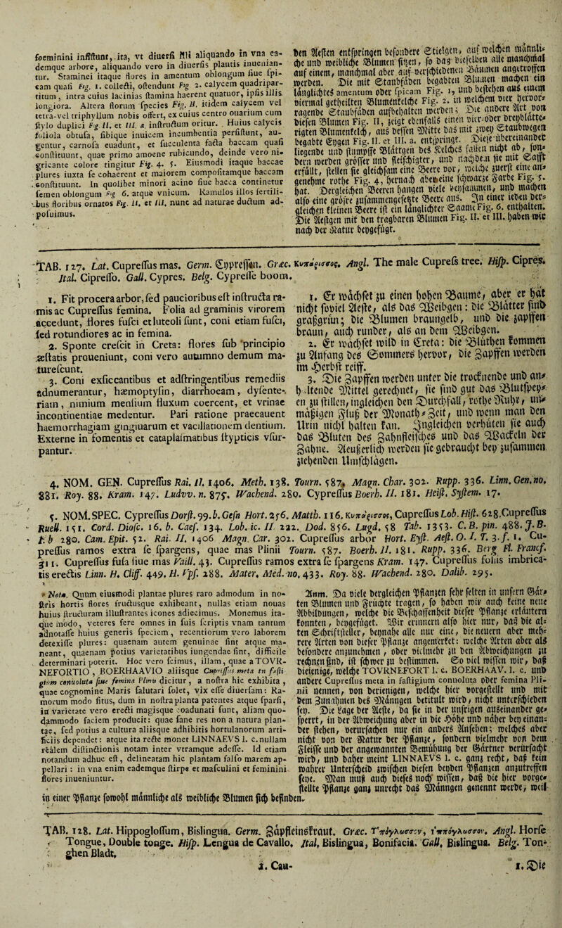 demquc arbore, aliquando vero in diucrlis plantis inuenian- tur. Staminei itaque flores in amentum oblongum nue Ipi- cam quali f‘g. i. colledi, oftendunt Ftg 2. calycem quadripar¬ titum , intra cuius lacinias flamina haerent quatuor, ipnsillis. longiora. Altera florum fpecies Pfg. itidem calycem vel tetra-vcl triphyllum nobis offert, ex cuius centro ouarium cum flylo duplici FigH, et lll. a. inflrudum oritur. . Huius calycis foliola obtufa, fibique inuicem incumbentia perfiflunt, au¬ gentur, carnofa euadunt, et fucculenta facla baccam quan conflituunt, quae primo amoene rubicundo, deinde vero ni¬ gricante colore tingitur Fig. 4* Eiusmodi itaque baccae plures iuxta fe cohaerent et maiorem compolitamque baccam . ftonflituunt. In quolibet minori acino fiue bacca continetur femen oblongum Fg 6. atque vnicum. RainUlos illos fertili- -bus floribus ornatos Ftg. ii. ct lll, nunc ad naturae dudura ad- pofuimus. tfn ftttfprinijm bcfoiiDcrc etidöcn» dieiinb tDeibiic^e fiiien, fo bag-&ic|clbcH auf cmem, inanclimal aber werben. !l)ie mit ©taubfaben begabten ldngliiite§ amentum ober fpicam Fig. I, unb oiermal get^eilten SBlumenfelcbe Fig. 2. m ragenbe ©tanbfdben aufbebalten roerben; i>ie biefen iSlumen Fig. ii, jcigt ebcnfallg emeu rigten iSluinenfclm, nu§ beffen 5)?itte ba^ mit iwci; begabte (£t;gen Fig.il. et ni. a. entiprmgt. liegenbe unb jlumpffe 35lattgeh beS ^velcbcß fallen ni^t 9^' bern werben groffer unb peifi^igter, unb naQbe.n lie mit ©at|t: erfüllt, t^ellen fie gleiebfameine Seere por, weichejuerfl emeans geuebme rothe Fig. 4, fjernai^ abcbeine ic^wacse bat. 2>ergleicben Söeeren (langen biele bebfammen, unb ma^en olfo eine grofre aufammengefefite ^eere onö. 3n einer leben bet? gleichen tleinen Seere ifl ein langliditer ©aanuFig. 6. enthalten. 35ie 2le(lgen mit ben tragbaren flumen Fig. il. et iii. baben wm na* bcr »liatur beoaefuat. / • ;TAB. Ii?« Laf. CuprelTus mas. Gern. ^i)prej]in. Gm. Angi The male Cuprefs tree. Hifp. Cipres* V /tfl/. Cipreflb. Gafl. Cypres. ße/g. Cyprelle boom. 1. Fit procera arbor, fed paucioribus eft inftruda ra- l. €c ivac^fcl JU einen ()ß]^en ^aume, Ober er JlOt misac CuprelTus femina. Folia ad graminis virorem nid)t fbbicl Slcj^e/ blö Öaö OBcibgcn : MC 43latter .accedunt, dores fufci et luteoli funt, coni etiam fufci, gra^’gvun; Öle Blumen braunflclb, uno bie japiteii ied rotundiores ac in femina. brdun^ aucbrunber f al6 an t>cm ^ctbgcn. 2. Sponte crefeit in Greta: flofes fub'principio z. lbäd)fct ttjiiö in Crcta: Mc’’.öiutl>eil fonimen .seltafis proueniunt, conivero autumno demum ma- |U 51nfanq (^biunter^ l)erbbV/ bie jjapffen iverDen turefeunt. . '^crbfi rci|f. es \ 2. Com exficcantibus et adftringentibus remediis 3. f5)ie ^apffitn IticrbCn unter blC tl’bcnicnbc unDani» adnumeraiitur, haemoptyfin, diarrhoeam, dyfente-, b-ItenDe ‘Di)itttel 9ercd)net7 fie finb gut Da^^'^intjpep# riain, nimium menlium Huxum coercent, et vrinac cn JudillcU/inglcicbcn bcn ^Ul’d)faU/rC'tbcDvubtf UIV incontinentiae medentur. Pari ratione praecanent mäßigen 5tu§ bet’^onatl)#B'^d/ UUb IDCUU man bCjt haemorrhagiam gingmarum et vacillationem dentium. Urin nid)l halten fan. 3n9lcid)Cn bCrbutCll fic aud) Externe in fomentis et cataplalmatibus Itypticis vfur- baö lÖlutcn bc^ gal)nficjfd)ei? unb baö ^Bacfcln ber pantur. gähne. $tcuierlid) nicrbeu fic gebrandet bei; jufommcti, jichenben Umfchlagcn* 4. NOM. GEN. CuprelTus Rai. /7.1406. Meth, 138. Tourn. ^87* Ma^n. Char. 301. Rupp. 336* Linn.Gen.nö, 88i* iRoy. 88» Kram. 147. Ludvv.n. S?^. Wachend. 280. Cyprefllis Borr/i.//• 181. Heifi, Syflem. 17. NOM.SPEC, CypreifasDorfl.^$.b,Gefn Äorf.2f6, 116.Kon^a^urarof, CuprelTusLo^.ßi/?. 628.Gupreflus Rueil. 151. Cord. Diofe, 16. b. Caef. 134. Lob, ic. 11 222. Dod. 856. Lugd. 58 Tab. 13^3- C.B. pin. 488. J.S* t!b 280. Cam.Epit. 'jz. Rai. II, 1406 Magn. Car. 302. CuprelTus arbor Bort. Eyfl. Aefi.O.I. T. 3./. i. Cu- prelTus ramos extra fe fpargens, quae mas Plinii Tourn. 587. Boerh.ll. 181. 33^* Berg Fl Franc/. ^11 . CuprelTus fufa liue mas Flaill. 43. CuprelTus ramos extra fe fpargens Kram. 147. CuprelTus foliis imbrica¬ tis ereftis Linn. ß. Cliff. 449.77- ^'p/ 188. Mater, A^ed.-no, Boy. 88- Wachend. 28O. Dalih. 295. > » KßtM. Quum eiusmodi plantae plures raro admodum in no« 2litm. !Da tiicle bCrgld^Ctl liflanjttt fcl)r fcltCtl Itt llllfem ©at> ftris hortis flores fruäusque exhibeant, nullas etiam nouas teil SSllllTlcn lltlb Sl’ilchtC tragen, fO l^abcn Wil’ aUlf) fcttie neue huius ftruefluram illuftrantes icones adiecimus. Monemus ita- Slbbilbungcil, W«ld)< btC 3^<fd)affen^Ctt_bte)fr ^flonje erlalttcm ciüe modo, veteres fere omnes in fuis feriptis vnam tantum fonntCU , bcpgcfligct. !Str Ctinncm al|0 lltcr HIU', bfl^ btC flU adnotafle huius generis fpeciem , recentiorum vero laborem ttn ©chtiftllcikr, bthua^t allC UUl’ CttlC, biC nCllCm flbtr detexifle plures: quacnam autem genuinae fint atque ma- rcrt Slrtcn hon bltftr ^fianjt angcnurfct: WClC^C 2lrtcn abev aU neant, quaenam potius varietatibus iungendae fint, difficile befoilbcr« anjuntbincn , Ober ötcllliebr 3U bcn 21bWcicf)ttnflCn jtt determinari poterit. Hoc vero fcimus, iilam, quae aTOVR- retbncnjinb, ifl f^WCl’ jU begimtnen. ©0 Dlcl Wtffcn Wir, baf NEFORTIO , BOERHAAVIO aliisque Cuprtjftts meta tn/ßi biclenig«, Wel^C TOVRNEFORT 1. c. BOERHAAV. 1. c. unl) giiim ceriuolut» fiue femina Piinu dicitur, a noflra hic exhibita , ailberc Cuprdius meta in faftigium conuoluta obcr femina Pli- quac cognomine Maris faiutari folet, vix efle diuerfam: Ra- nii nennen, öon berientgen, welcf)c ^ier »orgejlelit nnb mit morum modo fitus, dum in noflra planta patentes atque fparfi, bem 3iinal)men beS ?Dtdnngen betitult wtrb / ntef)t unterfchUbett ia varietate vero crefti magisque coadunati funt, aliam quo- fei;, i^age ber Slefle, ba fie in ber iinfrigen au^einanber gc* dammodo faciem producit: quae fane res non a natura plan- fpeitt, lll ber Slbwetcbung aber in bic .^6l)e nnb nnt)er betjeinans tae, fed potius a cultura aliisque adhibitis hortulanorum arti- ber (lel)en, öerurj^aihen nur ein anber§ 2lnfel)en; welche^ aber ficiis dependet: atque ita refte monet L1NNAEVS 1. c.nullam nicht DOn bei* SiatUr ber ^flanjC , fonbem bielwe^r Öült beiii realem diflinöionis notam inter vtramque adefle. Id etiam JUiffe unb ber angewannten Settiuhung öct (Sdrtner »eritrfacfit notandum adhuc eft, delincatam hic plantam falfo marem ap- wirb, Unb ba^er meint LINNAEVS 1. c. ganj re(f)t, baf feilt peiiari: in vna enim eademque ftirp« et njafcuiini et feminini Wahrer Untei’fcheib jwifhen biefen bepben T'panäen anjutreffeit floresinueniuntur. fepe. ?0?an miif auch biefesnoeh’ wiffen, ba§ bie t)ier borge» . jlellte ^flanie ganj «nreht baS SKdnngen genennt werbe, weil in einer 'hPame fowo^l mannlihe oB weibliche SSIiimen bePnben. T TAB. 128. Lnf. HippoglofTum, Bislingiia. Germ, ^apfleinöftaut. Graic. TVflyA«<r<r5v, iWdvAwo-o-or. Angl. HorCc y- Tongue, Double tonge, fiifp. Lengua de Cavallo. jtal, ßislingua, Bonifacia. Catf. Bislingua. Belg. Tonv ■: ghenßladt» - : r’*' i. Caa- *
