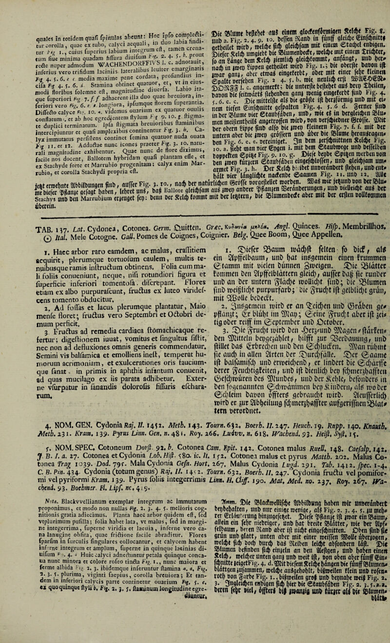 qmlci in totidem quafi fpinulas abeunt. Hoc f ^,o. ÖCiTtn 5Kanl) ttl funff flleict)« emf({)mttf tur corolla , quae ex tubo, calyci aequali, m J/ „,(((()( fl(& flUlC^fam mit «itltm etacficl <nl)]9m. tur tsji cuius fuperius labium integrum eft, tamen cum flue minima o^RFFi^^^ t adnotauit, jb on Äe Utm 5leI0 Jtemlic^ gU{(t)tommt, anfatigtr «no reöe nuper admodum WACHENDORFFI . * . - in tmtn ßiDPCU flttbciitt »trb Fig. I,; litt ObtCjle böOOH t(l inferius vero trifidum laciniis lateralibus Icuiter emyginatis naC^ ttt it»tö fl««.« imar gani/ aber etroai eingtftrbt/ ober mit |*§L^^1*^** ©»alte uerfeben Fig. 2 4. f• b. »u neulict «rfi DDiRSS F c. angemecft; Die unt<c|l< b«tl<btt auS brei) Xbciltn, baöon Di« feitmdrtg tingtfetbt fitiD Fig. 4. 5.0. c. c. m mitteljt« alg bi« grbile ift berjformig unb mit <u nem tiefen Sinfcbmtte gefpalten Fig. 4. j. 6 d. gernerfini) inbec 35lume uiec ©taiibfdben, «nb, »i< e« m berglei^en 35iu* men meiaentbeil! angetrojfen roirb, oon eerfitiebner ©cbjTe. Stit ber Obern Sippe fmb alfo bie imei) eieintrn Fig. 7. f. f. mit bec fig 4. j. 6. c c. media maxime pene cordata, profundius in- cifa Fig 4. e. 6. d. Stamina obtinet quatuor, et, vt in eius- modi floribus folemne eft, magnitudine diuer a. a lo ita que fuperiori Fig j,f.f adhaerent illa duo quae breuiora, in- feriori vero fV.. 6. rr longiora, ipfumque florem fuperantia. Difleflo calyce ftj. lo. «. videmus ouarium ex quatuor ouulis conflatum., et ab hoc egredientem Itylum b t ?• lo. g. Itigma- tc duplici terminatum. Ipfa digmata breuionbus damini ms g==2p|5Srt= ifeiiigiiisisSi EppSpifÄ rubia, et corolla Stachydi propiia fl. ttiec^ldnglicbte nacfenbc ©aameti Fig. 11. imo 12. 3illc 5)rfihi'fhnrtrt#ti finh ftuiTcr Fis. ?. IO«» nacb ber natiirlieben (Sroffe oorgeflellet morben« 9Bflg nnr je^unbpon ber^lu* Ä «fa »«» Baiiofe miim an6Kt Dflawm ißndnKtunsm, «»6 »«»«ijt f * Kt «hy^ÄrXrubtamÄ^ D<cS(l*(ommtini(6<tU««tn, B« Slum«nB<tf( ab<t mit Btc «tlim»oUfBnimm Überein. TAB 137 Laf. Cydonea, Cotonea. Gern. Ciuittcn. Gy-ec. kuW<* Quinces. MJp. Membrillhos* 0 Jtal. Mele Cotogne. GaU. Pomes de Coignes, Coignier. Belg, Quee Boom, Quee Appellen. I. Haec arbor raro eamdem, ac malus, craffitiem acquirit, plerumque tortuofum caulem, multis te- nuibusque ramis inftrudtum obtinens. P olia cum ma¬ li foliis conueniunt, neque, nifi rotundiori figura et fuperficie inferiori tomentofa. difcrCpant. t^lores etiam exalbo purpurafeunt, frudtus ex luteo viridef- cens tomento obducitur. „ 1. Ad folTas et lacus plerumque plantatur, Maio menfe floret; frudtus vero Septembri et Odlobri de¬ mum perficit. 3 Fruftus ad remedia cardiaca ftömachicaque re¬ fertur; digeflionem iuuat, vomitus et finguitus fiftit, nec non ad defluxiones omnis generis commendatur. Semini vis balfamica et emolliens inefl, temperat hu¬ morum acrimoniam, et exulcerationes oris faucium¬ que fanat. in primis in aphthis infantum conuenit, ad quas mucilago ex iis parata adhibetur. Exter¬ ne vfiirpatur in fanandis dolorofis fifluris efehara- rum. I. J^iefet ^aum fclfcti: fo bicf/ ein 5(ptfclbaum; unb t)at in^gcmcin einen fmmmm 0(amm mit Dielen bünnen f5)ic '^Idttec tommen ben 5(pttcibldttern glcid), aujTer bap jie runbee unb an ber untern ^(debe moUicbt finb; bic flumen finb mei|jlicbt putpurfavb; bic §vucl;l i|f 3elblid)t srun, mit ‘SBoUe bcbecft. 2. Snsgemcin mirb er an ^cic|)en unb (Brdben qc* pjlanit; (£r blul)t im 93^aD; @eine ^5rucl;t abec ifl jeU tigober reiff im 0cptembcr unb October. 3. fOie ^^rud)t mirb ben ^erj^unb‘i9^a9cn # jfdrfcn# ben Mitteln bepge^dbiet, ilur ‘^^erbauung/ unb jfillet baö ^rbrcd)en unb ben 0cblucfen. ‘iütan rübmt jie aucb in allen 51rtcn ber f0urd}fdlle. ^cr (gaame ijt baljdmifd) unb enDeid)enb f er linbcrt bic 0d)drf|'c berer §cud)ti9feitcn; unb ijf bienlid) bep fcbmevjbaffteti ®e(d)tDuren bC8 ^tunbeOf unb ber ^'cl)lC/ befonbere in ben fegenanntcn (Sditoanimen bcpÄinbcni/ a(8 n^ober 0d)teim baoon cfftcrö gebi’aud)t mirb. $(cujterfid) mirb er jur Stbbeilung rd;mcr5t)affter aufgerijfnen^Ölat# tern Derorbnet. 4. NOM, GEN. Cydonia J?aj. 7/. 1431* Meth 143. Tour». 632. Boerfi.//. 247. fieuch.i^, Rupp. 140. Knautb, MetLz^i» Kram» 139. Pyrus Linn. Ge«, n. 481. Roy, 266, Luivv» «. 6i8» ITachend, 93. Heifi, Syß, 1^. f. NOM.SPEC. Cotoneum Dorft. 92, b. Cotonea Caw. Epit. 142. Cotonea malus Ruell» 148. Caefalp.i^z» y. B. I. a. 27. Cotonea et Cydonia Lob, Hiß. 580. ic, 7/. i fi. Cotonea malus et pyrus Matth. 202. Malus Co¬ tonea Trag 1039. Dod.y^f. Mala Cydonia Gefn. Hort, 267, Malus Cydonia Lugd. 291. Tab. 1412. fpec. 1-4. C. 8. Pin. 434- Cydonia (totum genus) Raj, 11, 14? 2. Tourn. 632. Botvh. II, 247.'Cydonia frudlu vel pomifor- mi vel pyriformi/Craw. 139. Pyrus foliis integerrimis Lim, H, Cliff. 190. Mat, Med. no. 237. Roj. 267. chend. 93. Boebmir. Fl, Lipf, nc, 419. Sota, Blackvvellianum exemplar integrum ac Immutatum proponimus, et modo non nullas Fig. 2, 3. 4. y. melioris cog¬ nitionis gratia adiecimus. Planta haec arbor quidem eft, fed vtplurimum pufilla; folia habet lata, vt malus, fed in margi¬ ne integerrima, fuperne viridia et laeuia, inferne vero ca¬ na lanugine obfita, quae friöione facile abraditur. Flores fparlim in furculis lingulares collocantur, et calycem habent inferne integrum et amplum, fuperne in quinque lacinias di- uifum p j. 4. j Huic calyci adneftuntur petala quinque conca- ua nunc ininora et colore rofeo tinfla Fig, i., nunc maiora et ferme albida h’ig 2. 3. ibidemque inferuntur flamina <». a, Fig. 2. 3. y. plurima, viginti faepius, corolla breuiora; Et tan¬ dem in inferiori calycis parte continetur ouarium Fig, j. e, cx quoquinqueflylii, Fig, 2, 3. y, ftaBunum longitudineegre- diuntur* “»tim, SMe 95ladft»<{Kfcb< $(bbilb«ng babm tbtc «mxrdnbert bepbebftltm, «nb nur einigt iptnige, a|g Fig. 2.3.4. y. ju meb« rer Srldufnimg binjugefe^et. |)iefe ^flanje ifl jwar «in 95aum, alum ein febr niebriger, iinb bflt bteite 58ldtter, »ie ber ä[pf< feibaum, beren 3lanb aber i(l ni(bt eitlgefcbhitten. Oben finb fw grun unbgidtt, unten aber mit einer tteiflen SBoUe liberiogen» »elqie ficb botb bureb baß 3ieiben leiibt abfonbern Idjl. glumen befinben ficb etngeln an ben Ülejlgen, unb haben einen Äel^. welcher unten ganj unb weit ifl, bon oben aber funff Sin* mitte leigetFig. 4. d.^itbiefemÄemhdngenbie fdnff^lumetu« blnttgenaUfammen, welche aulgehohlt, bisweilen ffeiuunb rofen* roth »on Sarbe Fig. i., bisweilen grep unb be^nabe weiß Fig. 2. 3* 3ugUithen enbigen fiefc hiet bit ©toubfdben Fig. 2.3. y.a.a. btrtn [ehr »id/ offt(t;l htf iwoniia unO fütitr aU Oft Blumen* bldt^