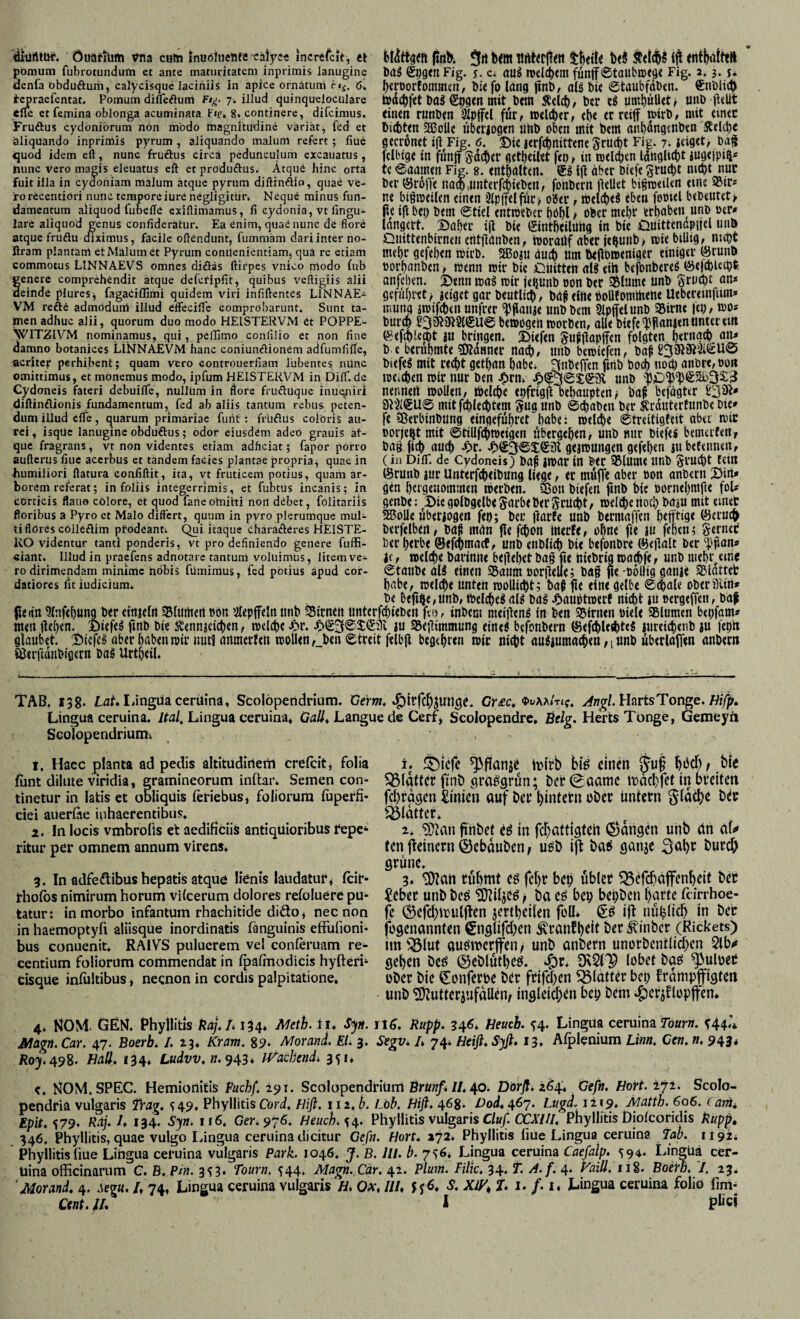 <di'ürttW. Öuariüm ^na cutn {nuöiiiente caiye« increfcif , tt pomum fubrotundutn et ante matiiiitatcm inprimis lanugine denfa öbduäurh, calycisque laciniis in apice ornätum 6. i-^raefentat. Pomum dilieflum Ft^. j. illud quinqueloculare iejfe et femina oblonga acuminata 8. continere, dilcimus. Fruftus Cydoniorum non modo magnitudine variat^ fed et aliquando inprimis pyrum , aliquando malum refert; fiue <quod idem eft, nunc fruftus circa pedunculum excauatus, nunc vero magis eleuatus eft etproduftus. ÄtquO hinc orta fuit illa in cydohiam malum atque pyrum diftinftio, quae ve¬ ro recentiori nunc tempore iurö negligitur» Neque minus fun¬ damentum aliquod fubello exiftimamus, li eydonia, vt fingu- larc aliquod genus confidcratur. Ea enim, quaönune de flore atque fruftu diximus, facile oftendunt, fummam dari inter no- iftram plantam etMalumct Pyrum conilenientiam^ qua re etiam commotus LINNAEVS omnes diftas ftirpes vnico modo (ub fenere comprehendit atque defcfipfit, quibus vefligiis alii einde pluresj fagaciflimi quidem viri inliftentcs LINNAE-^ VM refte admOdurn illud effecifte comprobarunt. Sunt ta¬ men adhuc alii, quorum duo modo HEISTERVM et POPPE- WITZIVM nominamus, qui, pcfllmo conlilio et non fine damno botanices LINNAEVM hanc coniunftionem adfumfifte, acritei' perhibent; quam vero eontrouerfiam lubentes nUnc omittimus, et monemus modo, ipfum HEISTERVM in Diflf.de Cydoneis fateri debuiife, nullum in flore fruftiique inu(yiiri dlftinftionis fundamentum, fed ab aliis tantum rebus peten¬ dum illud cife, quarum primariae furit; fruftus coloris au¬ rei, isqile lanugine obduftus; odor eiusdem adeo grauis at¬ que fragrans, vt non videntes etiam adficiat; fapor porro auftcrus fiue acerbus et tandem facies plantae propria^ quae in ■humiliori flatura confiftit, ita, vt fruticem potius, quam ar¬ borem referat; in foliis integerrimis, et fubtus incanis; in corticis flauo colore, et quod farieomitti noil debet, folitariis floribus a Pyro et Malo differt, quum in pyro plerumque mul¬ ti flores colleftim pfodeant. Qui itaque charafteres HElSTE- RO videntur tanti ponderis, vt pro definiendo genere fuffi- «iant. Illud in praefens adnotare tantum voluimus, litemve^ ro dirimendam minime nobis fiimiraus, fed potius apud cor¬ datiores fit iudicium. brtS gpgenFig. j. c. aug melcbem fünffStaubnies« Fig. 2.3. J* I)«roorfommen, bUfo lang jinb, all bic ©taubfdbcn. CnbUcb todcbftt bal gpgm mit bem Md), bcr cl umbüüttt unb ftelit einen runben ^pjfel für, roclcber, tbe erreiff mirb, mit cmec biibten 2ßolU überjogtn nhb oben mit bem anbangenben ÄeUfie geerünet ifi Fig. 6. 5)ie jerfebnittene Stuebt Fig. 7-, leiget/ ba§ fclbtge in fünlf gdeber getbeilet fen, in melcben Idnglicbt iugeipift* te 0aamen Fig. 8. entbalten. Sl Ifi aber biefe grudlt mebt nuc bet ©tülTe naibilinterfcbieben, fonbern fielkt bifrotiUn eine 25it* ne bigmeilen einen 3lptTelfür> ober, »elcbel eben fooiel bebeutet> fie ijlbep bem 0ticl entmeber bbbl t etbaben unb »er* langert. S)aber i(l bie ©ntbeilühg in bie fünittendpifel unb Ouittenbirnen cntfldnben, t»orailf aber jebunb> r»ie billig, nicbt mehr gefeben t»irb. 5S5oj« auch Moi befibtteniger einiger örunb »oi'banbcn, wenn mir bie iiuitten all eih befonberel föeliblccbfe anfeben. 2>enn mal mir ieftunb oon ber ^lume Unb Sruebt nn* gefiifiret/ jeiget gar beutlid), ba| elfte öoUfomlhene Ueberetnftim» mutig jmifeben unfrer ^fiaiue unb bem 9lpffel«nb SBirne jei;, mo* bureb £33fi9t2lgu@ bemogelimorben, aUe biefe^^flanjenunterem («effbkait 3U bringen. J)iefen Su^ftaptfen folgten, bernacb an* b.e berubmte ^Kdnner nach, unb berotefen, baf 839l‘M(iU@ biefel mit recht getban habe; ^nbeffen finb bod) noct) anor«, »ott rectcben mir nur ben J^irm .0^3<££®9i unb nennert moüen, töelcbe epfrigfi behaupten! baf befägter mitfcblecbtem Sugunb @d)«ben ber Ärdutertunbe Die* fe 5öevbinbung eingefübret bube: melcbe 6trettigtett aber mic oorje^t mit 0tiUfd)meigen übergeben, unb «ur biefel bemerfen/ baft Hd) and) -^tr. J^g3®S:63l geimungen gefeben jubetennen, (in DifT. de Cydoneis) baf jmat in bet SSluiueitnb 5rud)t fein (Srunb jur Unterfebeibung liege, ec müffe aber »on anbecn Sin* gen bergenommen roerben. ®oit biefen finb bie »ornebmfie foU genbe: BicgolbgelbeSarbeberSrücbt, meldic ftoci) bam mit emec SBolle überjogen fei); ber fiarfe unb berma)Ten befttige ISeruc^ berfelbeit, baß man fie fd)on Inerfe, ebne fte ju feben; gernec ber berbe ©efebmaef, unb enblicb bie befonbre ©cftalt ber ‘lifians R, melcb« barinlie bejlebct bag fie niebrig maebfe, unb mebr/ine 0taube all einen 95aum oorjielle; bag fie-»öllig ganje 33latteb bribe, melcbe unten roollidft; baß fie eine gelbe 0cbale ober3lin* be befi$e,ünb, melcbel all bdl jPiaüPtmerfnicht lu »ergeffen, baß peiin*3lnfebung ber einjeln 5Blutftert»ön atepjfelnimb 35trnett unterfebieben ft«, inbem metfienl in ben 95irnen oiele asiumen bepfam* men geben, ©iefel finb bie Äennjcicben, melcbe ^»g3®^®3v lu Segtmmung einel befonbern ©efcbled)teS lureicbenb ju fepft glaubet. Siiefcl aber haben mir mirl aftmerleft rooU<ft,_ben 0tceit felbg begehren mir nicht auljumacben, i unb überlafTen anbecn Sßerftdnbtflern bal Urtpeil. TAB, 138« f-af. Lingüacerüinä, Scolöpendrium. Germ, Cr<£c. foAAmf, yingl.UartsTon^e. Hifp» Lingua ceruina. ifn/. Lingua ceruina, GaÄ, Langue de Cerfj Scolopendrc, Belg. HertsTbnge, Gemeyn SGolopendriumi , t, Hacc planta ad pedis altitudirteiii crefeitj folia i. 5)icfe ^flanje hiirb einen bücT); bie fiint dilute viridia, eramineorutn inftar. Semen con^ glatter finb grasgrün; bcc 0aflnic itiacbfet in breiten tinetur in latis et obliquis leriebus, foliorum fuperfi- fcbragcn Linien auf ber bintcrn über üntetn S'tacbc b^r dei auerfae inhaerentibus, glatter, 2. In locis vmbrolis et aedificiis antiquioribus fepe- 2. “DJ^an finbet e^ in fcbattigten (^^dtigcn unb dn (kU ritur per omnem annum virens. ten ftetncrn ©ebduben, ueb ift ba^ ganje ^*urc^ grune. 3. In adfeflibus hepatis atque lienis laudatur, feir^ 3, ^an rul)ntt fel)r bep übler ^cfcbdjfenbeit t>er rhofos nimirum horum vilcerum dolores refoluere pu- £eber unb bcß ^iljefi ^ ba efi bcp bepbcn hatte fein hoe- tatur: in morbo infantum rhachitide difto, nec non fe ©efcbhJulften jertl)eilen füll* ijf nuhticb in ber in haemoptyfi aliisque inordinatis fanguinis effufioni* fügenannten &lflUfd)Cn ^ranfbtit ber ^'inbcr _(Rickets) bus conuenit. RAIVS puluerem vel conleruam re^ im ^^lut aufinocrtfen) unb anbern unorbentlieben 5lb/* centium foliorum commendat in Ipafinodicis hyfteri- gehen beö ©eblütheö. *f)r* iübet baö pulpet dsqüe intuitibus, necnon in cordis palpitatione, über bie <5!ünferpe ber ftifehen glatter bei) franipffistcn unb ^uttcriufallen! in9leid)en bch bem »gicrjflüpjfen, 4. NOM. GßN. Phyllitis ka],U 134, Meth. iTfj. Rupp. 346, tieueb. s4’ Lingua ceruina Tbarn. V44*V Alagn. Car. 47. Boerb, I. 23, Kram. 89« Morand. EU 3. Segv, /. 74. Heiß. Syfl* 13. Afplenium Lwn, Gen. n. 943* Äoy.498. Hall, 134* Ludvv,n.$^3* IVachend, 351* <. NOM. SPEC. Hemioriitis Puchf, 291. Scolopendriünl Briinfi II, 40. Dörßi 2^4’, Gefti, Hort. 272. Scolo- pendfia vulgaris Trag, S49. Phyllitis Cord. Hiß. iix,b. Lob. Hiß. 468. Dod. 467. Lugd. 1219. Matth. 606. < arfii Eplt.s79' Räj. h 134. Syn. 116, Ger. 976, Heuch.s^' Phyllitis vulgaris C/w/. C07//. Phyllitis Diofeoridis Rupp, 346, Phyllitis, quae vulgo I.ingua ceruina dicitur Gefn. Hort. »72. Phyllitis fiue Lingua ceruina Tab. 1192* Phyllitisfme Lingua cefuina vulgaris Park. 1046. J. B. III. b. 7<>6, Lingua ceruina Caefalp. ^94. Lingüä cer- üina officinarum G. B. Pin. 3^3. Tourn. ^44. Magn.,Cär. 42. Plum. Fitic. 34. T. A.f. 4. Vaill. iig. Boerh.'I. 23. Morand. 4. segu. /, 74, Lingua ceruina vulgaris H, ///, S. T. i. /. i, Lingua ceruina folio fim-