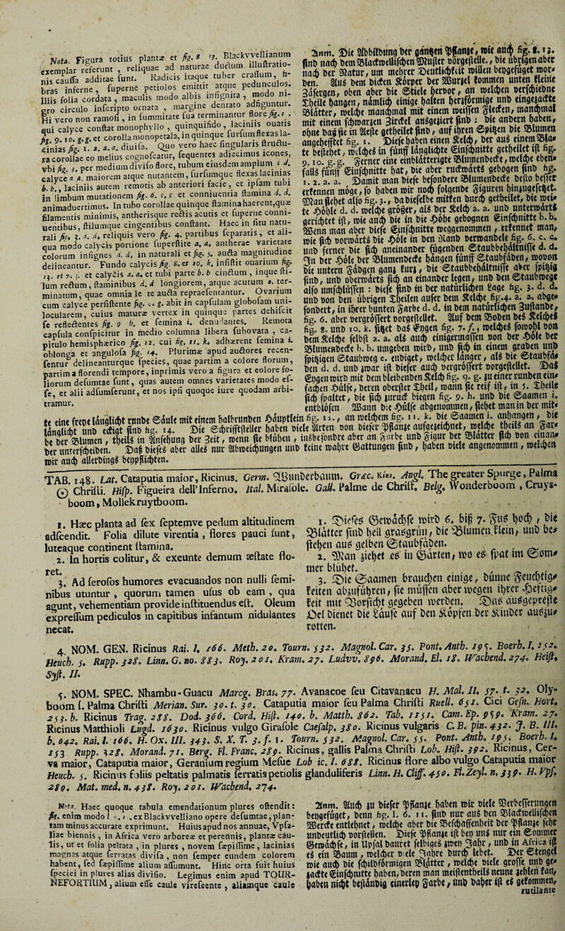 ^ 'Nota. Fieura totius planta et A?. » '?• Blackvvellianiim exemplar rfferunt , reliquae ad naturae duclum illuftratio- niscLlfa additae funt. Radicis itaque tuber crallum, h bras inferne, fuperne petiolos emittit atque pedunculos. Illis folia cordata, maculis modo albis inhgnita , modo ni¬ gro circulo inferipto ornata , margine dentato adfi^untu . v«0 „o„ ramofi, in ’ 2iiitti. m Stbbflbung btr »t< au* fig. i. » j. finb na* bcmSBlacenxUtfcbmtojltr obrötjielU., bl< ubriamabtt na* Der icatur, utn me^r«r ©eutli*f(it »»Uen benaefuQet mor* t)<n Dem bicftn Äorp« t>«r 2Buri<l fommm untm eUtne Sdfcuaen, oben aber Die ©tiele beroor, an tpelcben »erfcbiebne Sbeilc bangen / ndmli* einige bauen birif^fuiw _uu*> iöldtter» tuelcbe mancbmal mit einem »eilTen iflecten/ mancftmai finh • htV rtnhtrn haben. vero non ramofi , in (ummitate lua ^ eui calyce conflat monophyiio , quinqui V -ohne baBlie itt 3lefte fletbeiletfinD f auf ibren 0pi^en bic Siumen cinias fig. i- ■*. diuifa. c^i . adiccimiis icones te beftehet/ toclcbe^ in flintf Idnglicbte ©n)cbnitte getbuj^t »jl fig* „ corollae eo melius ’ äm c^sd m l * o g V S'crnec eiie einbldtterigte SSlumenbecEe, n)el4)e eben- vhißg. 3. per medium diviio flore, ^ flebas lacinias falB futiff Sinfcbnitte hat, bic abei' rucftodrW gebogen fmb calyce.,,maioremet ipllm tuTi uLTl SJartiMnbiefe befonbere^Blumenbeete be(iobejitt b.b.y laciniis autem remotis ab anteriori fa , P «rfmnen m6ae»fo haben loir noA folgenbe giguren btniugefeftet. in limbum mutationem yf,... c c et Älehrafe , babiefelbe mitten bu?eb getheilet, bie mei- animaduertimus. In tubo corollae quinque ftaminah ,q 1 h ^ atOBet, UB bet Äelcb a- a. UUb UntemdrtJ h'ldl^T^nt femina i. bfmielcbe felbH a. a. alg au* einigecmalTen »on ber -^ole bec Sbionea Tt aÄ k. '4. Plurima apud auäores recen- Slumenbecfe b. b. uuigeben mil'b, unb fi* in fentur^ dei neal^rque fpcci^ quae partim a colore florum, fpitiigen ©taubioeg e. eUbiget, toelcbet ^ei, al8 bU ©taUbfdj ^ . florendi tempore inprimis vero a figura et eoiore fo- ben d. d. unb itoac ifi biefec au* oergcoffert oorgefiellet. Ba3 Fiorum defumtac funt, qJas autem omnes varietates modo ef- ©)gentoicb mit bembUibenbenSei*fig. 9* g* fe, =, a.iUdfun.fcrun,, =■ no. ipfi quoquo iuro quodan, afbi- i. entblofen 2Bann bie ^itlfe abgenommen, fiebet man in ber mit* .{«.frdH,iitnnftAtrtinhe<?^nule mit einem halbrunben ßduotleinfig- ij-, an meinem fig. n. if. Die ©aameni. anbqngen, bie Ät uÄ* Äg .4 ® bZ i.« Imn »on W<f<l'ppjn.t »«l^e tW» J«' be ber 35lumen, theiw in Qinfebung ber 3eit r menn fie blühen , in^bejonbre aber an ^'fcnbt unb^tgur bec SBlatter ber unrerfcheiben. Ba^ biefeö aber alle^ nur 2lbn)ei*ungen unb feine mahre Gattungen finb, haben ötele angenommen, loel^vn wir au* allerbing^ bebpjli*ten.____ TAB. 148. Lat* Cataputia maior, Ricinus. Germ. ^Bunöcrbaum. Gr<rc. k/j«. /4»^/, The greater Spurge, Palma 0 Chrilli. Hifp. Figueira dell’Inferno. Ital Miraiöle. GaH. Palme de Chritt, Bdg, Wonderboom , Cruys- boom I Mollek ruytboom. , , . - 1. Hsec planta ad fex (eptemve pedum altitudinem adfeendit. Folia dilute virentia , flores pauci funt, luteaque continent flamina. 2. In hortis colitur, & exeunte demum aeftate flo- r6t« 3. Ad ferofos humores evacuandos non nulli femi¬ nibus utuntur , quorum tamen ufus ob eam , qua agunt, vehementiam provide inflituendus efl. Oleum exprelTum pediculos in capitibus infantum nidulantes necat. 1. ®cmdcl)fe mv^ 6. bip 7- t glatter ftnb l)ell sra^grun, bic ':0(umcuiIcm/ unb bc^ ftel)cn auö gelben 0taubfdben. . 2. iicl)et eö in ^axtrn, ibu eg fpat im (gum^ mer blühet. , ^ r • 3. föic@aamen brauchen einige, bunne ^encl)ttg^ feiten abiuifnhrcn, fie muffen aber megen ihrer .^efetg- feit mit Q3orficht gegeben merben. f5)a^ auögcpreflc Ocl bienet bie Äfe auf ben Äüpfen ber Äinbet au?^n/ rotten. 4 NOM. GEN. Ricinus Rai. /. Meth.20» Tourn. ss^. Magml.Car^ 3$. FonUAnth. jgs- Boerb.I, Heuch. 5» Rupp‘ Lim*G.no. 883. R0J. 20J, Kram. 27. Ludvv.896. Morand. El, 18. iracbend.274. Keifi, Syfl, IE 5. NOM. SPEC. Nhambu-Guacu Marcg. Bras, 77. Avanacoe feu Citavanacu B. Mal, lU 57'}- Oly- boom 1, Palma Chritti Merian.Sur. 30.U 30. Cataputia maior feu Palma Chrifti Rueü. öji. Cia Cefn.. Hort, 2<ii.h. Ricinus Tra^. 288* Dod. 366. Cord, Hift, 140, h, Mattb. 862. Tab, //y/. Cam.Ep. p^p, Kram. 27, Ricinus Matthioli Lu-qd. 1630, Ricinus vulgo Girafole Caefalp, 380. Ricinus vulgaris C.B, pin. 432. J. B.HE b, 642, Raul. 106. H. Ox, UI, i4i, S, X, f. 3,f. r. Tourn. 532, Mavnol. Car. 55. Pont. Antb, ipj. Boerh. I, JSS Rupp. ^28. Morand. 71. Berv. Fl. Franc. 28p. Ricinus, gallis Palma Chnfti Lob. Hifi. 392. Ricinus, Cer¬ va maior, Cataputia maior, Geranium regium Mefiie Lob ic. I. 688. Ricinus flore albo vulgo Cataputia maior Heueb. s. Ricinus foliis peltatis palmatis ferratis petiolis glanduliferis Um, H. Cl^. 450. Fl.Zeyl. n, j^p. H. Vpj. 28Q. Mat.med.n, 438. Roj.201. Wachend, 274. Knta. Haec quoque tabula emendationum plures oftendit: fig. enim modo l 6.1 .cxBlackvvclIiano opere defumtae,plan¬ tam minus accurate exprimunt. Huius apud nos annuae, Vpfa- liac biennis, in Africa vero arboreöe et perennis, planta: cau¬ lis, ut et folia peltata , in plures , novem faepiflime, lacinias magnas atque ferratas divifa , non femper eundem colorem habent, fcQ fspiflimc alium alTumunt. Hiric orta fuit huius fpeciei in plures alias divifio. Legimus enim apud TOUR- NEFORTIllM, alium effe caule vircfecntc , alijunquc caule 2lrtm. Siij* ju btefer ^pflanie haben wir Biele sBerbcFenmgen beiigefüget, henn fig. i. 6. 11. finh nur aiiü Ben 93la(fweliif*cn SBerefe entlehnet, tBcl*e aber Bie 35ef*affenheit Ber 'Pflanje lehr unBeutli* Botfielltn. Diefe ^flanie ifi beo uni nur ein eommec ©en>d*fe, in Upfal Bautet fclbigci itDei) 5ahr, unB in Africa tß ei ein 35aum, tBel*er Biele r^nhrc Bur* lebet. ®er etengel wie au* Bie f*UBf6rim9en 5Blgtter, n)el*e Biele groffe unB ge- lacfte einf*mtte haben, Bereu man meiflentbeili neune lehlen fan, haben m*t befidnBig cineclep / «nö Baher Ifi ei getomm.en, ’ ruulantc