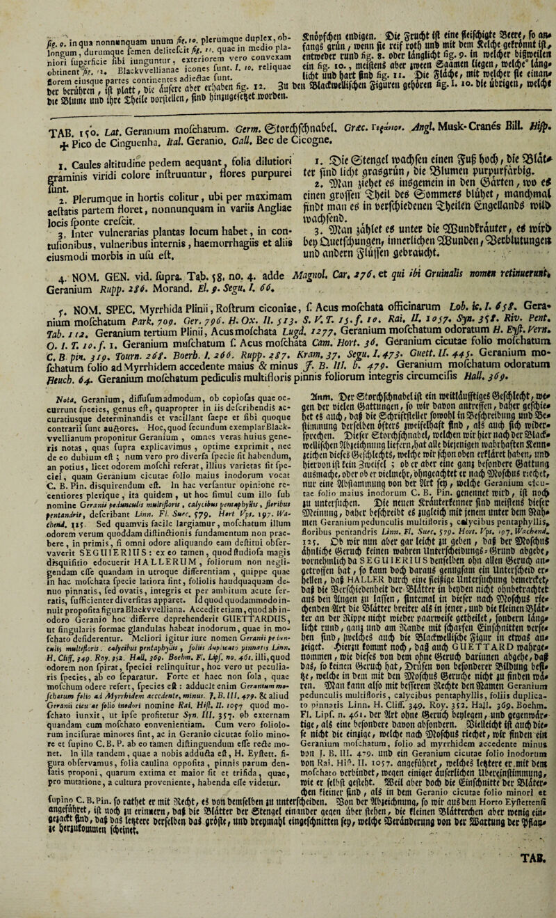 löncum, durumque femen dclitefcit Af. quaexn medio pla- niofi fuperficie fibi iunguntur, exteriorem vero convexam obtincnftr. 'U Blackvvellianae icones funt./. lo. reliquae florem eiiisque partes continentes adieflac limt. btc bcrubccn > tft plrttt; bic duicrc qbcr fig. 12. 311 btc 35luiite uiiti (^rc öoi’iull«n, jinb ^miugcfc^et aorben. 5Cn6pf(^en (nbtgtn. m Scuc^t ifl eme fetfAiflte 35eete, fo «lu fanas adn, »enn fie reif rot5 unb mit bem Äele^ejefrbnnf ijl^ entmebec runb fig. 8. ober IdngliJ^t fig. 9. m »eleger ygaeileti (in fig. IO., meiflenS aber jmeeo 0aainen (iegen/ »elctie lang* (ic^t unb ^act ^np fig. u. Die 5(a4)e, mit welcfier fie einaju beii SWacfmeUif^ett gigureu gehören lo.bieubwgeii/ welche TAB. iS*o. Lat. Geranium mofchacum. Crrw. 0tord)fc^nabeL Cr£c. Ufänov. Musk-Cran€s Bill. fii^. ^ Pico de Cinguenha, Jtal. Geranio, Gallt Bec de Cicogne, 1, Caules altitudine pedem aequant, folia dilutiori graminis viridi colore inftruuntur, flores purpurei funt. . , . r .. 2, Plerumque in hortis colitur, ubi per maximam aeftatis partem floret, nonnunquam in variis Angliae lods fponte crefeit. 3, Inter vulnerarias plantas locum habet, in con- tufionibus, vulneribus internis, haemorrhagiis et aliis eiusmodi morbis in ufii ett. 1. JDie ©tendet tt)acl)rett einen , W Uv finD lid)t flraöflrun / t>ie flumen purpurfarbig, 2. ‘3)2an iiel)ct e^ inögetnein in ben harten, m tS einen grojfen ^l)eil beö (Sommern blul)et f mand)mal pnbt man e^ in perfe^iebenen ^b^iien Sngellanbö mUb macbfenb. , , . . 3. ?0^an jabiet t$ unter bte ^Eßunbfraufer, e< ipirb bep £iuetrd)ungenf innerlid)^« '^Bunben / ^ecblutunge» unb anbern Slujftn gebrakd)t. 4. NOM. GEN. vid. fupra. Tab. 58. no. 4. adde Magnol, Car, ^7^* €t qui ibi Gruinalis nomin retinueranh Geranium Rupp. 2S<f. bAorznd, El, Segu, J, f* NOM. SPEC. Myrrhida Plinii, Roftrum ciconiae, f Acus moichata officinarum Loh. ic./. Gera* nium mofchatum Park, 70g. Ger. ygö. H,Ox. II. s^3> S,KT, ij.f, iff* Rai, II, lojg, Syi. Riv. Pent, Iah 1(2 Geranium tertium Plinii, Acusmofehata Lugd, /277. Geranium mofchatum odoratum ti. E^^,Vern, 0,l,T,iff,f,u Geranium mufchatum f Acus mofehata Cam. Hort, jö, Geranium cicutae folio mofchatum c'B pin,/ip, Tourn.2Ög. Boerb.l.266. Rupp.zS?» Kram. 37, Segu, 1,473- G«rtt.//. Geranium mo¬ fchatum folio ad Myrrhidem accedente maius & minus y. B. ///. b, 479, Geranium mofchatum odoratum Heueb. 64. Geranium mofchatum pediculis multifloris pinnis foliorum integris circumcifis Haü, 369, KotA. Geranium, diffufumadmodum, ob copiofas quae oc currunt fpecies, genus eft, quapropter in iis deferibendis ac- curatiusque determinandis et vacillant faepe et fibi quoque contrarii funt auftores. Hoc, quod fecundum exemplar Black- vvcllianum proponitur Geranium , omnes veras huius gene¬ ris notas , quas fupra explicavimus , optime exprimit, nec de eo dubium eft ; num vero pro diverfa fpccie fit habendum, an potius, licet odorem mofchi referat, illius varietas fit fpc- cici, quam Geranium cicutae folio maius inodorum vocat C. B. Pin. disquirendum eft. In hac verfantur opinione rc- centiores plcriquc, ita quidem , ut hoc fimul cum illo fub nomine Geranii pidmeulis mnltifiorit, calyLtbus ^em^fhyUts, flaribus pentandrit, deferibant Linn. FI. Suee, (79. Hart Fps. 197. IVa- cbehd. Sed quamvis facile largiamur, mofchatum illum odorem verum quoddam diftinftionis fundamentum non prae¬ bere , in primis, fi omni odore aliquando eam deftitui obfer- vaverit SEGllIERlllS: exeo tamen, quodftudiofa magis disquifitio edocuerit HALLERIIM, foliorum non negli- gendam elTc quandam in utroque differentiam , quippe quae in hac mofehata fpecie latiora fint, foliolis haudquaquam de- nuo pinnatis, fed ovatis, integris et per ambitum acute fer¬ ratis, fufficienter diverfitas apparet. Id quod quodammodo in¬ nuit propofita figura Blackv velliana. Accedit etiam, quod ab in¬ odoro Geranio hoc differre deprehenderit GlIETTARDUS, Ut fingularis formae glandulas habeat inodorum, quae in mo- fchato defiderentur. Meliori igitur iure nomen Geranii feinn- culti multifloris. calycibus pentaphyllis , foliis dupUeato pinnatis Linn, H. Clif. 34Q. Roy, 3iz. H»ll, Boebm. Fl, Lipf. no. 4.6s. illi, quod odorem non fpirat, fpeciei relinquitur, hoc vero ut peculia¬ ris fpecies, ab eo feparatur. Forte et haec non fola , quae mofchum odere refert, fpecies eft : adducit enim Cerantummo- febatum fslio ad Myrrhidem accedente, minus. J, B. III. +7?. aliud Geranii cieu ae folio inodori nomine Rai. Hifl, II. tofj quod mo- fchato iunxit, ut ipfe profitetur Syn, III. 3J7. ob externam quandam cum mofchato convenientiam. Cum vero foliolo¬ rum incifurae minores fint, ac in Geranio cicutae folio mino¬ re et fupino C.B. P. ab eo tamen diftinguendum efle refle mo¬ net. In illa tandem, quae a nobis addufla eft, H. Eyftett. fi¬ gura obfervamus, folia caulina oppofita , pinnis parum den- fatis proponi, quarum extima et maior fit et trifida, quae, pro mutatione, a cultura proveniente, habenda effe videtur. 2fnm. ©tercbfcbnabcUjl tin JDfltldujftfg«? ©(fcblccbt/ m* geit bet »ieUn (Sattungen, fo toir baoon anmffen, babtf gef(tt<» bet (S aiicb, baf bte fomobl fnaSefcbi'dbung «nb Oimmung bcifelbm oftciS iroeifelbaft jlnb , al^ aurf) fi^ wiber» fpee^en. Dufa* etorcbfc^nabcl/ toelcbm wir ^icr na^ bcr 5Slacf* n)cllifd[)cn Qfbjdcbniiiig liefern/f)at alie bfejenfgen toabrbaften S?<nti« jci^en biefcl @cfcl)leg)t^, TOelcfie »tr fc^on oben erfldrct baben, irnb bierooiiill Ecin 3n)(tfef ; ob cc aber eine ganj befonbere (Sattiinj augmaebe^ ober ob er oielmebr/bbngeaibtet er iweb ‘D)?ofcl)ii^ nccbetr nur eine Sfbflammung oon ber Slrt fep, weldbc Geraniuin cicu¬ tae folio maius inodorum C. B. Pin. geneiiuet IPirb / tfl UOCb iu unterfueben. 2)fe neuen Krduterfenner finb metjleng btefec 50?etnung, baber befcbreibt eS iugicitb mft jenem unter bem Stab» men Geranium pedunculis multifloris, calycibus pentaphyllis^ floribus pentandris Linn. Fl, Suee, 57p. Hort. Fps. iqj. Wachend. I2T. Ob mir nun aber gar leiebt ju geben, baf ber ?0tof(bu{ dbnltcbe (Serueb feinen mabrenllnterfebeibung^JÖrunb abgebe, öornebmlicb ba s E G in E R i ii s benfelben obn allen (Serueb an» getroffen bat, fo fann bo^) baraus genugfam ein Unterfebeib er» bellen, bag haller bur^ eine fleißige Unterfuebung bemerefet^ baß bie Söerfebiebenbeit ber 35ldtter in bei)ben nicht obnbetracbtet au§ beh 3fugen ju fallen, fintemaf in biefer naff) SJtofcbuS rfe» (benben 9frt bie SBldtter breiter als in jener, unb bie f leinen ?8ldt» ter an ber aiippe nicht mieber paarmeife getbeilet, fonbern Idng» liebt runb, gaiu tmb am Stanbe mit febatfen ^infiöbnitten oerje» ben fmb, ImelcbeS auch bie SBlacfmellifcbe gigur in etwas an» leiget. J^ieriu fommt noch, bai auch G ii E T T a R D mabrge» nommen, mie biefcS »on bem ohne (Serueb bariunen abgebe,baff baS, fo feinen öerueb bnt/ Brufen oon befonberer asilbung befl» ^e, toclcbe iu bem mit ben SJtofcbuS (Seruebe nicht au finben tod» reu. SJtan fann alfo mit befferem Siechte ben ^amen Geranium pedunculis multifloris, calycibus pentaphyllis, foliis duplica¬ to pinnatis Linn. H. Cliff. 349. Roy. 352. Hafl. 369. Bochm. Fl. Lipf. n. 461. ber 5lrt obne ®erucb beplegen, unb gegentodr» tige, als eine befonbere baoon abfonbern. SÖielleicbt iff auch bie» fe nicht bie einiige, welche nach S)tofchuS riechet, wir finben eitt Geranium mofchatum, folio ad myrrhidem accedente minus oon J. B. III. 479. unb ein Geranium cicutae folio inodorum oon Rai. Hio. II. 10J7. angefübret, welches lehtere er.mit bet« mofchato oerbinbet, wegen einiger dufcrlichen Ubei^inffimmung, wie er felbff geffebt. ?Beil aber hoch bie ©nfchnitte ber SJldter» gien fleiner ffnb , als in bem Geranio cicutae folio minori «t fupino c. B.Pin. fo ratbet er mit Siecht, eS oon bemfelben lU nnterfcheiben. 5ßon ber 3lbieichnung, fo wir auSbem Horto Eyftettenfi angembret, iff noch lu erinnern, baß bie 95ldtter ber Stengel einanber gegen uber ffeben, bie tleinen 95ldtter(hen aber wenig ein» berfelben baS griffe / unb btepmabl eingefebnitten fep, welche SSerdobecung »on bec SQSactung bec Man» je öeriuiommen febeinet» n .