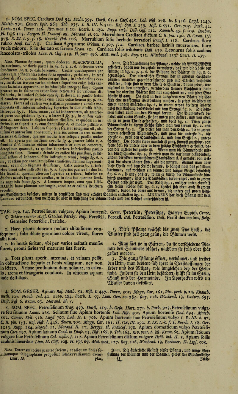 NOM. SPEC. Cardiaca Dol 94. Fuchs. 395-. Dorfi. 6<;. a. Caef.^^. lob. fiiß. 278. fc. /. ^16. Luqd. 1249. Matth. 790. C^ww. £pif. 864. Tab. 93S- /♦ ß. ///• b. 320. Raj. Syn. I. 239. Hifi. /. 571. Cer.70f. W 42 Lome. 216. Toiirn 146, Riv. mon. t. zo. Boexh. 1. i%o. Rupo.zz^. DiU. Gijf. itz. Zamicb. ±9. f. 109. Boehm] Fl. Lipf. US. Bergen. Fl Francof.99. Morand. H. so. Marrubium Cardiaca didum C B.pm. 230. H. Oxon. HI. 578- S.Xl. t.9, f. 18. Knauth Hai 106. Marrubium folio herbido ferratiori Brunf. I. k8. Cardiaca flore rubro Heifi.lnd.l. 8- Cardiaca Agripaume JVemm. t. 307, f.a. Cardiaca barbae laciniis mucronatis, flore vncia minore, folio dentato et ferrato Kram. 50. Cardiaca foliis trilobatis Hali. 639. Leonurus foliis caulinis ianceolato-trilobis Ltnn. H. Cliff. 313, Fl.Suec. <^96. Mat.med. 308. Roy.yiz. Wachend. I33^ G«rff, II. 237. Hot4. Plantae figuram, quam dederat, BLACKWELLIA, ^nm. ©i( Slbjeicbnuttfi btr ^jlanje, n)d(b< bi« r baben »it btrgtjlalt btrmtbrd, ba§ mir bic XbtiU b« ftrufluram jif 8. 9. exhiberemus. Caulis quadragonus per «Blume itl fig. 2. 3. 4. 6. Di« «»ilbunfl ber iBIdttcr tU fig. 8. 9. intervalla adhaerentia habet folia oppofita, petiolata in tres bepgefüget. S>tV Dierecficbte 0tengel f)ttt in qemifen gmifdien* lobos diuila, quorum loborum quilibet, in inferioribus ccr- raumeu einanber geg<nöb<r|le()(nbe unb mit etielcn oerfebene te, incifuras iterum varias obtinet: ftipcriora enim folia tan- qsidttet; biefe fitib iii brci) SbeiU gcftbniften, baoon jebtr, me* tum laciniata apparent, et laciniae ipfae integraefunt. Quum nig|len3 tU beti unttr|len, Otrfcbitbtne flettiere €infcbmtte Mt: praeter ea in foliorum cxpaniionc reticulata fit vaforum di- beuu bie oberiten SBldtter fitib tiur eingefAnittett, iinb jebet llributio, in luniori foliolo eam ^g. 8. docet, in paullo latio- fc^nitt i|t g(Ul|. ©a ouct) in betii öuägebreitetcn 58latte bie i^e* ri eamdena aeque ac petioli cum caule cohaefionem fig. 9. de- fdge eine neljfdrmige «Sertl)ei(ung macbtii, fo jeiact biefelben irt eiarat. Flores ad caulem verticifiatim ponuntur; corolla mo- «inem tungen S»(dtt(()en fig. 8, in einem etma^ breitem mm nopetaia eft, inferius tubuiofa, fuperius in duo diuifa labia, ■ nebjl bemain{)ang bt3@tieieg mit bemetenget fig. 9. Die«BIU* latiorque /ig. i. Hanc totam, calici inhaerentem, ab anterio- mett tteöen runb um ben ©teugel bcrum. ©ie Blumenbeete be* n parte conipicimus n?. 2., a laterali3., in quibus caii- ftebct au« einem etucfe, fie l)atUnten eine mo&re, unb non oben «em a., corollam in duplex labium diuiiam, et quidem in in- i\\ fu in mep £l)eile gefpölten, Unb breit fig. i. Dieie gonje ferius K et fuperius c, cum flaminibus H, et medio pifliilo t, diflinguere licet. Labium fuperius fcilicet integrum eft, ob- tufiim et antrorfum concauum, inferius autem in tres acutas lacinias dilTcÄum, quarum media fere reliquis paullo maior eft. In aperta per medium corolla fig 4. praeter labia if, c. flamina i. d, interius eidem inhaerentia et cum ea concreta, detegimus quatuor, ex quibus fuperiora inferioribus paullo 1 _ ^ ^ M . . mm ^ TJ A ^ • O ^4 A « «« ^ A Ia - a aa a a.^1a__a A f « Blumtnbttfe in i^rem Ätl4>t fiebet man non fornen fig. 2. non bcr 0<it(n fig. 3. 3n biefen fan man b<n a., bie in imeen gippen gefpaltene Btumenbecfe, unb jtnar bie unterfte b.. Die oberfte c., nebjl ben6taubfdben d., unb bem ©rijftl e., unter* febeiben. ©ie oberjte Sippe ndmlicbiji ganj, jlumpff lugcfpiiit, non forne boh bie untere aber in brep fpipiqeginfcbnitte qetbeilet, Da* non ber mitlere ber grdfte ifl. 3ßenn man bie Blumenbetfe mit* longiora funt. Remotis deinde ex calice his partibus, piftii- ten burcbfAneibet fig. 4» fo ttirb man bie barinnen'befinDliAen, lum adhuc ei inhaeret, ftiio inftruflum tenui, longo fig. 6. e, unbitt berfclben nerwa^fenenStaubfdben d. d getnabr, non mel* ?..A .AWA. . AA aA A a- A 1 1 A « AA I A . AA A. A A aa XX A AA A A .Aa a .a a. - .J. a .A ^ 5a ...... t f . . A fl A A . A a . ,. A .. , - r • - . ... ..... langer förtifel bejinblic^ bia fecedit, quorum alterum lupcrius ex tribus, inferius ex fig. 6. e., fo gap/ ba§ er, Wenn er bUrcp bie BlUimnbecfe bin» duobus acutis fegmentis conftat, et in finu fuo quatuor femi- burtb gegangen, über bie €taubfdben bernorraget, unb in jmeen na angulofa fouet ßg. 7. A Leonuro itaque, cum quo LIN- ©pi^en getbeiiet »irb. ©er Äeldb fig-melcber unten ebenfaU NAEiis hanc plantam coniungit, corollae ct calicis ftruäura eine fleint 3l6bre bat fig. 6. a, tbeiTet ftcb Oben aucb ili ltneen recedit.^ . . _ Sipptn, banon bie Obere au« brepen, bie Untere auS ltneen fpifti* genginfcbnitten beliebet, mitten m btmfelben finb nier ecfnbte ©aamen enthalten fig. 7. linnaeus bat biefe ifianje mit bem Leonuro nerbunbett, non tneicbeiu fie aber in Slnfebung ber Blumenbeete unb bei ^el^el unterfebieben ift. TAB. 172. Lat. Petrofellnum vulgare, Apium hortenfe. Germ, ^etetleiri; fetetßge, ©arten Graec, 0 SfAiVoy K^TTxrou Angl Garden Parsly. Hifp, Perefcil, PerexiJ, Ital Petrofelino. Gail. Perlil des iardins. Belg. Gemeine Peterfelie, Perfelie. ^ 1. Haec planta duorum pedum altitudinem con- fequitur ; folia dilute gramineo colore virent, flores albi fiint. 2. In hortis feritur, vbi per varios aeftatis menfes floret, prouti ferius vel maturius feta fuerit, 3. Tota planta aperit, attenuat, et vnnam pellit, in obftruftione hepatis et lienis vfeupatur, nec non in idero. Vrinae profluuium dum adiuuat, in calcu¬ lo , arena et (tranguria conducit. In oflicinis aquam inde defeillaut. I. ^i^^e^e ^flanje tvdc^jl sttjep l)oc^, bie ?35lattcr fint> l)cll graö, grun/ bie flumen meiö. 1. ^ati fdet fie in ©drteni ba jte pcrfd^iebene nate beö ©ommerö blutet / nae^)bem fie frul) ober fpdt gefdet tporben. 3. ®ie flanje ^ffanje oflfnet^ oerbdnnet/ unb treibet ben Urin 1 man bcbient ficb. in QSerjfopfungen ber ^eber unb be^ ^iljeö, mie inuflleicbcn bep ber ©elb^ fuebt. .^nbem fie ben Urin beforbert, büfft ffe im (Stein^ @anb unb ber »^armvinbe. :3n Slpotbecfen mirb eiti Gaffer baoon deftillirt. 4- NOM. GENER. Apium Raj. Meth. 52. Hifi. 1. 447. Toßr». 305’. Magn. Car, 161, Riv. pent. p, 24. Knauth. meth. 207. Heueb. Ind. 40 Rupp, 284. Boerb. l. 57. Linn. Gen. no. aSf- Roy. 116, Wachend. 13. Ludvv. 69s* Heift.Syft 6. Kram. 63. Alor and. El. s. ^ S. NOM, SPEC. Petrofelinum Trag, 4^9. Dorfi. 219, b. Cefn. Hort. 271. b, Park. 923,Petrofelinum vulga¬ re feu latiuum Lonic. 265. Selinum flue Apium hortenfe Lob, Hifi. 40^, Apium hortenfe Dod. 694. Matth. S6z. Camer. Epit. 526. Lugd. 700. Lob. Ic. l. 706. Apium hortenfe flue Petrofelinum vulgo 1. B. III. b. 97, C B. pin. if3. Raj. Hifi. /. 448. Tourn.3os. Magn. Car. 161. H. Ox.III. 292. S. IX. t,:%.f. z. Boerh. I. 58. Cer. 1013. Rupp. z%i^. Siegesb. iz.'Morand. H. 17. Bergen. Fl. Francof. 178. Apium domefticum vulgo Petrofeli¬ num Cfl«.297, Apium fetiuumCbrd. in Diofc.ss. Hift.i6$, b. Tah.z6^. Riv.pent. t. 88. Kram.Bs. Apiumfetiuum vulgare fiue Petrofelinum Coi ecphr.l. 11 f. Apium Petrofelinum didum vulgare Heifi. Ind. 11. 3. Apium foliis caulinis linearibus Linn. H. Cliff, log. H. Kpf. 67, Mat. med, 127. Roy, 116. Wachend. 13. Boebmer. Fl. Lipf. ^og* « NoK Externam totius plantae faciem, ct aliquam floris fc- %nm. ©t< dupttlicb« ©ejlalt bicfer ^flatlK, Uttb einige 5B0C* minumque feiagraphiatn propofuit Biackvveiiianum exem- jlellung Det Bliittien luib bet ©aamen giebet bie Bladipeiitfcbc Cent. /A plar, ^
