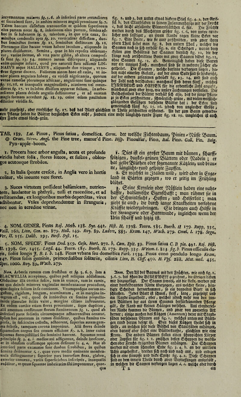 incrementum mai«res fi£, u <5* inferiori parte rotundiores et fucculenti funt, in ambitu minores anguli prominent ßg.7. Talem baccam dilTcflam transuerfim et quidem fuperiorcm eius partem notat fig, 8, inferiorem eius partem, femina ad¬ huc in fc habentem fig. 9, raleolum , in quo tria caua, fe¬ minibus condendis apta ßg, 10. verticalitcr diflfeöam, duo¬ bus feminibus foetam fig. 11, feminibus deftitutam fig, 12, fig. u mib 3, m unttn «tmdS bicfern©tttl fig. 4. a, ben (sjrtf* ftl b, bm@taitbfabmmfcinctn3uiammentati9cmitbcr^n»d)t c, bag (eic&t abfallcnbe SSlumtnbldttdben d. für. S)te Srüabtt tücrbm burc(i ba3 3Bacb^tum acoftr fig. j. 6* »on unttu runo^ lieber unb faflftiger, an ihrem 3lanbc rögen Elcine ScEen nor fig. 7. SineSeere^ wie fte quer ierfebnitten, unb jwar ihren Obern tbeil fiebet man fig 8, ben untern Jbetl, wclcbcr bi( Txj Mt L * L L ... 1 1 1* j • ulviu ijg 0^ vv» uiui;iu f ipumcv ü;5 Plerumque Illae baccae vnum habent loculum, aliquando in ©aamen ttocb in pcb entbdit fig. 9, eilt ©(beibgen , woran bren piures diuiduntur. Semina, quae in his repofita obferuan- .?)oien ium 95ebdltniö ber ©aamen bienlicb fig. 10, bie bep tur, variae formae, ab vna parte gibba, ab altera compref- Sange nacb ierfcbnitteiie Seere mit 3wei; ©aamcn bilbet fig. II, fa funt A?. 13. 14. numero autem difcrepant: aliquando obue ©aamen fig. .2. ab. ©emeiniglicb buben biefe Seereti «nim quinque infunt quod pro naturali ftatu adfumit LiN- nur cin etnjigeg Jacb, mancbmal fmb jie tn mehrere 5acber ab. NAEVS atque HALLERVS , aliquando duo triaque, vtno. getheiUt. £>« ©aamen, welcbe barinne »erborgen liegen, ha^ ftrae figurae docent. Foliorum autem haec eft ratio, vt lu- ben nicht einerlei) ©eflalt, auf ber einen ©eitefinbfiehocfericht nior planta angulata habeat, ex vindi nigricantia, quorum auf ber aitbem aufammen gebrücEt fig. •?. 14, «nb finb auch venae ramofae plerumque aibicänt, anguiitunc funt quinque ber 3ahl nach »erfchieben; manchmal pnb beren fünif, welchel ßg* IJ.16. et inaequalis magnitudinis, acutiores vel rotun dioresy%. 17. vt inlobOs dluifum appareat folium, Inarbo refeente planta deinde angulis deftituuntur , et ad ouatam jnagis formam accedunt 18* 19* color etiam paullulum dilutior viridis fit. £3gigi3l(£U® unb ^iQlßggSK für bie orbentliche Sm angiebt, manmmal awet) ober bret), wie unfereSei^nungen »orfteüen, 3>ic SBefchaffenheitberSSlatter »erhalt fich alfo/ baf bie junge ^flan. ac tn gcEen aerfebnittene, fchwdralich^ grüne, mit »ielen weidlich, glanaenben (Sefajgen »erfehene SSldtter hnt; ber ^cEen finb , rgemetnigli^ funlf fig- 15* i<5» teboch »on unaletcher @r66e * mehr augefptftt, ober rmnbltcher fig. 17* böMal Statt gletchfam in theile aerfchnitten erfcheinet. 2ln ber aum SBaum geworbe« i«n Iflanie haben bie SSlatter bergletchen ecfen nicht, fonbern eine mehr Idngli^t^runbe Sigur fig. ig. 19. inngleichen itt auch Ihre gatbe etwas bleich# grün* ^ ^ ^ TAB. 189. Lat. Pinus, Pinus fatiua* domeltica. Gern, öec tbetfehe ^ic^fenbaum, Rillten^aum; 0 Craec. nirv<, Angl, the Pine tree, manur’d Pine. fiifp* Pinoalfar, Pino. Ital. Pino. Gail, Pin. Belg. Pyn • apple - boom* * 1. Procera haec arbof angufta, acuta et profunde viridia habet folia, Bores luteos, et fufcos , oblon* gos acutosque (trobilos. 2. ln Italia fponte crelcit, in Anglia Vero in hortis colitur, vbi ineunte vere floret. 3. Nuces virtutem poflident balfamicam, nutrien* tem, laudantur in phthyfi, tufli et raucedine, et ad reftituendas, ex longioribus morbis deperditas, vires adhibentur, Vtiles deprehenduntur in ftranguria * nec non in acredine vrinae. t. ij! ein stofer ^aum mit bunnen; fcharff^ fpi^igen, bunfehgrünen':ölattem ober ^i^abeln ; er bnt gelbe f5$tütben ober fogenannte ^a^lein^ unb brau;* ne/ tanglict)f#runbgerpi^te Sapfen. 2. gc machfet in milb, mitb aber in €nge^ lanb in ©arten gezogen / m er jeitig im §tül)Ung blühet. 3» (^eine Ä'erntein ober 5fJü§tein hüben eine nahr^ hafte / balfamifche ©genfehaft; man rühmet fie in ber (Schminbfucht / .^uflen, unb .g)eiferfeit; man giebt fie auch / bie burch fange ^ranfheiten perlohrne Ä'rafte mieberjubringen. 0ie bringen auch -^üfe in ber Strangurie über .^atntpinbe / ingleichcn mennber tlrm fcharf unb hi^ig ijt. 4. NOM. GENER. Pinns Raj, Meth. 138. Sp.44.t. tiiß. II, 1398- Tourn, f8^ Boerh. it 179. Rupp, 33 Vaill, 160. Linn, Gen. no. 879- Hall, 149. Ro^. 89* Ludvv, 885. Kram. 147. tf^ach, 279. Gmel, /. 178. Segu^ Ver, II. 2ff. Dalib, 29;* Heifi. Sjft, - NOM. SPECIF. Pinus Dod. 8^9* Cefn, Hort, 271. b, Cam, Mpit. 39. Pinus latiua C. B pin. 491. Raj. Hift, V. 1398. Ger, 145^. Lugd. 44. Tourn. ^8f. Boerh, IL 179. Rupp. 33p. Weinm.t. ^13 ßg,b Pinusofficulisdu- ris, foliis longis j. B. i- b. 248. Pinus vrbana feu domeltica ParL 1534,,Pinus cono pendulo longo Kram, 147. Pinus follis geminis, primordialibus folitariis, ciliatis Linn, H. Cii/. 450. H. Kpß 288. Mat.med, 43^. Spec, 1000. Boy, 89« l^ach, 279* Kot». Arboris ramum cum fruAibus ct ßg. 3. d, 9. lam a BLACWELLIA accepimus, quibus poli reliquas addidimus. Obducitur illa cortice fufeo, tum in trunco, tum in ramis, «X quo deinde minores vaginulae membranaceae procedunt, quae duplex folium in fe continent. Vnumquodque eorum an- guftum, rigidum, longum, acuminatum, et in margine in¬ tegrum eft , vel, quod dc iunioribus ex femine propullu- lantis plantulae foliis valet, margine ciliato inftruuntur. Ex eodem cortice etiam flores proueniunt, iique duplices , alii amentum conflituunt florum llamincorum ßg. 1. quod ab inferiori parte foliolis circumquaque adhaerentibus ornatur. Ipfum hoc amentum in ramos diuiditur, quibus flamina co- piofa, in fafciculos colleäa, adhaerent, fuperius autem gem¬ ma foliofa, tamquam corona imponitur. Alii flores deinde fquamofum corpus feu conum efficiunt ßg, 2. 2. inter cuius fquamas flores piftillati feu feminini haerent. Squamae tenui principio/??. 3. 4. h mediaeaxi adfiguntur, deinde latefcunt, et in obtufum craflumque apicem delinunt fig. 4. a. Hae ab interiori parte excauatae funt duobus forobibus, in quibus femina detinentur d, a, quae vero media eminente membra¬ nula diflinguuntur ; fuperior pars introrfum flexa, glabra, exterior conuexa, variis fupcrficiebus inferiptis, inaequalis redditur, ct quum fquamae imbricatimfibiimponuntur, quae¬ que 2fnm. 1)m3lj!be§5^aum«l witbert^rü^tirt, wie auch fig. i. 3.6.9. hat fthonl)«5ö2MS'®€^S gejeubnet, bie übrigen haben wir hiniugtfügt. iDer ©tamm fowohl/ aW Die 31efle, werben mit einer bunEelbraunen Olinbe überiogen, auö welcher Eieine, hau# tigte ©cheiben httborEommen, fo ein boppelteS 95latt in fith f(hlie§en. ^ebcsasiattitl fd)mal, jleiff, lang, lugefpi^t unb am aianbe ungetheilt, ober, welche^ jeboch wehr »on ben jun# gen ^Bldttern ber au§ ihrem ©aamen h^tfürEcimenben ^fianic gilt, ihr 3lanb mit Elcinen -Oddrgen »erfehen. 2luö cbenberfel# ben aiinbe fommen bie ?Blum^en, unb iwar »on iweperlep 2ltt her»or; einige machen baSSid^gen (Amentum) berer mit ©taub# fdben »erfehenen Slumen aus fig. i. welche^ unten mit iBldtt« gen cutib herum befehlt iji. €ben biefeS S:d§gen theilet fich in lltefte, an welken fehr »iele SBüfchel »on ©taubfdben anhdngen, oben barauf aber Ö«htt eine SldtterEnofpe, gleichfam wie eine Srone- Die anbern SBlumen ftellcn einen f^uppiihten Körper ober Bapffen für fig. 2.2. jwifchen Degen ©chuppen bie weibli« g)en ober grucht# tragenbeii Blumen anhdngen. Die ©chuppen werben mit einem fchmalen (£nbc fig. 3. 4. b. an ber mirrlern Sichfe angehejftet, breiten fich nach unb nach aug, unb enbigen ich in eine linmpffe unb btefe ©pt^e fig. 4. a. Tjiefe ©chuppen inb an bem Innern 2beile burch iwei) Sertteffungeh aulgeholt, . n welchen bie ©aamen »erborgen liegen d, 4, »{i^e aber Durch T a ein