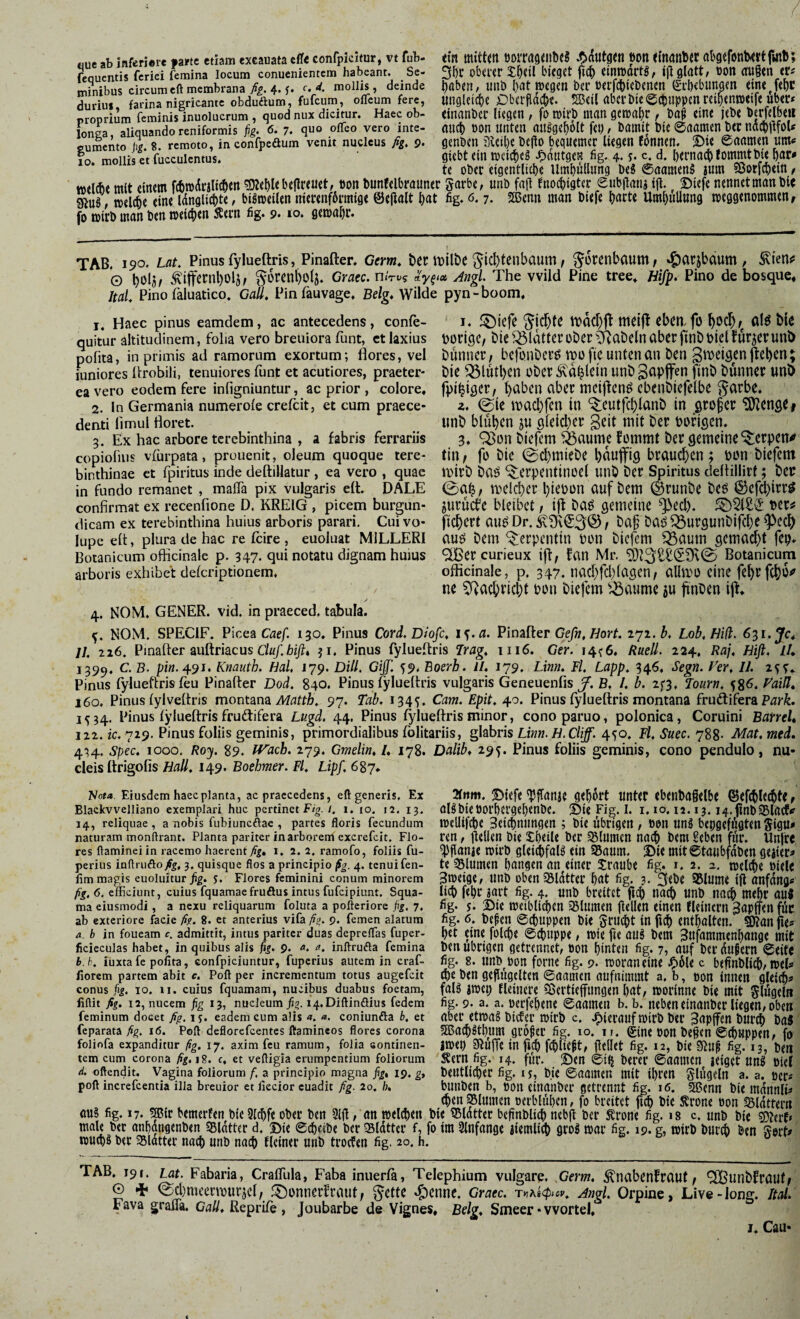 ttue ab inferiore fittc etiam cxcauata cljfe confpicitur, vt fub- fcquentis fcriei femina locum conucnientem habeant. Se¬ minibus circum cd membrana yff. 4. f. C.4. mollis, deinde duriui, farina nigricante obduftum, fufeum, ofleum tere, proprium feminis inuolucrum , quod nux dicitur. Haec ob¬ longa, aliquando reniformis 6. 7. quo olleo vero inte¬ gumento ji^. 8. remoto, in confpeäum venit nucleus ßg, 9. 10. mollis et fucculcntus. welche mit einem fchmcirjlichen gj^ehlebejlreuet, oon bunfelbrauner «Ru8, welche eine Idnglichte, bisweilen nierenfdrmige ©ejialt hat fo wirb man ben weichen S?ern fig. 9. eo. flewahe. ein mitten borrasenbes Ji^autgen »oneinanber abgefonbertfmb; 3hr oberer Iheil bieget fich einwdrtö, iji glatt/ non außen er^ habet!/ unb hat wegen ber »erfchiebenen Erhebungen einejehc ungleiche iDberßdche. 5Beil aberbie@chuppen reihenweife über* einanber liegen / fo wirb man gewahr f baß eine jebe berfelbeii auch öon unten au^geholt fei) / bainit bie 0aamen ber ndchltfoU genben illeihe beßo bequemer liegen fdnnen. S)ie ©aamen um* giebt ein wcicheS J^nutgen fig. 4* s- c. d. hernach fommt bie har* te ober eigentliche Umhüllung beS 0aamenS aum ©orfchein / garbe/ unb faß fnochigter Eiibßana iß. !£)iefe nennet man bic fig. 6.7. ssjjnn man biefe harte Umhüllung weggenommen r 1 TAB. 190. Lat. Pinus lylueftris, Pinafter. Gem^ Der luilbr 5icl)tenbaum ^ ^orenbaum/ »^arjbäum, ^{enjf *0 hblfl/ kiffcrnl)0l5/ ^orenhülj. Graec. nhv^ Angl. The wild Pine tree* Hifp. Pino de bosque, ItaL Pino faluatico. GaU. Pinfauvage. Be/g* Wilde pyn-boom. 1. Haec pinus eamdetn, ac antecedens, conle- quitur altitudinem, folia vero breiiiora funt, et laxius pofita, in primis ad ramorum exortum; flores, vel iuniores ftrobili, tenuiores funt et acutiores, praeter¬ ea vero eodem fere infigniuntur, ac prior , colore, 2. In Germania numerole crelcit, et cum praece- deati limul floret. 3. Ex hac arbore terebinthina , a fabris ferrariis copiofius vfurpata, prouenit, oleum quoque tere¬ binthinae ct fpiritus inde deftillatur , ea vero , quae in fundo remanet , malTa pix vulgaris eft. DALE confirmat ex recenfione D. KREIG , picem burgun- dicam ex terebinthina huius arboris parari. Cui vo¬ lupe eft, plura de hac re fcire , euoluat MILLERI Botanicum officinale p. 347. qui notatu dignam huius arboris exhibet delcriptionem. I* l^iefc Richte tDachff meij! eben, fo alö bie borige, bie ^^Idtter ober ^^Rabeln aber finb oietfurjerunb bunner, bcfonbcro mofie unten an ben Smeisenjlehen; bie ^lutl)en ober ^d|lein unbgapffen finb bunner unb fpiliger, haben aber meiffenö cbenbiefelbe ^arbe. z. ©ie macbfcn in ‘^eutfchlanb in grofer ^enge# unb blühen ju gleid)er geit mit ber porigen. 3. ^on biefem ^aume fommt ber gemeine^crpen<> tin^ fo bie ©chmiebe hdujfig brauchen; oon biefem mirb ba^ ^erpentinoel unb ber ^iritus deftillirt; bec ©ah/ melcher hiepon auf bem ©runbe beo @efd)irrö juruefe bleibet, i|f bao gemeine ^ed). Per# fichert auo Dr. f ^urgunbifche auo bem Serpentin pon biefem ^aum gcmad)t fep- '2Ber curieux iff; fan Mr. ^]3^-^*S9v© Botanicum officinale, p. 347. nad;fd)lagen/ allmo eine fehrfchd^ ne Cf^ad;richt pon biefem ^.öaume au finben ijt. 4. NOM. GENER, vid. in praeced. tabula. NOM. SPECIF. Picea Cae/. 130. Pinus Cord.Diofc. i^.a. V\m\kQV Gefn.Hort. lyi.b. Lob. fJid. 611.JC4 Jl. 226. Pinafter auftriacus C/a/.6ij?« 31. Pinus fylueftris Jrag, 1116. Ger. !4?6, Ruell. 224. Raj, Hiß. IL 1399. C. B. pi». 491. Knauth. Hal, 179. Dill. Giß'. ^9. Boerb. H. 179. Linn. Fl. Lapp. 346, Segn. Fer. IL 2^5’, Pinus lylueftrisfeu Pinafter Dod. 840. Pinus fylueftris vulgaris Geneuenfis y. B. /. L 2f3, Tourn. ^8^* j6o. Pinus lylveftris montana Matth. 97. Tab. 134^. Cam. Epit. 40. Pinus fylueftris montana frudtifera ParL 1534. Pinus lyiueftris frudlifera Lugd. 44. Pinus fylueftris minor, conoparuo, polonica, Coruini BatreU 122. ic. 729. Pinus foliis geminis, primordialibus folitariis, glabris Li«w. B.Cüy. 4<fo. Fl. Suee.Mat.med. 434. Spec. 1000. /?oy. 89. IVach. 279. Gmelin. /. 178. Dalib. 295. Pinus foliis geminis, cono pendulo, nu¬ cleis ftrigolis Hali. 149. Boehmer. Fl. Lipf. 687* Nom. Eiusdem haec planta, ac praecedens, eft generis. Ex Blackvvelliano exemplari huc pertinet /. i. lo. i2. 13. 14, reliquae, a nobis fubiuncftae , partes floris fecundum naturam monftrant. Planta pariter in arborenl excrefeit. Flo¬ res ftamineiin racemo haerent fig, 1. 2. 2. ramofo, foliis fu- perius inftrufto/g, 3. quisque flos a principio fig. 4. tenui fen- lim magis euoluiturp^. 5. Flores feminini conum minorem fig, 6. efficiunt, cuius fquamae fruöus intus fufeipiunt. Squa¬ ma eiusmodi , a nexu reliquarum foluta a pofteriore fig, 7. ab exteriore facie fig. 8. et anterius vifa fiz. 9. femen alatum a. b in foueam c. admittit, intus pariter duas depreflas fuper- ficicculas habet, in quibus alis fig. 9» inftrufta femina b. h. iuxta fe pofita, confpiciuntur, fuperius autem in craf- fiorem partem abit e, Poft per incrementum totus augefeit conus ji^. IO. II. cuius fquamam, nucibus duabus foetam, fiftit fig. 12, nucem fig 13, nucleum i4.Diftinöius federn feminum docet fig. 15. eadem cum alis «. «. coniunfla b. et feparata fig. 16. Poft deflorefeentes ftamineos flores corona foliofa expanditur fig. 17. axim feu ramum, folia continen¬ tem cum corona fig. 18. c. et veftigia erumpentium foliorum d. oftendit. Vagina foliorum f. a principio magna fig, 19. g, poft increfccntia illa breuior et fiecior cuadit fig. 20. h, ou§ fig. 17. 5B{r bemerftn blc 2lchf< ober ben 2lß / an wddieu ' maU b«r anhdngcnbtn SBldttcr d. 0(hdbe ber Sldttcr f, f wuehs ber SSldtter nach unb nach flciner unb trocfen fig. 20. h. iDiefe ^ßanje gehört unter ebenbagelhe ®ef(hlecht«, oBbieöorhergehenbe. iDte Fig. i. 1.10.12.13. i4.finb35la(f<f weUifche 3eici)nimgen ; bie übrigen / oon unS bepgefügten Stgu* ren / ßeücn bie Sheile ber ^Slumcn nach bem geben für. Unfre ^ßanae wirb gleithfolö ein Sßaum. mit0taubfdben geater* te 35lumen hangen an einer Traube fig. r. 2. a. weldie Diele 3weige/ imb oben^Sldtter hat fig. 3. 3ebe 95lume Iß anfdng* lieh fehr aart fig. 4. unb breitet ßch nach unb nach mehr auJ fig. s. 2)ic weiblid)en SBlumen ßellen einen fleinern 3apffen füc fig. 6. beßen 0chuppen bie grucht in fich enthalten. g)?an fie* het eine folche 0chuppe / wie fie auß bem Bufammenhange mit ben übrigen getrennet/ non hinten fig. 7? auf ber dußern 0eife fig. 8. unb pon forne fig. 9» woraneine J^üle c beßnbli^/wel* (he ben geßugclten ©aamen aiifnimmt a. b, pon innen glei^* faB awep fleinere Cöertieffungen hat/ worinne bie mit Slügeln fig. 9. a. a. ücrfehene 0aamen b. b. neben einanber liegen/oben aber etwas bicter wirb c. J^ierauf wirb ber 3apffen burch ba« 5®a^Sthum großer fig. 10. u. Eine oon beßen ©chuppen/ fo iwep giuffc in fich fchließt, ßellet fig. 12, bie Stuß fig. 13, ben Äern fig. 14. für. Den ©ih berer ©aamen aeiget uns oief beutlicher fig. 15, bic ©aamen mit ihren glügeln a. a. oer* bunben b, oon einanber getrennt fig. 16. biemdnnli* ^en Slumen oerblühen / fo breitet bie Krone oon flattern ie Widder beßnblich nebß ber Krone fig. 18 c. unb bie SUeit» im 2lnfange aiemlieh groß war fig. 19. g, wirb bur^ ben gort* TAB. i9f. Lat. Fabaria, CrafTula, Faha inuerfa, Telephium vulgare, Germ, ^nabcnfraut / ^unbfrauf/ © + ©d)mecn3)urjcl/ l^onnerfraut, ^ette *^enne. Graec. Angl. Orpine, Live-long. Ital. Fava grafla. Call. Reprife , Joubarbe de Vignes, Belg. Smeer • vvortel. j. Caii-