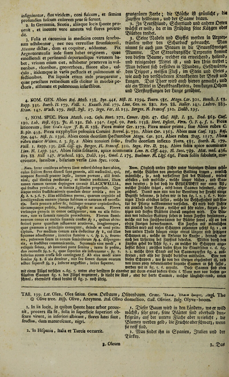 infigniiintur, flos viridem, coni fijfcüm, et femina profundius iufcum colorem prae fe ferunt. 2. In Germania, Scotia, aliisque locis fponte pro- wenit , et ineunto vere amenta vel flores protnl- 3. Folia et cacumina in medicina contra feorbu- tum adhibentur , nec non cereuifiae Brunluicenfi, Mumme diäae, dum ca coquitur, adduntur. Pix Argentoratenfis inde luam habet originem, quae emolliendi et per^nandi depurandique virtutem ha¬ bet, vrinam etiam ciet, adhibetur praeterea in vul¬ neribus, vlceribus, gonorrhoea, fluore albo, cal¬ culo , itidemque in variis pedloris et pulmonum af¬ fectionibus. Pjx liquida etiam inde praeparatur , quae praeftans remedium efle dicitur in morbis pe- aoris, alihmate et pulmonum infar^ibus. grogtjrunen ^nrbe; bte fft gtunlic^f t gapffcn hellbraun, unb bec 0aame braun. 2. ‘5:cutfc^lanb, @d)ottlanb unb anbcrn Orte« tt)ad)jternjUb; ba crim gru^lins feine ^a^ficn obet ^Ölutben treibet. 3. (Seine 5Rabefn unb (Sipffel iDerben in Sltjnep# trdnfcn miber ben @d)arbocf gebraucht, ^an nimmt fie aud) jum grauen in bie ^raunfc^weiget, tlJtumme. ffecr ©tra^burgife^e Serpentin fommf bonbiefem 55aume; mcld)er ein crn)eid)enb/ l)eUenbf unb reinigenbeö 9}iittcl ift f unb ben Urin treibet; ^an bebient fic^ bcjfclben in ^unben/ ©efd)tt)urenf bem Tripper, meiffen 5lu§, im @tein unb ©rieö f mie auc^ bep perfd)iebencn ^rant^eiten ber ^rujl unb £unsen. lÖaö ^beer mirb aud) bicbon gemacht; unb alö ein Mittel in ^rujtfranfbeiten/^ bemfurjeni^tbcni unb ^Berjtüpjfungen ber Sunge gerühmt. 4. KOM. GEN. Abies Raj. Meth. 138. 5^». 441. Hifi. II. 1394» Tourn. 58^ Magn.Car. 301* Heueb. L Rupp. 33^. Boerb. II. 179. i. Knautb. Hai. 179. Lintia Cen.m. 880. Hoj. 88. Haller. 147. Ludvv. 883* Kram. 147. Wacb, 279. Heifi, Sjfi. 17. Segu. ler, //. 2^3, Bergen^ Fl. Francof. 310. DaliK 191* NOM. SPEC. Picea Matth, ro2. Gefn. Hort. 272. Camer. Epit, 47. Cluf. Hifi* /. 33. Dod. 863. Caefi 130. Lob, Hifi. 6^3, Je, //.231. Tab. 1347. Lugd, 50. Park. 1^38. Hort, E^fiett, Van, O.F.Of. /. i. Picet latinorum , fme ea«'’» äff*!*- f. ß. Ih 238. Picea maior Ger. 1172. Picea maior prima, fiue Abies rubra C. ß.pi«. 4^3. Picea oxyphyllds polonica Coruini Barrel. \c.'^30, Abies Crr. 1363. Abies mas Caef, 133. Rfij* 5^n. 441. Hifi. H. 1396. Abies conis deorfum (pedantibus Magn. Car. 301. Abies rubra Ti-ag, 1117. Abie« rubra maior t. 3.fig.a Abies tenuiori folio, frudu deorfiim inflexo Tourn, 585. Boerb. Jl, i 79* Vaill. I. Rupp. 335. Dill. Gijf. 49, Bergen. Fi Francof. 310. Segu, Ver. II. 254. Abies foliis apice acuminatis Linn. Fl. Lapp. 347. Abies foliis (blitariis, apice acuminatis Unn. H. Cliff. 4^9. Fl. 5’Kec, 789. Mat. med, 436# ßo^. 88 Hall 147. JVaebend. 280. Dalib. 19^. Gmel. 1.17%. Boehmer. Ft.Lipf. 6%6. Pinus foliis (iibulatis, mu* cronatis, laeuious , oitariam verus Linn. spcc. jooa. Hota. Inter coniferas arbores liect referri debeat haec abies, cuius fcilicet flores diuerfi funt generis, alii mafculini, qui, tempore florendi praeter lapfo, iterum pereunt, alii femi¬ nini, qui diutius perdurant, et femina perficiunt, illum tamen ramum tantum depingere curauit BLACKWELLIA, qui fruöus producit , et femina figillatim propofuit. Quo itaque totius fruöihcationis quaedam detur notitia , nos in fig. l. 2. 3.6. 7. illas addidimus partes, quarum cognitio ad intclligcndum omnem plantae habitum et naturam eft necclTa- ria. Satis procera arbor fit, foliisque ornatur copiofioribus, circumquaque politis, breuibus , rigidis ct acutis. Flores vtriusque generis in conos colliguntur, tum ex alis folio¬ rum, tum ex fummis ramulis procedentes. Florum ftami- neorum conus cx multis fquamis conflat 1, quibus ab in¬ feriori parte quaedam adhaerent acutiores, longiorcsquc, quae gemmam a principio contegunt, deinde et coni prin¬ cipium. Per medium conum axis deducitur fig 2, cui illae fquamac adnefluntur, interius flamina r. d. fig. 2. }. fouen- tes, puluerem fuum in conum feminiferum fig. 4.. difpergen- tia, ct fruöibus communicantia. Squamula eius modi , a reliquis foluta, ab interiori parte femina , iuxta fc polita, duo recondit y. 6, quae fuperius ala inftruuntur e, fig. 7. inferius autem eralTa fele contingunt/’. Ab eius modi alato femine fig, 8. li ala demitur, nux feu femen durum ouatum adhuc fupcrcft fig, 9 , inferne anguflius , latius fuperne. mit «intm c. fig. 7. «nttn abtr btrübetn flni flügtUtn ©aaimn fig. 8. ben ghigel mcgnitnmt» fo bleibt bie! fcbmal / oberwdrts etwas breitet ifl fig. 9. noch übrig. Hnm. Obgleitt) unfere tinter btejenigen «Sdume gtbi* ret, welche S&luthen bon jw^erlet) @athing tragen , nemlii^ männliche, fo, nach »erfiofiener 3«t beS S5löh<nS, wiebec abfallen, unb weibliche, welche Idnger blühen, nnb 0aa« men bereiten; fo hat boch bie S822ieKS[B€2g nur einen 8ljl> welker g-rüdite trdget, nebgbenen ©aamen befonberB, abge# aeichnet. Siainit man nun con ber SSereitung ber §rueht einig« SSegriffe befomme, fo haben wir in ben fig. i. 2.3. 6. 7. bieje* nigen Xheile abbilben laffen, welche bie Sefihaffenheit unbSla* tur ber 'IJflanac ooUfommener borjlellen. wirb biefe §ichte ein aiemlich hoher Saum, welcher mit fehr öielen, furaen, ^i« higen unb jleiffen SIdttern überall umgeben wirb. 2)ie 351^? men »on beiberleu ©attunq jhh<n in benen B^Pffen bepfammen, welche au5 ben 3wifih«ttrdmnen ber 95ldtter fowol, aW on beti Obern Zweigen heroorfommen. Ein 3apffen mit mdunligicit SBlüthen wirb aus öielen 0d).uppen aufammen gefegt fig. 1, an bem untern Sheilf hdngen einige etwas Idngere nnb fpi^ifler« 6chuppen an, welche im Slnfange bie Änofpe, hernach aber ouch ben Urfprung beS 3apffenS bebeefen. SKitten burch ben 3apffen gehet bie 2lchfe fig. 2, an welcher bie ©chuppen onge# hefftet flehen; awifchen btefen fi$en bie ©taubfdben c. d. fig. 2.3. welche ihren 6taiib auf ben ©aamenaapffen fig. 4. aus« greuen, unb alfo ber grud)t berfelben mittheilen. Sine öoti btefen Schuppen , wie fie öon ben übrigen abgefonbert ig, unb »on innen awet) nebencinanber licgenbe ©aamen in ficft fa^et, werben wir in fig. y. c. gewahr. “Diefc ©aamen gnb oben ber mit ihrem etwas btefern €nbc f. SBenn man »on biefem ge* US, ober ber harte ©aamen, weicher Idngli^tirunb, unten TAB. 199. Laf. Olea, Olea fatiua. Gern, d^clbautti Q Olive iree, Hifp. Olivo, Azeytuna. 1. In iis locis, in quibus fponte haec arbor proue- nit, procera illa fit, folia in (iiperficie fuperiori ob- (cure virent, in inferiori albicant, flores lutei (iint, fru(Sus, dura mature(cunt, nigri. 2. 'In Hifpania, Italia et Turcia occurrit. EA««» .t^ngl, The Belg. Olyve-boom. 1. SDtefer ^aum wirb in ben Sdnbern, wo er wifb wdchg/ fehrgroö, feine glatter finb oberhalb bun=« felgrinv auf ber untern flache aber weiolicht t bie Blumen werben gelb/ bie ^Jrüchte aber fei)warj, wenn fie reiff finb. 2. “iOian hiubet ihn in Spanien/ ^inlien unb ber ^üvfep. XMiöenbaum. Graec. ’ea*<ä Jtal. Olivo domettico. Gail. Olivier.