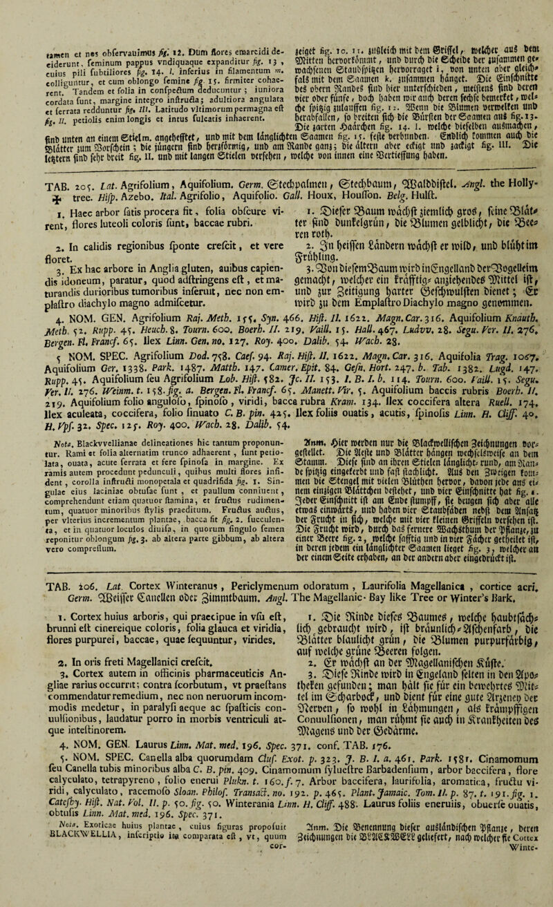 tamen et nes obfervauimus figi i2. Dum flores emarcidide- eiderunt, feminum pappus vndiquaque expanditurfig. 13 , cuius pili fubtiliores fig. 14. /. inferius in filamentum m. colliguntur, et cum oblongo femine fig. iy. firmiter cohae¬ rent. Tandem et folia in confpeflum deducuntur ; iuniora cordata funt, margine integro inftrufla; adultiora angulata et (errata redduntur fig, IU. Latitudo vltimorum permagna eft fa, ii, petiolis enim longis et intus fulcatis inhaerent. «eigct fig. ro. 11. jiiöUtd) mit fcan ©fiffel/ wtkbtt’ bttn gittert berborföramt, imb Duret) Dt« 6<imbt Der jufammen ge» waebfenm ©taubfpifccn bemrraget i, »on unten aber gleifl)» faB mit bem ©aamen k. «ttfanmmt fanget. Sie ©infebnttte DB obern 9tanDB futb l)ier unterfd)ieben, meiftenS finb Deren hier ober fünf«, Dod) fyabtn mir amt) Deren fetbfe bemerfet, t»el* tfce fpifjig jutauffen fig. 12. 2Senn Die SBlumen »erroelfen unb berabfalfcn, fo breiten fid) Die Kurilen Der ©aamen aufl fig. 13» SDie «arten Jpaarcten fig. 14. 1. toeicbe Diefelben auömacDcn, ftnD unten an einem ©tielm. angel)efftet, unb mit bem langlic&tm ©aamen fig. u. feile oerbunDen. ©ttDlicb Eommen auet Dte «Blatter «um Sorfttein; Die jungem finb Omformtg, unb amföanDe ganj; Die altem aber eefigt unb «atfigt fig. in. Sie ledern ftnD fef>r breit fig. n. unb mit langen ©fielen wrfc&en, welche »on innen eine «öertteffung taben. TAB. 205. lat. Agrifolium, Aquifolium. Gern, @tccbpaimen, (g>ted)baum/ ‘^Balbbijlel. Angl. the Holly ^ tree. Hifp. Azebo. Ital. Agrifolio, Aquifolio. Gail. Houx, Houflön. Belg, Hulft. , Haec arbor fatis procera fit, folia obfeure vi¬ rent, flores luteoli coloris funt, baccae rubri. 1. §)iefer $3aum rodcljfl aiemlicfy groö, feine Q5(dt* ter fmb bunfelgrün, Ne flumen gelblich, t»ie Q3ee* ren rotl). 2. 3n tyeiffen £anbern er roilb, unb blüljtmi grütfting. 3. SBon biefcm^Saum wirb inSngellanb berCBogeQeim gemacht; welcher ein Crdjfttg* anjtetyenbes Mittel ift, unt> jur geitigung l>arter ©efcfywuljten bienet; Wirb jtt bem Emplaftro Diachylo magno genommen. 2. In calidis regionibus fponte crefcit, et vere floret. 3. Ex hac arbore in Anglia gluten, auibus capien¬ dis idoneum, paratur, quod adftringens eft , et ma¬ turandis durioribus tumoribus inferuit, nec non em¬ plaftro diachylo magno admifeetur. 4. NOM. GEN. Agrifolium Raj. Metb. ipy, Syn. 466. Hiß. 11.1622. Magn.Car.y16. Aquifolium Knauth, Metb 52. Rupp. 4^. Heuch. 8. Tour n. 600, Boerh. II. 219, Vaill. 15. Hali. 467. Ludvv, 28. Segu. Ver. II. 276. Bergen. Fl, Francf. 65. Ilex Lim. Gen.no. 127. Roy. 400. Dalib. 54. JVach. 28. 5 NOM. SPEC. Agrifolium Dod.ytf. Caef, 94. Hift. II. 1622. Magn.Car. 316. Aquifolia Trag. 1067. Aquifolium Ger. 1338. Park. 1487. Matth. 147. Camer. Epit. 84. Gefn, Hort. 247. b. Tab. 1382. Lugd. 147. Rupp. 45. Aquifolium feu Agrifolium Lob. Hifi, {82. Je. II. 1^3. I. B. I. b. 114. Tourn. 600, Vaill. 15. Segu. Ver. H. 276. Weinm.t. 158>ßg. ct. Bergen. Fl. Francf. 65, Manett. Vir, 5. Aquifolium baccis rubris Boerh. 1/. 219. Aquifolium folio angulofo, fpinofo , viridi, bacca rubra Kram. 134. Ilex coccifera altera Ruell. 174, Ilex aculeata, coccifera, folio finuato C.B-pin. 425. Ilex foliis ouatis, acutis, fpinofis Lim. H. Clijff. 40, H.Vpf.^z, Spec, izf. Roy. 400. IVacb. z%, Dalib, ^4. flota. Blackvvcllianae delineationes hic tantum proponun¬ tur. Rami at folia alternatim trunco adhaerent , lunt petio- lata, ouata, acute ferrata et fere fpinofa in margine. Ex ramis autem procedunt pedunculi, quihus multi flores infi- dent , corolla inftruöi monopetala et quadrifida fig. T. Sin¬ gulae eius laciniae obtufae funt , et paullum conniuent, comprehendunt etiam quatuor flamina, et fruöus rudimen¬ tum, quatuor minoribus ftylis praeditum, FruAus auftus, per vlterius incrementum plantae, bacca fit fig. 2. fucculen- ta, et in quatuor loculos diuifn, in quorum fingulo femen reponitur oblongum fig, 3. ab altera parte gibbum, ab altera vero compreflum. 2fnm, #ter werben nur Die fBlacfmcllffc^cn 3«^tuing«n gefidlct. &te 2lc|lc unD Blatter bangen tuccDfeftiretfc an Dem Stamm, ©i’efe ftnD an ihren ©fielen Idnglicbt- rutiD, am 3ian» De fpiljig etngeferbt tmD fajl flae&litN. 81«^ Den Swetgen tom> men Dte ©tengel mit oielett «Bltitfjen heroor, Daöon jeDe arB tu nem einzigen ©Idtt^en befielet, unD ntcr (£infcf)nitte bat fig. <. 2jeDer ©infebnitt i|l am ©nDe (lumpff, fte beugen fttf) aber alle etn>aä einmarB, unD haben »ier ©taubfdben nebji Dem 3infa^ Der grucf)t in ftef), welche mit mer fteinen ©riffeln ßerfel)en ijl. £>ie 5rucf)t wirb, Dnrd) baöfernere 3Ba<$$t&um Der ^fian«e,au einer 35eere fig. 2, wtUDe fafftig unD inßier gdcfjcr getpeilet ift, in Deren jeDem ein langlicfrter ©aamen lieget fig. 3, welcher an Der einem ©eite ergaben, an Der anDernaber «ingeDrueftiff. TAB. i06. Lat. Cortex Winteranus , Periclymenum odoratum , Laurifolia Magellanica , cortice acri, Germ. €(inellen ober Simmtbaum, Angl. The Magellanic- Bay like Tree or Winter’s Bark, 1. Cortex huius arboris, qui praecipue in vfii eft, brunni eft cinereique coloris, folia glauca et viridia, flores purpurei, baccae, quae fequuntur, virides. 2. In oris freti Magellanici crefcit. 3. Cortex autem in officinis pharmaceuticis An- gliae rarius occurrit; contra fcorbutum, vt praeftans commendatur remedium, nec non neruorum incom¬ modis medetur, in paralyfi aeque ac fpafticis con- uulfionibus, laudatur porro in morbis ventriculi at¬ que inteftinorem. 1. ^ie diribe Nefe$ ^3aumcö f mefe^e ^aubtföd)? fkf)c gebraucht irirb, ijt brdunlid)^5ffcl)enfatb, bie blattee b(aulid>t grün, Ne Ultimen purpurfavbfg; auf tt)clcl)e grüne Leeren folgen. z, gr rodcbft an Der ^ageüanifc^en ^nffe. 3. ®iefe Dlinbe toirb in Cngelanb feilen in ben 2(po? tiefen gefunben; man bdlt ftc für ein beweljrte^ tel im ©d)arbocf, nnb bient für eine gute Slrjenep Der Heroen , fo mol)l in £dl)mungett, alö franipjfigen Conuulfionen, man rüfymt fte auc^ in Svranffeiten beö ^agenö unb ber ©ebdrme. 4. NOM, GEN. Laurus Linn, Mat. med, 196. Spec. 371. conf, TAB. 176. 5. NOM, SPEC. Canella alba quorumdam Cltif. Exot. p. 323. J. B. I. a, 46t. Park. J58r. Cinamomum feu Canella tubis minoribus alba C, B. pin. 409. Cinamomum (ylueftre Barbadenfium, arbor baccifera, flore calyculato, tetrapyreno , folio enerui Plukn. t. 160. f. 7. Arbor baccifera, laurifolia, aromatica, fruftu vi¬ ridi, calyculato, racemofo Sloan. Philof. Tramaft.no. 192. p. 46»;. Plant. Jamaic. Tom. 11. p. 87, t. 191. fig. 1. Catcfhy. Hifi. Hat. Vol. II. p. 50.fig. 50. Winterania Linn. H. Cliff. 488. Laurus foliis eneruiis, obuerle oüatis, obtufis Linn. Mat. med. 196. Spec. 371. huirs Plantac ’ cuius figuras propofuit 2inm. 5>ie iöcncnming Dtefer aiBldnbtfcben fjjlanje, Dtrm öLALKvv LLLIA, inlcriptio m comparata eft, vt, quum ^titbming«« Di« SSMSiSSBSi'U gClUfett, Itacb Wfttfxr ft« Cottex , cor- Winte-