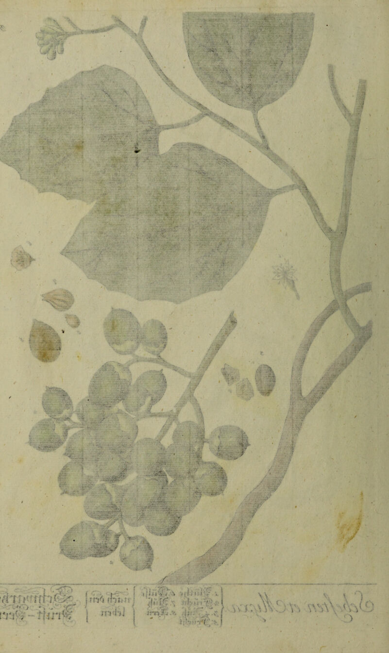 {IT: in lf■ ‘-r> / •. ' • nm4? i i * • <■, ** i •'• ,, K. •'! !Y* (hi ti: m'l’ü 1 ► »>v / t '• V*- . Jj >. •' *''■ \ l t t i A v S ' t { I. t * ‘ ' • ». \ ;i. \r.. 1 * r ) ; A . 1 . VT-v- V \ I vs r, A\ ‘ V , v\\ äavD >