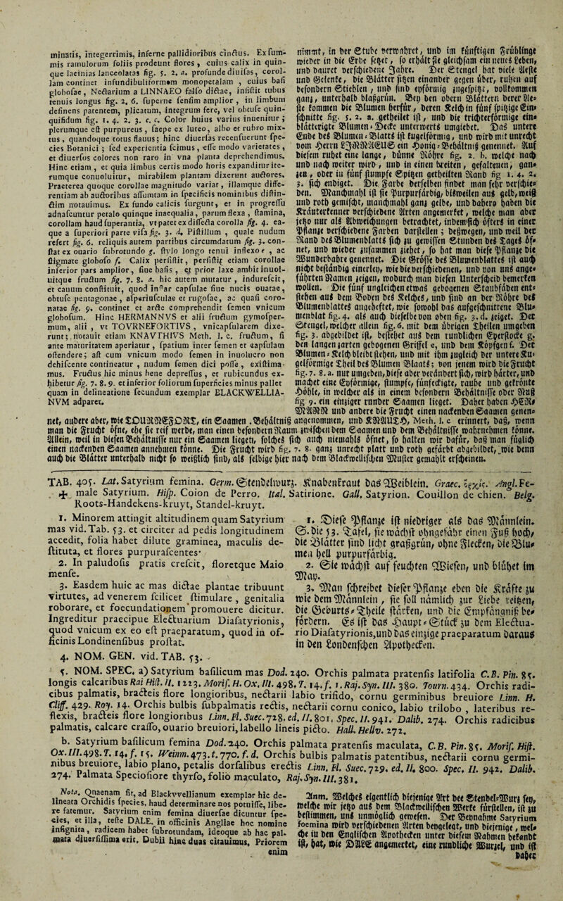 minatis, integerrimis, inferne pallidioribus cinftus. Exfum- inis ramulorum foliis prodeunt flores, cuius calix in quin¬ que laeinias lanceolatas fig. y. 2, a. profunde diuifas, corol¬ lam continet infundibulitormem monopetalam , cuius bafi globofae, Neftarium a LINNAEO falfo diftae, infiflit tubus renuis longus fig. 2, 6. fupernc feniim amplior , in limbum delinens patentem, plicatum, integrum fere, vel obtufe quin- quifidum fig. 1.4. 2. 3. r. c. Color huius varius inuenitur ; plerumque efl purpureus , faepe ex luteo, albo et rubro mix¬ tus, quandoque totus flauus; hinc diuerlas recenfuerunt fpe- cies Botanici ; fcd experientia {cimus, efle modo varietates, et diuerfos colores non raro in vna planta deprehendimus. Hinc etiam , et quia limbus certis modo horis expanditur ite- rumque conuoluitur, mirabilem plantam dixerunt auöores» Praeterea quoque corollae magnitudo variat, illamque diffe¬ rentiam ab auftoribus alfumtam in fpecificis nominibus diftin- mmmt, in ber Stube txrwahvet, unb itn ffinftigen grübltnge reicher in Die ©rbe fidet, fo »ic gleichfam cinneuel geben, unt> baurct oerfibiebenc 3ahre. ©er ©tcngel bat Diele Mfi,< unb ©elenfe, Dic Blatter fideu einanber gegen über, ruhen auf befonbern ©ttcblen , unb finb eiförmig jiigefpidt, Dolifommeit gatii , unterhalb blafigrün, Bep ben obein Blattern Derer Sie* fie fornmen Die Blumen berfür, Deren Kelch in fünf findige ©in* fihnitte fig. y. 2. a. getbeilet ifl, unD Die trichterförmige ein* blattengte Blumenbeete unterrrertö umgiebet. ©a$ untere ©nbe Deß Blumen«Blatt! ifi fugclförnug, unb nn'rD mit unrecht Dem J^errn ßjiSiRSKgU© ein ^onigbebaltnif genennet. 9luf biefem rubet eine lange, Dünne üiol)re fig. 2. b. welche nach unb nach roexter wirb, unb in einen breiten, gefalteuen, gan» len, ober tu fünf flmnpfc ©ptden geteilten 3vatib fig 1. 4. 2. 3. fich enbiget. ©ie garbe berfeiben finbet man fel)r Derfibie® Den. SDtancbmabl ifi fie purpurfarbig/ bllweilen aus gelb,wti§ öim notauimus. Ex fundo calicis furgunt, et in progreflii unb rotb getnifibt, manchmal)! gauj gelbe, unb Dof)ero haben Die adnafeuntur petalo quinque inaequalia, parum flexa, flamina, corollam haud fuperantia, vt patet ex diflefla corolla fig. 4. ea- que a fuperiori parte vila fig. 3. fi. Piftillum , quale nudum refert fig. 6. reliquis autem partibus circumdatum fig. 3. con¬ flat ex ouario fubrotundo g. ftvlo longo tenui inflexo r , ac fligmate globofo/, Calix perliflit, perfiflif etiam corollae inferior pars amplior, flue balis , c.t prior laxe ambitinuol- uitque frudum fig. 7. 8. a. hic autem mutatur, indurefeit, et cauuin conftituit, quod in^ar capfulae flue nucis ouatae, obtufe pentagonae , afperiufculae et rugofac, ac quafi coro¬ natae fig. 9, continet et anfte comprehendit femen vnicum globofum. Hinc HERMANNVS et alii frudum gymofper- mum, alii , vt TOVRNEF0RTIVS , vnicapfularem dixe¬ runt;. notauit etiam KNÄVTH1VS Meth. 1. c. frudum, fi ante maturitatem aperiatur , fpatium inter femen et ttapfulam oftendere; afi cum vnicum modo femen in inuolucro non dehifcente contineatur , nudum femen dici pofle , exiftima- mus. Frudus hic minus hene depreflus, et rubicundus ex¬ hibetur fig. 7. 8.9 et inferior foliorum fuperficies minus pallet Kcduterfenner oerfö)i<D<n< Sirtin angemerfet, welche man aber jepo nur alS Slbweicbungen betrachtet, tnDcm»fict) öfters in ctnec pflaiu« Derfibiebene garben barfiellen ; befiwegen, unb weil bec 3ianb DeS Blumenblatts fuh ju gemiffin ©tmtben btS XageS öf® net, unb roicDcr gufammen jubet, fo hat man Dtefi pfianje Die SBunberbabre gencr.net. ©ie ©röfTe beS Blumenblattes ifi auch nicht befiänbig einerlei), wicbteberfi&iebenen, unbDon unlange* führten SRamcnjcigen, woburebman biefen Unterleib bemerfen wollen, ©ie fünf ungleichen etwas gebogenen ©taubfäben ent* ftehen aus bem Bobcn öcS Kelcbcl, ünb finb an ber Üiöbre beS Blumenblattes augeheftet, wie fowobl bas aufgefchnittenc Blu* menblatfig.4. als auch biefelbeDon oben fig. $.d. jeiget. ©ec ©tengel, welker allem fig. 6. mit bem übrigen Steilen umgeben fig. 3. abgebilbet ifi, befielet aus bem tunblichen ©perflocfe g. ben langen jarten gebogenen ©riffel e, unb bem Äöpfgenf. ©ec Blumen* Jtelch bleibt flehen, unb mit ihmiuglcich Der untere SEu* gelförmige SheilbeS Blumen BlaatS; non jenem wirb bie§ni<ht fig. 7.8.a. nur umgeben,Dtefe aber berdnbertftch, wirb harter, unb machet eine (Spförmtge, Rumpfe/ fünferfigte, rauhe titib gefrönte quam in delineatione fecundum exemplar BLACKWELL1A- ^öhle, in welcher als in einem befonberii BehdltnifTe ober 9^uß nvm adparex. fig 9* ein einjiger rnnber ©aamen lieget, ©aber haben £S3i» unb anbere bie Snicht einen naefenben©aamen genen* net, aubere aber, wte tDU3l9}(55ö3lt, ein ©aamen .Behdlrniß augenommen, unb Meth. 1. c erinnert, ba§, wenn man bie grucht öfne, ehe fie reif werbe, man einen befonbern9vaum jwifcheiibem ©aamenunb bem BehdltnifTe wahrnchmen fönne. Slllein, weil in biefen BehdltnifTe nur ein ©aamen lieget!, folcheS fich auch nieuiahlS öfnet, fo halten wir bafür, bag inan füglich einen naefenben ©aamen amiehmeit fönne. ©ie grucht wirb fig. 7. 8. ganj unrecht platt unb roth gefärbt abgebilbet, „wie Denn auch hie Blatter unterhalb nicht fo weiglich finb, als felbtge hiet nach bem Blacfmcllifibeii <3D?uficr gemahlt erfcheinen. TAB. 4oy. Lat. Satynum femina. Germ. @tenöefo)Urj. Ä'nabenfrauf baö ^TBeiblcin. Grate, Jtogl. Fe- male Satyrium. Hifp. Coion de Perro. Ital. Satirione. Gail. Satyrion. Coudlon de chien. Belg. Roots-Handekens-kruyt, Standel-kruyt. 1. Minorem attingit altitudinem quam Satyrium mas vid.Tab. y3. et circiter ad pedis longitudinem accedit, folia habet dilute graminea, maculis de- ftituta, et flores purpurafeentes* 2. In paludofis pratis crefcit, floretque Maio menfe. N 3. Easdem huic ac mas di£lae plantae tribuunt virtutes, ad venerem fcilicet ftimulare , genitalia roborare, et foecundationem’promouere dicitur. Ingreditur praecipue Ele&uarium Diafatyrionis, quod vnicum ex eo eft praeparatum, quod in of¬ ficinis Londinenfibus proflat. 4. NOM. GEN. vid. TAB. 5-3. - 1. ^)iefe ^flatijc ifjmcbtfgcr a(g tiaö ©.bic 53. ^afd, ftemdcbfi obngctdbr einen (Ju§ hocb/ bie blattee finb licht ßrafigrün, ohne ^lecfen, bie^lu^ meu hell purpurfarbig. 2. ©ie tvachfi auf feuchten ^Biefen, unb blühet (m 9)U\). 3* “D^ati fchreibct biefer ^flanke eben bfe Prüfte n?ie bem Männlein , fie füll nämlich jur £icbe reihen, Die ©eburtö*'^!)^^ ffdrfen, unb bic (Jmpfdngnifi be<* foröern. (gö iff Daö ^)aupt * @tucf 511 bem Eledfua- rio Diafatyrionis,unb baö t'injtge praeparatum Darauf in ben £onbenfcben 5fpothecfen. w» U * 1 MSI O X Orchis radi- NOM. SPEC» a) Satyrium bafilicum mas Dod. 240. Orchis palmata pratenfis latifolia longis calcaribus Rai Rift. //. 1223. Morif. H. Ox. ///. 498» 7.14./. r. Raj. Syn. Ul. 380. Tourn. 434. C_ cibus palmatis, bracteis flore longioribus, nedfarii labio trifido, cornu germinibus breuiore Linn. H Cliff. 429* X4- Orchis bulbis fubpalmatis rcdfis, nedfarii cornu conico, labio trilobo , lateribus re¬ flexis, bracteis flore longioribus Linn.Fl, Suec.728. ed, II. 8oi» Spec. II. 941.- Dalib, 274. Orchis radicibu; palmatis, calcare crauo, ouario breuiori, labello lineis pi£to. HalLHellv. 272. b. Satyrium bafilicum femina Dod.240. Orchis palmata pratenfis maculata, C.B. Pw.$i, Aforif. hiß Ox.lII.\<)%.T. 14,/. r5, IVeinrn.4ji.t.770. f. d. Orchis bulbis palmatis patentibus, nedtarii cornu germi- SZm? lab,oplano, peulis dorfalibus ereftis Lim. ll. Suec. 729. ei. II. 800. Spec. 11. 942. Dalib 274, I almata Speciofiore thyrfo, folio maculato, Raj~.Sjn.UI.381. . N°ta. Qnaenam fit, ad Blackvvellianum exemplar hic de- lineata Orchidis lpecies, haud determinare nos potuifle, libe¬ re fatemur. Satyrium enim femina diuerfae dicuntur fpe- «ies, etilla, tefle DALE. in officinis Angliae hoc nomine infignita, radicem habet fubrotundam, ideoque ab hac pal» ®au diuerfiffima erit. Dubii hias duas citauiraus. Priorem enim 2inm. SBflchcg (Iguitllch bitj<ntgc 9Itt Dee ®tenb<l*2Btir* fen. ttelihe wir jego au« Dem Blacfweülfchen SPerfe fürfiellen, ifi *u befitmmen, uni unmögltfb gewefen. ©« Bennahme Satyrium foemina wirb »crfchifbtnen Wirten bengclegt, unb btejenige, wel* h>«in ben ©nqllfchen 9lnothecfen unter biefem Nahmen befanbt W/ bat, wie ©MS öngemerfet, (ine runDU0e 2ßurje|, unb ffl bahec