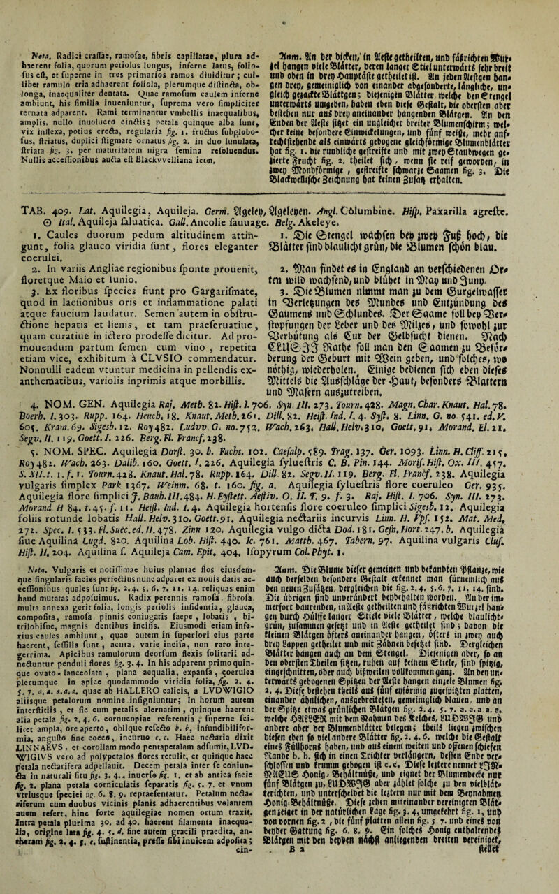 blota. Radici craflae, ramofae, fibri* capillatae, plura ad¬ haerent folia, quorum petiolus longus, inferne latus, folio- fus eft, et fuperne in tres primarios ramos diuiditur; cui¬ libet ramulo tria adhaerent foliola, plerumque diftinfta, ob¬ longa, inaequaliter dentata. Quae ramofum caulem inferne ambiunt, his fimilia inueniuntur, fuprema vero limpliciter ternata adparent. Rami terminantur vmbellis inaequalibus, amplis, nullo inuolucro cinftis; petala quinque alba tunr, vix inflexa, potius erefta, regularia fig. i. fruflus fubglobo- fus, ftriatus, duplici ftigmare ornatus fig. 2. in duo lunulata, ftriata fig. 3. per maturitatem nigra femina refoluendus» Nullis acceflionibus aufta eft Blackvvelliana icon. C 2fam. 9ln ter ticPen/fn 5IePeöet&ei(ten,önt fdfn'ttten®ut» |el (langen viele 93latter, beren langer Stiel unterwdrt« f<f>r breit unb oben fo brep Bauptdffe getbeilctift. 9ln jeben Slejlgen ban¬ gen brep, gemeiniglich bon einanter abgefonberte, idnglube, un* gleich getacfteSldttgen; Diejenigen SMdttertbelche benetengel unterwarf« umgeben> haben eben Diefe ©egalt, btt oberjlen aber belieben nur au« brep aneinanber bangenben SMdrgtn. »n ben ©nbenber Siejle ffoet ein ungleicher breiter fclumenfchirm; wel* eher feine befonbere Simmcfelungen, unb fünf weiße, mehr anf» teettfiebenbe at« einwdrt« gebogene gleicharmige QMumcnbldtter bat fig. 1. bierunbliche gefireifte unb mit twep©taubwegen ge* lierte Srucbt fig. 2. tbeilet ficb / wenn fte reif geworben, in iwep 3ttonbförmige , gefireifte fchroarie ©aamen fig. 3. Die JBlacfmeflifcbe Zeichnung bat feinen 3ufaQ erbalten. TAB. 409. Lat. Aquilegia, Aquileja. Gewi. $(geUp, $lgftepen. Angl. Cdlumbinfc, Hifp, Paxarilla agrefte. 0 Ital. Aquileja faluatica. Gail. Ancolic fauuage. Belg. Akeleye. 1. Caules duorum pedum altitudinem attin- 1. £)le ©tenaci bfp Ijod), Di* gunt, folia glauco viridia funt, flores eleganter 33lfltter jtnD blaullc^t grün, Die Sölutmn fchütl Dlau. coerulei, 2. in variis Angliac regionibus fponte prouenit, 2. $)?an ftnbet in (SnglanD an berfchicDenen £)r# floretque Maio et lunio. fm roilD n>acl)fenD,unD blühet in$?ap unD^unp. 3. hx floribus fpecies fiunt pro Gargarifmate, 3. £)ie flumen nimmt man ju Dem ©urgelroaffer quod in laelionibus oris et inflammatione palati in QSerUfcun^en Detf 3ftunDe$ unD (SnfJunDutlg De$ atque faucium laudatur. Semen autem in obftru- ©alimenti UllD@ct)lunDC£l. £)er@aamc füll bep QSer* dione hepatis et lienis , et tam praeferuatiue , ftopfungen ter Seber UtlD De? TOtÜjes / UnD fütt)ül)l JUt quam curatiue in ieflero prodefle dicitur. Ad pro- Verhütung alü £ur Der ©elbfud)t Dienen* 3}ad) mouendum partum femen cum vino , repetita Ql£U.©33 Ovattjc füll man Den 0aamen JU Q3ef6r* etiam vice, exhibitum ä CLVSIO commendatur. Derung Der ©eburt mit *2CBcin geben, unD folcfiee, mo Nonnulli eadem vtuntur medicina in pellendis ex- notl)ia, rDicDert)ülen*e Einige beDienen ftd) eben Diefe# anthematibus, variolis inprimis atque morbillis. Mittele Die 2lu#fcl)lage Der <^)auf/ befüllDer# glattem UnD Wafern au^utreiben, 4. NOM. GEN. Aquilegia Raj. Metb. %1. Hift. 1.706. Sytt.Ill. 173. Tourn.^2%. Magn.Char. Knaut. Hal.j%. Üoerb. 1. 303. Rupp. 164. Heuch. 18. Knaut. Meth. 261* Dill. 82. Heift.Ind.I. 4. Syft. 8. Linn. G. 80.741. ed,V, 607. Kram.69. Sigesb.n. R031482. Ludvv.G, no.772. IVacb. 263* Hall.Helv*310* Goett, 91* Morand. El. 21. Segv. 11.119. Goett. I. 226. Berg. Fl. Francf.rtf. 7. NOM. SBEC. Aquilegia Dorft. 30. b. Fuchs. 102, Caefalp. 789. Trag. 137* Ger, 1093. Linn. N.Cliff.217, Roy482. (Vacb. 263. Dalib. 160. Goett. 1. 226, Aquilegia fylueftris C. B. Pin. 144. Morif.Hift. Ox. II/. 477, S. Xll. t. i. f. I. Tourn.428. Knaut. Hai. 78* Rupp. 164. Dill. 82, Segv.II,119. Berg. Fl. Franc/. 238, Aquilegia vulgaris fimplex Park 1367* IVeinm. 6S. t. 160. fig. a. Aquilegia fylueftris flore coeruleo Ger. 935. Aquilegia flore fimplici J. Baub.lll.^%^. H.Eyflett. Aeftiv. O. II. T. 9♦ /. 3* Raj, Hifi. I. 706. Syn. III. 273. Morand H 84. f.47./. 11. Helft. Ind. /.4. Aquilegia hortenfls flore coeruleo fimplici Sigesb, 12, Aquilegia foliis rotunde lobatis Hall. Helv. 310« Goett.91. Aquilegia nefariis incurvis Linn. H. l'pf. IJ2. Mat. AJedt 271. Spec, 1. il3.FLSuec.ed.il. 478. Zinn 120* Aquilegia vulgo di&ä Dod. 181. Gefn. Hort. 247, b. Aquilegia flue Aquilina Lugd. 82.0. Aquilina Lob. Hift. 440. 7c. 761, Mattb. 467. Tabern, 97, Aquilina vulgaris Cluf, Hift. 11, 204. Aquilina f. Aquileja Cam. Epit. 404, Ifopyrum Col.PbyL l. SleU. Vulgaris et notiffimac huius plantae flos eiusdem- que lingularis facies perfeftius nunc adparet exnouis datis ac- ceffionibus quales funt fig. 2.4. s. 6. 7. 11. 14. reliquas enim haud mutatas adpofuimus. Radix perennis rarnofa . fibrofa. multa annexa gerit folia, longis petiolis infidantia, glauca, compofita, ramofa pinnis coniugatis faepe , lobatis , bi- trilobifue, magnis dentibus incilis. Eiusmodi etiam infa- rius caules ambiunt , quae autem in fuperiori eius parte haerent, fcffilia funt, acuta, varie incifa, non raro inte¬ gerrima. Apicibus ramulorum deorfum flexis folitarii ad- nefluntur penduli flores fig. 3.4* In h»s adparent primoquin- que ovato - lanceolata , plana aequalia, expanfa , coerulea plerumque in apice quodammodo viridia folia, fig. 2. 4. 5. 7. °.A. quae ab HALLERO calicis, a LVDWIGIO aliisque petalorum nomine inligniuntur; In horutll autem interftitiis , ct fic cum petalis alernatim , quinque haerent alia petala fig. 2, 4. 6. cornucopiae referentia ,c fuperne fci- licct ampla, ore aperto, oblique refeflo b. t, infundibilifor- mia, angufto fine coeco, incuruo c. r. Haec neöaria dixit LINNAEVS , et corollam modo pentapetalam adfumit,LVD- WIGIVS vero ad polypetalos flores retulit, et quirique haec petala neftarifera adpellauit. Decem petala inter fe coniun- öa in naturali fitu fig. 3- 4.. inuerfa fig. 1. ct ab antica facie fig. 2. plana petala corniculatis feparatis fig. t. 7. et vnum vtriusque fpeciei lig. 6. g. 9. repraefentatur. Petalum nefla- riferum cum duobus vicinis planis adhaerentibus volantem auem refert, hinc forte aquilegiae nomen ortum traxit. Intra petala plurima 30. ad 40. haerent filamenta inaequa¬ lia, origine lata fig. 4* t. d, fine autem gracili praedita, an- eheram fig. 2. 4. g, t, fuflinentia, preffc fibiinuicem adpofita; cin- 2(nm. Di«5Blum< bicf« gtmtlntn «nb btfanbt«» ^flartje/WU auch btrftlb<n btfonberc @t(lalt «ftnnct ma» furnemltat) aul Dtn neuen 3uf%n, Dergleichen Die fig. 2.4. s.6.7. 11.14. ftnD. SMe übrigen fmb unüerdnDert bepbcbalten töorDen., iUnDerim» merfort DaurenDen, inSlejle getheiltenunD fdgrichtenSffiurjcl ban* gen Durch £ülffe lariger Stiele oiele SBlattet, rcelche blaulicht« grün, jufammen gefegt unD in 2lefle getheilet fmD i Daoon Die fleinen SMdtgen öfter« aneinanDcr hangen, öfter« in ircep auch Dr<o ßappen getheilet unD mit Bahnen befehet fmb. Dergleichen ©latter hangen au^) an Dem ©tengel. Diejenigen aber, fo an ben oberjien Sheilen fifjen, ruhen auf feinem «Stiele, finb fpiijfg, eingefchnitten, ober aud) bisweilen oolifommen gdnj. Sin Den un« teraart« gebogenen Spieen Der Siege hangen einjele SJlnmen fig. 2. 4- Biefe belieben theil« au« fünf epförmig jugefpi^ten platten, einanber ähnlichen, au«gebreiteten, gemeiniglich blauen, unb an Der ©pifje etroa« grünlichen SBlatgen fig. 2.4. y. 7. a. a. a a. a. toelche mit Demgiahmen De« Reiche«, ÜUD5B3® unh anbere aber Der SJlumenbldttcr belegen j theil« liegen irotfchen Diefen eben fo Diel anbere Blatter fig. 2.4.6. welche Die ©eilaljt (ine« SüUhorn« haben, unb au« einem weiten unb offenen fdjiefen ülanbe b. b. fleh in einen Trichter Derldngern, Deffen ®nbe Der* fchloffcn unb frumm gebogen ijl c.c. Diefe lejterc nennet l'3S?* Sl’MUS £onig; 5Behdltnü§e, unb eignet Der SMumenbecfe nur fünf SHdtgen tu, SUD?®3© aber tdblet folche tu Den Dielbldt* terichten, unb unterfthtibet Die lettern nur mit Dem SSepnabmen J^onig Sehdltnüße. Diefe «eben mireinanber bereinigten 93ldt* genteiget in Der natürlichen Jage fig. 3.4» umpefebrt fig. 1, unb »on Dornen fig. 2 ,bie fünf platten allein fig. s 7. unb eine« Dort bepber ©attung fig. 6. 8. <Jin folche« JP)onig entbaltenbei SBldtgen mit btn btpben rtdchff anliegenben breiten bereiniget, B 2 fleOct