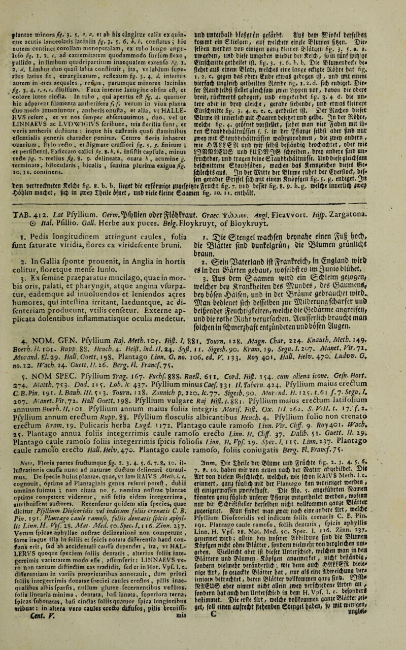 unb unterhalb bfofjgrün öcfarbt. $lii$ bem SPitt fei betfelNli fommt ein € Neigen, auf »elftem einjle Blumen fttjen. Die» felbcn »erben non einigen gemj fletner SMdtgen fig. 3. 5. a. a. umgeben, unb biefe umgeben tritberbet'Steift, foin fünf fpiigge @infftnitte gefheilet ifl. fig. 3. $. 6. b. b. Die Blumenbeete b<* flehet auS einem Stinte, »elftes eine longe eftigte SKöbre b«t fig. 1.1. c. gegen bol obere (£nbe etwas gebogen tjl, unb mit einem »ierfaft ungleich geteilten jRanbe fig. i.2.d. ftft enbtget. Die* fer 9lonb(elbjl jlelletgleiftlam in>eo l'tppcn cor, baoon Die obere breit, rücfrcertS gebogen, unb eingeferbet fig. 3. 4 d. bie un* tere ober in Drei) gleifte, gerabe ftepenbe, unb etrcaS Heinere ßrinfftnitte fig. 3. 4. e. c. e. getbeilet tfl. Der SKaftcn bitfee Blume ift innerlich mit paaren befcijet unb gelbe. 3° ber SÄöbr», weifte fig. 4. geofnet oorfteUet, ficbet mein Pier gaben mit ib» ren gtaubbebdltnüfien f. f. in ber ^flanje felbft ober ftnb nuc i»ep mit <?raiibbtbdltnüfTcn »abrjunebmen, bie i»ep anbern , wie £ 915? b (!? 31 unb wir felbfl btfldnbig beoftofttet, ober reit £3$$9!eue unb bUD2I!3@ fftreiben, brei) anbere fmb un* fruchtbar, unb tragen fdneSTaubbcbcHtnüfTe. llnbbtefegleiftfatn befftnittene Ctaubfdben, moften baS Stennjeiften Dte(eö ©e* fftlefttS aus. 3n ber$D?itte ber Blume rubet ber Qüperflocf, bef* fen geraber ©riffel fift mit einem Stnopfgen fig. s• g. enbiget. 3« hem »ertroftneten Reifte fig. 8. b. b. lieget bie euformige iuqefpif}te§ruftt fig. 7. unb befjer fig. 8.9. h.g. »elfte innerlich i»e9 fohlen maftet, ftcb in j»tt) £beiU 6fnet, unb »iel« fleine eaamen fig. 10. u. enthalt. plantae minora fig. 3. y. ä- a. et ab his cingitur calix ex quin* c]Ue acuti« lanceolatis laciniis fig, 3. y. 6. b, b. conflatus; hic autem continet corollam monopctalam, ex tubo longo angu* lofo fig. 1. 2. c. ad extremitatem quodammodo furfumflexo, pallido, in limbum quadripartitum inaequalem extenfa fig. 1. 2. d. Limbus duo quafi labia conflituit, ita, vt labium fupe* rius latius fit, emarginatum, reflexum fig. 3. 4. A. inferius autem in tres aequales , re^s, parumque minores lacinias fig, 3, 4. e.f. diuifum. Faux interne lanugine obfita eff, ct «olore luteo tinfla. In tubo , qui apertus eft fig, 4. quatuor hic adparcnt filamenta antherifera f. f. verum in viua planta duo modo inueniuntur, antheris onufta, et alia, vt HALLE- RVS refert , et vt nos Temper obTeruauimus , duo, vel ut L1NNAEVS ac LVDW1G1VS Tcribunt, tria flerilia Tunt, et veris antheris deffituta ; inque his caftratis quafi flaminibus eflentialis generis charafler ponitur. Centro floris inhaeret ouarium, ftylo reflo , et ftigmate crafliori fig. 5, g. finitum ; «t perfiflenti. Exfiecato calici fig. 8. b. b. infiflit capTula, minus refle fig. 7. melius fig. 8. 9- delineata, ouata fi, acumine g. terminata, bilocularis , biualis , femina plurima exigua fig. 10. ii. continens. TAB. 412. Lat Pfyllium. Gmw.^fbOlen ober globfraut. Graec. IfJxxiov. Angi. Fleavvort. Bifp. Zargatona. © ltal. Pfillio. Gail. Herbe aux puees. Belg.Floykruyt, of Bloykruyt. 1. Pedis longitudinem attingunt caules, folia 1, !$)fc @teng?( tt)ü(t)fcn bfpnal)? einen ftujjljoch/ funt faturate viridia, flores ex viridefeente bruni. öle £$lflttCC ftnb bunfelgrün, bie 33lUttUtl grünlicfyt braun. 2. In Gallia fponte prouenit, in Anglia in hortis 2. Sßaterktnb Ift ^ranfreid?/ In <Englant>tt)irb colitur, floretque menfe Iunio. efUnbcn ©arten gebaut/ Vbüfelbftec immunio blubef. 3. Ex femine praeparatur mucilago, quae in mor- 3. bem @aamen tt)irb ein 0d)leim .qejbgen/ bis oris, palati, et pharyngis, atque angina vfurpa- U?Cld)Cr bep Äranfbeiten be6 ^upbeß, bed ©aumen^ tur, eademque ad inuoluendos et leniendos acres bepbüfen Ralfen, unb in bet’ braune gebraud)et ltfirb*. humores, qui inteflina irritant, laeduntque, ac di- bebienet fid) beffelben jor 3}lilberur.gfcbarfer unÖ fenteriam producunt, vtiliscenfetur. Externe ap- beijjenbee 5?eucbttgfeiteri,n)eld)ebie@ebdrtne angreifen/ plicata dolentibus inflammatisque oculis medetur, unb bie reffte Duibr nerutfadyen. 5(eu|Tetüd) braudDlmatl folgen in f^mer^aft entjünbeten unb bofen Siugen. 4. NOM. GEN. Pfyllium Raj.Mttb.10y. Hift. /. 88r. Tourn. 128. Magn. Cbar. 224. Knauth. Meth. 149» Boerb. liioi. Rupp.%%. Beuch, a. Beiß. Ind. //.24. Syft.n. Sigesb.90. Kram. 19. Segu. I. 207. Alanet. Vir. 72. Morand. El. 29. Bäü.Goett. 198. Plantago Um. G.no. 106, ed. K. 133, Roy 401, Ball. Belv. 47°. Ludvv. G& wo. 22. TVacb. 24. Guett.B.i6. Berg. Fl. Francf.ys* f. NOM SPEC. Pfyllium Trag. 167. Fucbf. 888° Ruett. 611. Cord. Bifl. 154- cum icone. Gefn. Bort. 274. Matth. 7^3. Dod.n^. Lob.lc 437. Pfyllium minus Caef, 3 31 11. labern 424. Pfyllium maius ere&um C.B.Pin. 191. 1. Bauh. Ul. ^ 1 3. Tourn. 1 28. Zannich p.210. lc.77. Sigesb.90. Mor nd. B. 125.1.61 f.j.Segu.I* 207. Manet. Vir. 72. Ball Goett.19^. Pfyllium vulgare Raj Bift.i, 881. Pfyllium maius eredum latifolium annuum Boerh. II.'01. Pfyllium annum maius foliis integris Morif. Biß. Ox. IU 262. S. VBI.t. 17.'/. 2* Pfyllium annum eredum Rupp. 88. Pfyllium flosculis albicantibus Beuch. 4. Pfyllium folio non crenato eredum Kram. 19. Pulicaris herba Lugd, 1172, Plantago caule ramofo Linn. Vir. Clijf. 9. Roy ^oi. IVacb« 25;. Plantago annua foliis integerrimis caule ramofo eredo Linn. B. Chff. 37. Dalib. 51. Guett. 11. 29* Plantago caule ramofo foliis integerrimis fpicis foliolis Linn. B. Kpf. 29. Spec.l. 115. Linn. 237. Plantago caule ramoTo eredo Hali. Belv.^o. Plantago caule ramofo, foliis coniugatis Berg. Fl.FrarKf.7S• Notfl. Floris partes fruflutnque fig. 2, 3. 4, y. 6. 7.8« 10. il- luflrationis caufla nunc ad naturae duflum delineari curaui- mus. De Tpecie huius plantae, quae, vt iam RAIVS Alcth.l.c. cognouit, optime ad Plantaginis genu* referri poteft, dubii omnino fuimus ; nam citata no, 3. nomina nofirae plantae optime competere videntur, nifi folia eidem integerrima, attribuiflent auftores. Reccnfetur quidem alia fpecies, quae dicitur Pfyllium Diofcoridis vel indicum foliis crenutis C. B. Tin. 191. Plantago caule ramofo, foliis dentatis fpicis aphyl- lis Linn. H. Ppf. 28. Mat. Med. fo.Spec. 1.116. Zinn. 237. Verum fpicae aphyllae noftrae delineationi non competunt , fort« itaque illa in foliis et fpicis notata differentia haud con¬ flans erit, fed ab accidentali canffa dependet , ita, vt HAL- LERVS quoque Tpeciem foliis dentatis , alterius foliis inte¬ gerrimis varietatem modo eflfe , affumferit; LINNAEVS ve¬ ro non tantum diftinflim eas tradidit, fed et in Hor. Vpf. 1. c. differentiam in variis proprietatibus annotauit, dum priori foliis integerrimis donatae fneciei caules ereflos, pilis inae¬ qualibus albisfparfis, nullum gluten feccrnentibus veffitos* folia linearia minima , dentata, hafi lanata, fuperiora terna* fpicas fubouatas, bafi cinftas foliis quatuor fpica longioribus tribuat; in altera vero caules ereflo diffufos, pilis breuifii- Ccnt, V. ruh 2fnm. Di< Xh<ih b<r SSluttu utib gruftt« fig. 2. 3. 4. y. <5. 7. f. 10. hoben »ir ßon tuuen traft Der Siatur abgebilbtt. Dte Sirt üon btefem ©efftleftt, »elftes, »ie ffton RAIVS Meth. 1 c. erinnert, gonj fuglift mit ber Plantago tan otreiniget »erben , ili einigermafTen jweifelbaft. Die 9!o. y. angeführten Siameti fonnten gonj füglift unferer ^flanje mitgetheUet »erben, »ofem nur bir CftriftffeUer bcrfelben niftt poUfowm<n ganje lugeeignet. Sinn ftnbet man i»ar noft eineonbere Qlrt, ttflfte Pfyllium Diofcoridis vel indicum foliis crenatis C. F>. Pin» igi. Plantago caule ramofo, foliis dentatis , fpicis aphyllis Linn. H. Vpf 28. Mat. Med. jo. Spec. I. ii<5. Zinn. 237. genennet »irb; allein ben unferer 9!bbilbung ftnb bie Ultimen Äopfgen niftt ohneSSldrter, fonbernbielmeht uonbergleiften um» geben, ©ielleiftt aber iji biefer Unterfftieb, »elften manftben 25lotfern unb 9?ilumen fepfgen angetnerfet, niftt beflanbtg, fonbern bielmehr »eranbcrlift; »ie benn auch ^9lffbteie* nige 91rt, fo gejaftte QMdfter hat, nur a!S eine 9lb»eiftuna_ber» itniaen betrachtet, beren glatter pollfommen gonj fmb. vyut* aber nimmt niftt allein wen oerfftiebene 91rten an , fonbern hat auft ben Unterfftieb in bem H. Vpf. 1. c. befonbers beflimmet. Die erfle 9lrt, »elfte oollfotnmen ganje^lotter iei* get/ foU einen aufrecht Pihtnhtn etingtl h«^n/ fb mit ,., ■ C '