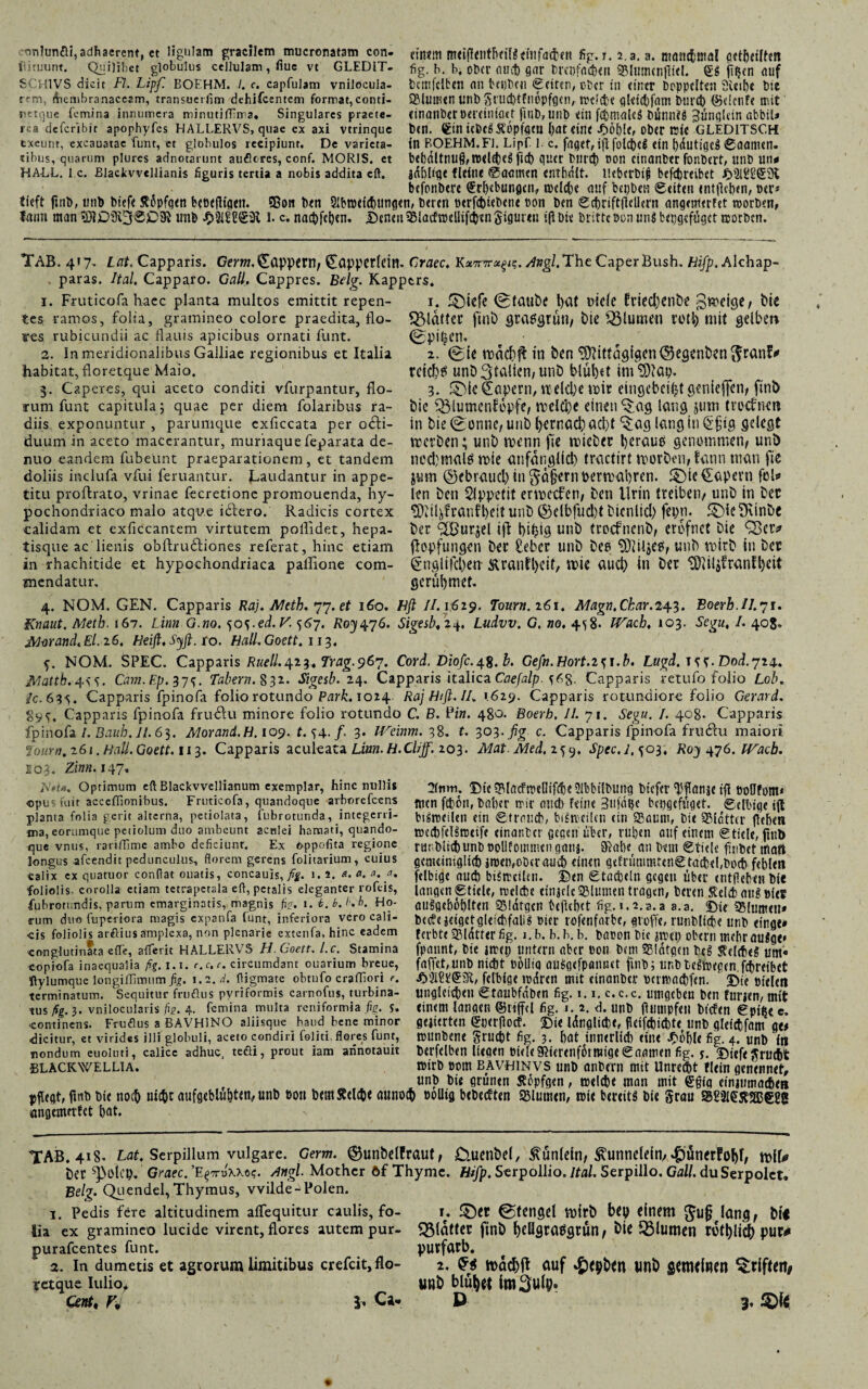 nniunöi,adhaerent, et ligulam gracilem mucronatam con- fhtuunt. Quilibet globulus cellulam , liue vt GLEDIT- SCH1VS dicit Fl. Lipf. BOEHM. I. c. capfulam vnilocula- rem, Membranaceam, transuerlim dehifcentem format, conti- netgue femina innumera minutifTIma# Singulares praete¬ rea deferibit apophyfes HALLERVS, quae cx axi vtrinque exeunt, excauatae funt, et globulos recipiunt. De varieta¬ tibus, quarum plures adnotarunt äußeres, conf. MORIS, et HALL. 1 c. Blackvvcllianis figuris tertia a nobis addita cft. cin«irt meifienthetB einfachen fig. r. 2. a. a. monct'ntal getheilfeit fig. b. b, ober nuet) gm- breufaeben 93lumcnfiiel. fifjen auf bcmfclben an bujbcu (Seiten, ober in einer Doppelten Sieibe Die SMurnen urib Snicbttnopfgcn, ruclct-e qkiebfam burd) ©deute mit etnanber oerciniaet finb, unb ein f<f>male$ bünnts Bünglein abbiU ben. (gtnicbcS&'opfqeu Oar eine Jhöble, ober rate GLED1TSCH in BOEHM. Fi. Lipf l. c. faqef, iji folcbci ein hdutigeg ©aamen. bebdltmig, n>elet>cö fi<3) quer Durch non einanber fonbert, ltnb un* idblige (leine ©aamen entbait. licbcrbijs befdbreibet befonberc Erhebungen, t»clche auf btpben «Setten entftehen, Der* tieft finb, unb biefe Küpfqen beoefligen. SBon ben Abweichungen, beten öerfebtebene non ben ©chrift|lellern angenterfet worben, lairn man »Di£)3i30lD3i unb $3lSEE3i l. c. nachfehen. Denen SMacfwellifchtn gigut <u iji Die Dritte non ung bepgsfüget worben. TAB. 417. Lat. Capparis. Gmw, Döppern, ^öppctlcin. Craec. Angl. The Caper Bush. Hifp. Alchap- . paras. Ital. Capparo. Gail. Cappres. Belg. Kappers. 1. Fruticofa haec planta multos emittit repen¬ tes ramos, folia, gramineo colore praedita, flo¬ res rubicundii ac flauis apicibus ornati funt. 2. In meridionalibus Galliae regionibus et Italia habitat, floretque Maio. ■3. Caperes, qui aceto conditi vfurpantur, flo¬ rum funt capitula 5 quae per diem folaribus ra¬ diis exponuntur , parumque cxficcata per 06H- duum in aceto macerantur, muriaque feparata de- nuo eandem fubeunt praeparationem, et tandem doliis inclufa vfui feruantur. Laudantur in appe¬ titu proftrato, vrinae fecretione promouenda, hy¬ pochondriaco malo atque idfero. Radicis cortex calidam et exficcantem virtutem pollidet, hepa¬ tisque ac lienis obftrudtiones referat, hinc etiam in rhachitide et hypochondriaca palfione com¬ mendatur. 1. ®tcfe (glaube bat Diele Criecl)enbe gttidcje/ bie ^Blatter finb grasgrün/ bie ^Blumen tütl) mit gelben (gpi^en, 2. ©ie roacDfh in ben Mittagicien(^eg?nben $ranf* reiche unb Italien, unb blühet im Map. 3. £)ic Qtapern, rcdclR mit eingebeiljt genießen, finb bic Q3lumcnfopfe, melcbe einen ^ag lang ^utn treefnen in bie (Sonne, unb bentacl) acl)t ^ag lang in E£ig gelegt merben; unb menn ftc mieber heraus genommen, unb niemals mie anfänglich tractirt worben, farm man fie jum ©ebraucl) in gafjernoerroabren. £)ie€apern foU len ben 2(ppefit erwetfen, ben Urin treibetv unb in bec Mil^ranfbeit unb ©elbfuclR bienlicl) fepn. S)ie 9vinbe ber yXÖurgel ifl t>i^tg unb troefnenb, erofnet Die Q>er* fbpfungen Der Heber unb bes Mildes, unb wirb in ber £nglifcl)en- Ärantl)eit, wie aud) in ber Mt4?ranfl)eit gerübmet. 4. NOM. GEN. Capparis Raj. Meth. 77. et 160. Hfl fl.1619. Tourn. 261. Magn.Char.243. Botrb.IJ.71. Knaut. Meth. 167. Linn G.no. 50;67. Roy476. Sigesb, 24, Ludvv. G, no. 4«) 8- Wach, 103. Segu, I. 408. Morand, El. 26. Heiß. Sy ft. ro. Hall, Goett. 113. f. NOM. SPEC. Capparis Ruell.^23, Trag.967. Cord. Diofc.48. b. Gefn.Hort.ie,\.b. Lugd. !<;<;. Dod. 724. Mattb.^s. Cam.Fp.37>;. Tabern. 832. Sigesb. 24. Capparis italica Caefalp. Capparis retufo folio Lob. Ic.63^. Capparis fpinofa folio rotundo Park. 1024 RajHift.II. 1.629. Capparis rotundiore folio Gerard, Capparis fpinofa frudlu minore folio rotundo G B. Pin. 480. Boerh, 11. 71. Segu. I. 408. Capparis fpinofa /. Bauh.ll. 63. Morand.H. 109. f. ^4./. 3. Weinm. 38. t. 303. fig c. Capparis fpinofa frudhr maiori tourn. 261. Hali. Goett. 113. Capparis aculeata Linn. H.Clijfi. 203. Mat. Med. 2^9. Spec.l. 503, Roy 476. Wacb. E03. Zinn. 147» jVote. Optimum cft Blackvvellianum exemplar, hinc nullis opus fuit acceffionibus. Fruticofa, quandoque arborefeens planta folia gerit alterna, petiolata, fubrotunda, integerri¬ ma, eorumque petiolum duo ambeunt acnlei hamati, quando¬ que vnus, rarilTimc ambo deficiunt. Ex oppofita regione longus afeendit pedunculus, florem gerens foiitarium, cuius calix ex quatuor conflat otiatis, concauis, fig. 1.2. <«. a. a. a. foliolis, corolla etiam tetrapctala eft, petalis eleganter roftis, fubrotundis, parum emarginatis, magnis fi?. 1. b.b.b.b. Ho¬ rum duo fuperiora magis expanfa funt, inferiora vero cali¬ cis foliolis arftius amplexa, non plenarie extenfa, hinc eadem conglutinfta efTe, aflferit HALLERVS H. Goett. l.c. Stamina copiofa inaequalia fig. i.x. r.c.c. circumdant ouarium brege, ftylumque longi/fimum ji£. 1.2. d. fligmate obtufo crafliori e. terminatum. Sequitur fruftus pyriformis carnofus, turbina¬ tus fig. 3. vnilocularis fis. 4. femina multa reniformia fi?, j. continens. Frußus a BAVH1NO aliisque haud bene minor dicitur, et virides illi globuli, aceto condiri leliti, flores funt, nondum euoluti, calice adhuc, teöi, prout iam arinotauit BLACKWELL1A. pfltqt, finb bt( not() wc&c aufg€bluht<0/ unb bon bcm SW< aum angemfttct b«t. 7(nm. Dtc?Pla(fnic(lif(f)e2lDbtlbung btefer 'Kflanje ifl boOfom* fnen fcfoit, Daher trir and) feine Btifdlje bepgeffiget. ©elbige tjl bigroeilen ein ©tratid), bi£n)eilcn ein 23amn, bie Blätter flehen nicchfeRrceife einanber gegen nber, ruhen auf einem ©fiele, fiub rar,bii(f)unb pollfommen ganj. 9hd)e an Dem ©fiele fifiDet matt genuinigltdHmen,ober aud) einen gefriinimrengtacbefboct) fehlen felbige aud) biSrccilen. ©en ©fächeln gegen über entjlehenbie langen ©fiele, roelche einjelc SBlmnen tragen, Deren Kelch atig »lef aiRgehohlten ^Bldfgen befichcf fig.». 2. a. a a. a. $)te 95hmten» beceejetgefgleid)fali« Pier rofenfarbe, groffe, runbliche unb einge* (erbte 23ldtrer fig. i.b. b.h.b. baoon bie jmei) obern mehr au«ge* fpaunt, bie jtrep untern aber ton Dem ^latgcn De! Kelcheg lfm« faffet,unb nicht bolliq auggefpannct finb; unbtelmegen.fchreibet felbige mdren mit einanber uermachfen. jjie »ielen ungleichen ©taubfdben fig. 1.1. c.e.c. umgeben ben (urjen, mit einem langen ©rijfel fig. 1.2. d. unb ftumpfen bt'cfen ©piße e. gelierten gperjlocf. Die Idnaliche, fleifchichte unb qlefcbfam atf munbene grucht fig. 3. hat tiinerltd) eine ^ohlefig. 4. unb in berfelben liegen »iele?Pierenf6rmige©aamen fig. y. Diefe Frucht rnirb Born bavhinvs unb anbern mit Unre§>t (lein genennet, unb bic grünen Kcpfgen, melchf man mit g§iq etniumaÄm ) pollig bebedten SBlumen, wie bereits bi« §rau a582ieKSS5eü8 TAB. 418. Lat. Serpillum vulgare. Germ, ©unbelfraut, O.ucnbel, 3\ünldn, ^unneldti/ ^önerfo^f, füll# ber Gmec. ’E^ttuXXo?. Angl. Mothcr ftf Thyme. Hifp. Serpollio. Ital. Serpillo. Gail. duSerpolet, Belg. Quendel,Thymus, vvilde-Polen. 1. Pedis fere altitudinem afTequitur caulis, fo¬ lia ex gramineo lucide virent, flores autem pur- purafeentes funt. 2. In dumetis et agrorum limitibus crefcit, flo- yetque Iulio^ Qnt, V% b Ca* i* ©cc ©tengel tDfrb bep dnern lang, bt< «Blatter finb fyellgratfgrün, bit ^Blumen n$tt)lic() pur* purfarb. 2. auf $cp&M unb genwluen Triften# uub blutet P 3. <D($