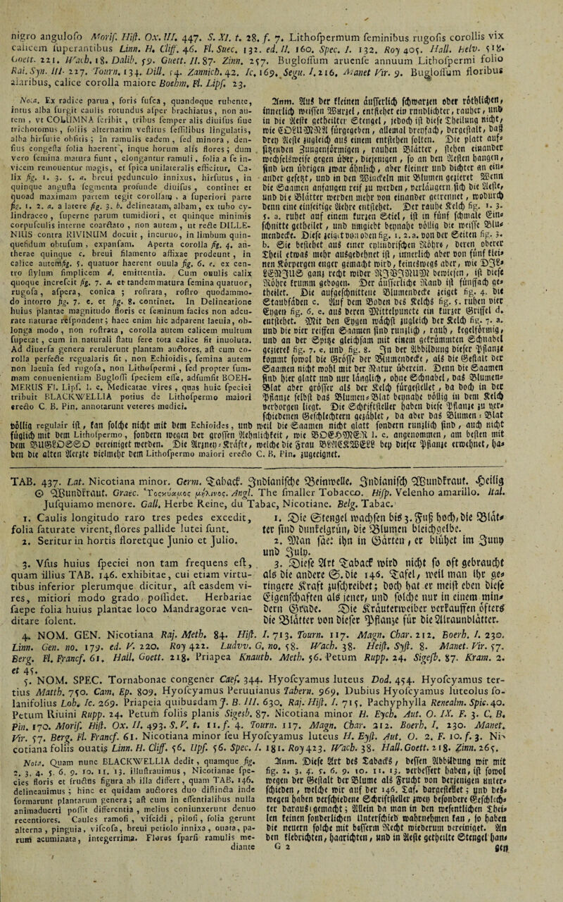 nigro angulofo Morif, Hiß. Ox. ///. 447. S. XI. t. 28« f. 7. Lithofpermum feminibus rugofis corollis vix calicem fuperantibus Linn, H. Cliff. 46. Fl. Suec. 132.ed. II. 160. Spec. I. 132, Roy 40^. Hali. helv. 518. (jot-rr. 221, IVaib, 1%. Dalib, 49. Guett. 11. 87- Zz»w. 2^7, Buglolfum arucnfe annuum Litbofpermi folio Rai.Syn. lll• 227. 7o«r«. 134. Dill, r4. Zannich. 42. /c,169. Seg«. /.216, ^r. 9. Budolfum floribus alaribus, calice corolla maiore Boehm, Fl. Lipf, 23, A'o^. Ex radice pania, foris fufca , quandoque rubente, 2Inm. SlUi Der fletnen dufTü'licb fcftttmr JCtt ober r6tbUd)<ne intus alba furgit caulis rotundus afper brachiatus, non au- innerlich WeifTe» Sßttfiel, cntflel)et ein l’nilMtd)tei’, raul)Cl', Htlft» rem , vt COLUMNA feribit, trihus femper alis diuifus liue in t>ie Slcfie geteilter 0tcngel, jebocb ijl b i e fe Xbeilung ni d)t/ trichotomus, foliis aiternatim vefiitus fefliiibus lingulatis, rcie (üDl'U’OJiM fürflcgd?cn , allemal bretifacb, bcrgeftalt, Dag aiba hirfutic obfnis; in ramulis eadem , fed minora, den- liret) Slcfte jiigleid) aus einem entfielen folten. Die platt auf« fius eongefla folia haerenf, inque horum alis flores ; dum fl^CRÖeil 3uugenfcrmtgcn , Milben glatter , fiel)«« einauteC vero femina matura fiunt, elongantur ramuli, folia a fe in- wccbfeliroetfe gegen über, Diejenigen , fo an Den Slejlen fangen / vicem remouencur magis, et fpica unilateralis efficitur. Ca- finD Den Übrigen Jipat’ d[)nluf) , aber fleilier UnD Dictet fltt ein* lix fig. 1. 3. s. a. breui pedunculo innixus, hirfutus, in anDer gefegt, unD in Den SSBincfeln mit Blumen gejjeret 3£etm quinque angufta fegmenta profunde diuifus, continet et Die ©aamen anfangen reif ju werben , Perldugern flCb Die Slefle, quoad maximam partem tegit coroiianj, a fuperiori parte unD Die SMdtter werben tnebr Don einanber getreu net, woburch pe. 1. 2. fl. a latere fig. 3. b. deiineatam, albam, ex tubo cy- Denn eine einfeitige Siebre entfielet. Der raube felcf) fig. I. 3- lindraceo , fuperne parum tumidiori, et quinque minimis y. a. rtll)et auf einem flirjcn 0tiel, ifl in fünf fcbmale ©in« corpufeulis interne coarflato , non autem , ut reöe DILLE- fc&IUtte getbeiUt , UIlD Uingicbt betjtiabe völlig Die rDCtffe 3MU< NUIS contra R1VINUM docuit, incuruo, in limbum quin- mcnDccfe. Diefc JCtgittHKl Oben fig. 1. 2.a. POIl Del* @etten fig* 3- quefidum obtufum, expanfam. Aperta corolla fig, 4. an- b. @ie beficbet aiii einer cpüiiDtif^en Slotjre, Deren oberer therae quinque c. breui filamento affixae prodeunt , in £l)eil ettMi me()r aitSgeDfbnet i(i , innerlich aber P0I1 fünf flet* calice autemA^. 5. quatuor haerent ouuia fig. 6. e. ex cen- neu $6rpergen enger gemalt wirb/ fetneiwegs aber, wie D3£* tro flylum fimplicem d. emittentia. Cum otaulis calix ganj recbt Wibei’ 913183 SW®* bcnjicfen , ift DtcfC quoque increfeit fig. 7. a. et tandem matura femina quatuor, 3v6l)re fCUmtll gebogen- Der dllfferlicbe üiailD i|l fünffact) ge* rugofa, afpcra,. conica ; roftrata, roftro quodammo- tbeilet. Die aufgefrtjnittene iSlumenbecfe jcigct fig. 4- t>U do intorto fig. 7. e, et fig. 8. continet. In Delineatione gtatlbfdben c. lllllf Dem 35oDe»l D(g fig- 5. t’Uf)etJ Dtet huius plantae magnitudo floris et feminum facies non adeu- Stigett fig. 6. e. <Ut3 Deren 3)tlttelpuncte ein Eurjer ®nj?el d* rate naturae refpondent; haec enim hic adparent laeuia, ob- enthebet. Den ^tjgcn tpd(f)(i JUglelCt) Der Äeld) fig. 7. a. longa modo, non roftrata, corolla autem calicem multum unb Die Dtcc reiffen 0aamenfini) runj[i$ , raub , Ecgelfotmtg» fu pera t, eum in naturali flatu fere tota calice fit inuoluta. unD an Der 0pii$e gletfjfam mit etHetu geErümmten ©cfinabel Ad diuerfa genera retulerunt plantam auftores, aft cum co- gcjiereE fig. 7. e, UnD fig. 8. SibbilDling Dtefer ‘^jlanjt rolla perfefle regualaris fit , non Echioidis, femina autem Eomtllt fomol Die ©roffe Der tginmenDecfe , atS Die (Seflalt Der non laeuia fed rugofa, non Litbofpermi, fcd propter fum- ©aamen nict)t rooljl mit Der tftatuc uberein. Denn Die 0aamen mam conuenientiam Bugloffi fpeciem efle, adfumfit BOEH- jftiD ^icc glatt UnD lltlC idliglltt / rblU 0cf)nabel/ Da$ iBlumen« merus Fi. Lipf. i. c. Medicatae vires, quas huic fpeciei ssiat aber groffet’ als Der Äelc^ fürgeflellet, Da Dod) in Det tribuit BLACKWELL1A potius de Lithofpermo maiori ^patije felblt Daö SlumciD^lat betjnabe rollig tu Dem Äeleö ereßo C. B. Pin, annotarunt veteres medici. perborgen liegt. Die 0ct>fift(ieUer baben biefe i^anje ju per« fc&iebeüen @ef(t)lcct)teni gejdblet; Da aber Dag 2Mumen * 3Mat Dollig regulair i(l, fan folet)C nicht mit Dem Echioides, tmb meil Die 0aamen nieftt qlatt fonDern rimjlict) jinD, aud) riicfjt füglid) mit Dem Lithofpermo, fonDern ipegen Der groffen QlebnlicbEeit, trie L c. angenommen, am bellen mit Dem $BU©ßD06D vereiniget trerben. Die Slrjnei) * Kräfte, roeldie Die §rau ©b2l€^S5£28 bei; Diefec 'Pflanie ermebnet, b<*a ben Die alten Slerjte »ieimebr Dem Lithofpermo maiori ereflo c. b, Pin. jugeeignet. TAB. 437. Lat. Nicotiana minor. Germ, ^aböcf. 3nbianifcbc ^3ct’mt>eüe, ^liblanifcl) ^ßunbfraut. heilig © <3Bunöftaut. Grate. 'Tcsy.vxy.cq ju^xiv04. Angl. The fmaller Tobaccx). Hifp. Velenho amarillo. Ital. Jufquiamo menore. Gail, Herbe Reine, du Tabac, Nicotiane. Belg. Tabac. i. Caulis longitudo raro tres pedes excedit, 1, £)le @tenCjel lbad)fen bi^3.t)bd)>Dte folia faturate virent, flores pallide lutei funt. tCl’ fuiö Dtinfelgruil/ Dic flumen bleict)gelbe. 1. Seritur in hortis floretque Tunio et Tulio. 2. !Dian faet il)« in ©drtCtl / CC blul)Ct lm ^Utl^ unb 3utp. 3. vfus huius fpeciei non tam frequens eft, 3. i5)iefe 2(rt ^abacf VbirD nic^t fo oft gebraucht quam illius TAB. 146. exhibitae, cui etiam virtu- CÜ3 Die anöm @.Dic I4<S. ^afd/ tVCil tnan il)r gCf tibus inferior plerumque dicitur, aft easdem vi- tingere straft jufd^teibet4 Doct) M tlieift eben biefe res, mitiori modo grado, poilidet. Herbariae giflenfc&aften alö \tmt unb fotd&e nur in einem min* faepe folia huius plantae loco Mandragorae ven- bern ©rabe. 3Me Äräutertreiber üerfauffen öftere ditare folent. Die 331dftec bcn biefet ^ffanje fur bie3llraunbldtter. 4. NOM. GEN. Nicotiana Raj. Meth. 84- Hiß. I.713. Tourn. 117. Magn. Char.m. Boerh. /. 230. Linn. Gen. no. 179, ed. V. 220. Roy 4.22. Litdvv, G, no. 58. TVach. 38. Heiß. Syft. 8. Manet. Vir. 7. Berg. Fl. Franc/. 61, Hali, Goett. 218. Priapea Knautb. Meth. 56. Petum Rupp. 24. Sigefb. 87. Kram. 2. et 4f. 5. NOM. SPEC. Tornabonae congener Caef, 344. Hyofcyamus luteus Dod. 454. Hyofcyamus ter¬ tius Matth. 7?o. Camt Ep. 809. Hyofcyamus Peruuianus Labern. 969, Dubius Hyofcyamus luteolus fo- lanifolius Lob. Ic. 269. Priapeia quibusdam J. B. 111. 630. Raj. Hiß. I. 71^, Pachyphylla Renealm. Spie. 40. Petum Riuini Rupp. 24. Petum foliis planis Sigesb. 87. Nicotiana minor H. Eycb. Aut. O. IX. F. 3. C, B. Pin. 170. Mori/. Hiß, Ox. II, 493. S. V. t. n.f. 4. Tourn. 117. Magn. Char. 212. Boerh, I, 230. Manet. Vir. S7. A- Franc/. 61. Nicotiana minor feu Hyofcyamus luteus H. Eyß, Aut. O. 2, F. 10. f. 3. Ni> cotiana foliis ouatis Linn, H. Cliff. 56, llp/. 56. Spec. I. igi. Roy423, JVacb. 38. Hali.Goett. 2«8- %.inn, 26^. 3(nm. DUfe Süt DeS Sabaifg, txfTen ^bbiltung mir mit iVolfl. Qiiam nunc BLACKWELLIA dedit, quamque fig. 2. 3. 4. 5- d. 9. 10. ii. 13. illufliauimus , Nicotianae fpe- eies floris et fruflos figura ah illa differt, quam TAB. 146. delincauimus ; hinc et quidam auftores duo diflinfta inde formarunt plantarum genera; afl cum in eflentialihus nulla animaduerti poffit differentia , melius coniunxerunt denuo recentiores. Caules ramofi , vifeidi , pilofi , folia gerunt alterna , pinguia, vifeofa, breui petiolo innixa, ouata, pa rum acuminata, integerrima r“^ fig. 2. 3. 4. u d. 9. 10. 11. 13. ucrbefftrt baben, tjl foool wegen Der @e|lalt Der 25lutne alö 5-rucbt »on Derjenigen tmtec* fcbicDen , welcbe wir auf Der ud. taf. Darge|Met; «nD Del« wegen baben perfcbteDene ©(briftfleller iwep befonbere ^efcfehcba ter Daraus i gemacht; äfleln Da man in Den wefcntlicDen Xbei* len feinen fonDerli^en UnterfditeD wabrnebtnen Ean , fo haben Die neuern foicbe mit befferm Itterbt wieDerum pereiniget. Sin Flores fparfi ramulis me- Den flebri^ten, baaric&ten, «nD in Sle(U geteilte ©tengel bane tliante G 2 ~ get|