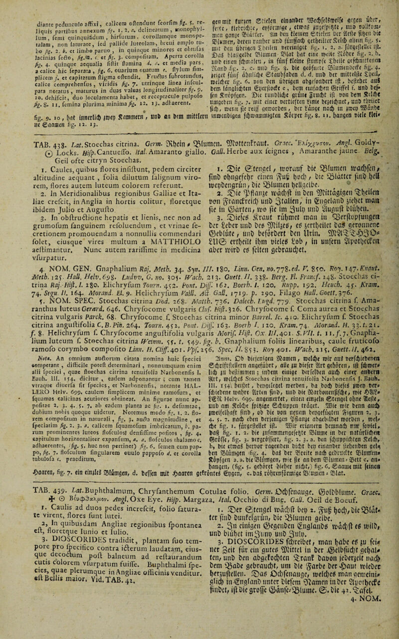 Aian.. npAmM.il» aff*? calicem oflcndunt fcorfim fit. s. re- «enmit turjcn ©tiden Cfo<W&*t flCgeit ÜbiT, neu E fti snn«um“ i üScalum, «“nophyl- fette , «te, ^fontligC , C»ü« mfW , «f Z VS minqdädum hirfu.um . corollam,ue monopc men uonlt SSiättir. Sn neu Ile.»« » « Wr Me ?««• W ,“lTm ZXZte, [cd pallide luteolam, breui am,.Io tu- SM»»«, Wf« milOTUrt' timfM«elMletSeW. «UMH 6g. J. bo /)?. 2, 1. ei limbe parno . in quinque minores et olmifas Ilt'E Dtll llbnqcn Xl.fllcll nmultflCt fig. i. 2. m JlHqelutiu t. lacinias feflo fit Q2 c et fit 3. compofitam. Aperta corolla SDfl$ blaßgdbc SSllimcn- -Gat l)flt eine Wett? rhohte fig. b» fio. 4. quinque ^aequalia Mit flamiia i/, rf. xt media pars, lint einen f«auil(tl , IM»fünf flCiRC 0«IBPfe tfttüe ««fjntttcnm /caliceqhicqfepara?a , fig. 6. ouarium ouatum flylum firn- teÖ %- a. <=* »«Mg. J. D« flCOfncte »lumenOcrf« fifr 4* plicem /. ct eapitatum fligma oflendit. Fruflus fubrotundus, ififld fünf O&nlttfe« ©tö«bfa|)<n d. d. UnD btt calice comprehenfus, viridis Ag. 7- utrinque linea infcul- »(!<*« fig. 6. »OB Ö<« UbHflCB abgefOUBer: ifl, btft&rt aU« para notatus, maturus in duas valuas longitudinali»« fig. 9. Jctn Gnqhcfctcn 0;cr|tOCf e , bellt «flfaft«! ©nffrl f. Utlb b«J. is. dehifeit, duo loculamenta habet, et receptaculo pulpofo feil Äfflttpffltn. Di« riint>Uc|>C fllUM $CUCf>t ifl »Ott b<m SSdCpJ fit. 8. ii, femina plurima minima fig. xa. 13. adhaerent. umgebe» fig. 7. mit einer uertteften tftni« beieic&net, unö»ttatiet £ fict), wenn |ic reift geworben, her Hange nact) ttt jweu SBanbe fig. 9. 10, &«t innerlitt) jweo Kammern, tinb an Dem mittler» wwenbigen fthwammigten Äßrper fig. 8. n. bangen Diele rici¬ ne ©aamen fig- 12- 13- TAB. 438. Lat. Stoechas citrina. Germ. Dvbefo * QMumen. Sttottenftaut. Graec. Exip^ucrov. Angl. Goldy- © Locks. Hifp-Cantueifo. Stal Amaranto giallo. Gail. Herbe aux feignes , Amaranthe jaune. Belg. Geil ofte citryn Stoechas. 1. ©ie ©tengel/ worauf bie flumen wachfen/ ftnb ot)ngefel)r einen ftufj hoch / tue glätter finD l)eÜ wepbengrün, bie Blumen hellgelbe. 2. ©ie *)>flanje mdciffi in ben Mittägigen ^heilen twn granef reich unö Italien, in gngelanb siebet man fic in ©arten, wo fie im ^ulp unb ^tuauft blühen. 3. &iefc$ Svraut rühmet man in Q3erftopfunsen ber £eber unb bee ^iljetJ'/ e^ jcrtbeilet bas geronnene 1. Caules, quibus flores infiftunt, pedem circiter altitudine aequant , folia dilutum falignum viro¬ rem, flores autem luteum colorem referunt. 2. In Meridionalibus regionibus Galliae et Ita¬ liae crefcit, inAnglia in hortis colitur, floretque ibidem Julio et Augufto. 3. In obftructione hepatis et lienis, nec non ad grumofum fanguinem refoluendum , et vrinae fe- cretionem promouendam a nonnullis commendari ©ebitite / Ullb beforbert ben Uttn. folet, eiusque vires multum a MATTHIOLO £11© et’tl)eilt il)m biele^ £ob f in unfern $lpotl)ecfcn aellimantur. Nunc autem rariffime in medicina aber mirb C5 feiten gebrauchet, vfurpatur. 4 NOM. GEN. Gnaphalium Raj, Meth. 34. Syn. III. 180. Limi, Ceu. no.jy^.ed. K 8^0, Roy. t47. Knaut. ■Mtth. i2y. Hall. Helv.69%. Ludvv, G, no. 305. TVach. 213. Quett.ll. 338. Berg. Fl Francf. 248. Stoechas ci¬ trina Raj. Hift.l. 280. Elichryfum Tourn. 4^2. Pont. Dijf- 162. Boerh. 1. 120. Rupp, 192. Heuch. qy. Kram. 74, Stgu IS. 164. Morand. El. 9. Helichryfum Vaill. Aft- Call. 1719. p. 290. Filago Ball.60ett.3y6. f. NOM. SPEC. Stoechas citrina Dod. 268- Matth. 736. Dalecb. I ngd, 779, Stoechas citrina f. Ama- ranthus luteus Gerard. 646. Chryfocome vulgaris Cluf. Bifl.326. Chryfocomef. Coma aurea et Stoechas citrina vulgaris Parck. 68. Chryfocome f. Stoechas citrina minor Barrel. Ic. 4*0. Elichryfum f. Stoechas citrina anguflifolia C. B. Bin. 264. Tourn. 492. Pont, pijji 163. Boerh I. 120. Kram. 74. Morand. H. 33'.t.2i. /. 8- Helichryfum f. Chryfocome anguflifolia vulgaris Morif. Hiß. Qx IU.401. S.Vll. t, 1 i.f. 7. Gnapha- lium luteum f. Stoechas citrina Weinm. yy, t. ^49. fig. P. Gnaphalium foliis linearibus, caule fruticofo ramofo corymbo compofito Linn. Ii. Clijf.401. Vpf. 2^6. Spec. II. 853. Roy 401. IVach, 21 y. Guett.il. 462. Mota. An omnium auflorum citata nomina huic fpeciei 2tnm. Db Diejcntqen SiatlK» , TOCld)? n>(t’ <IU8 t>erf£t)ICt>enCtt «ompetant , difficile poteft determinari , nonnumquam enim alii fpeciei , quae ftoechas citrina tenuifolia Narbonenfis I, Eauh. 111. 154. dicitur, eadem adponantur 3 cum tamen vtraque diuerfa fit fpccics, et Narlionenfis, notante HAL- LERO Helv. 699. caulem fimplicem minime ramofum, et fquamas calicinas acutiores obtineat. An figurae nunc ap- pofitae 2. 3. 4.. 5. 7. ah eadem planta ac /i,?. 1. defumtac, dubium nobis quoque uidetur. Notemus modo fiz. 1. 2. flo¬ rem eompofimm in naturali , fig. 3. auifla magnitudine , et ©chciftflclUrn angeführt, alle ju tnefer 9irt gehören, ift febroer* Itd) ju beifimmen; tiiüeni einige betreiben and) einer anDern Sttlt, Stoechas citrina tenuifolia Narbonenfis j. Bauh. 111. i$4\ beißet, bengeleget werben, ba bod) biefeö iroen »ers fditebene wahre 2lrhn finD, uub bie 9iarbonenfif^e, wie Helv. 699. angemetfet, einen etnieln ©tcngel ohne 3Je|1«, unb am Kcld)t fpi^ige ©diuppen traget. 5Bte wir benn and) jweifelhaft finb, ob bie 0011 neuem beogefügten Figuren 2. 3. 4. 5- 7- nad) eben berjenigen spflanje abgebtlbet worben , wd* fpeciatim fig. 2. 3. a. calicem fquamofum imbricatum, b. pa- cf>c fig. 1. fürgeßellet ijl. 5ßtr erinnern bemnad) mir footeG rum prominentes luteos flofeulösä denfifilme pofitos , fig. 4. baß fig. r. 2. bie gufetmiticngcfc^tc SMume in ber natürlidieti capitulum horizontaliter expanfum, a. a. flofeulos thalamoc. ©rölje, fig. 3- Bcrgröffert, fig. 2. 3. a. ben fd)»picb(en 5cd(ft, adhaerentes, :fig. y. huc non pertinet) fig. 6. fernen cum pap- b, Die etwaü S)«’bor ragcnben Dicht bei) einanber ftehcnben geh» po, fig. 7. flofcuium Angularem ouuio pappofo d. et corolla ben 2Müingen fig. 4. baS ber Breite natft gebrnd’tc Ultimen- tubuiofa r. praeditum. Köpfgen a. a. biVSMmgcn, wie fie anbem .ÖMtimeiH jßett c. an» hangen, (fig. y. gehöret hhher niebt,) fig. c. ©aaine mit feinen paaren, fig. 7. ein einjleä 33lümgen, d. beffen mit Jpaaren gefrontem Sogen, c.baS röhrenförmige 3Mmnen * 25lat. TAB. 439. Laf.Buphthalmum, Chryfanthemum Cotulae folio. Germ. Cc^fcnauge. ©Plhbllime. Graec. »F< 0 Bcucpd«xy.ov. Angl, Oxe Eye. Hifp. Margaza. Ital, Occhio di Bue. Gail. Oeil de Boeuf. 1. Caulis ad duos pedes increfcit, folio fatura- te virent, flores funt lutei. 2. In quibusdam Angliae regionibus fpontanea cft, floretque lunio et Iulio. 3. DIOSCOR1DES tradidit, plantam fuo tem¬ pore pro fpecifico contra iderum laudatam, eius¬ que decoctum poft balneum ad reftaurandum cutis colorem vfurpatum fuilTe. Buphthalmi fpe- cies, quae plerumque in Angliae officinis venditur, eit Bellis maior. Yid.TAB.42. r. ©ct ©tengel tbdc!)ff bep 2. Ijod),Dic^3(df- ter ftnD Dunfclguuh Die flumen gelbe. 2. 3n einigen ©cgenDcn SnglanDö n>d$ft e^ tt>ilb# unD blühet immuni) unD 3u!p. * 3, DIOSCORIDES fdjrcibcf/ man habe e^ fei> net geit für ein gutes Mittel in Der ©elbfucbt gehaU ten, unD Den abgelebten ^ranf Dabon jcDcrjcU naef) Dem Sßabe gebraucht, um Die $arbe Der ^)aut mieDec hetjuflellen. ©as £)cl)fenauge, welches man gemcini# gfiffi in €ngfanD unter Dlefern tarnen in Der 2lpetl)ecfc ftnDct, iftDiegroffe ©dnfe^lume. ©»Die 4I 2 3-^«feh 4- NOM.