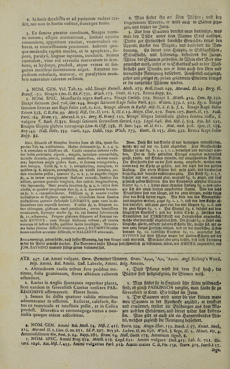 fcit, necnon in hortis coiitiir, floretque lunio. 3. Ex femine paratur conditum. Sinapis nomi¬ ne notum; eftque aromaticum, fanitati optime conueniens, appetitum excitat, ventriculum ro¬ borat, et conco&ionem promonet. Inferuit quo¬ que medendis capitis morbis, et in apoplexia, fo- pore, paralyli, linguae inprimis, conducit. Semen contufum, vino vel cereuifia maceratum in fcor- buto, et hydrope, prodeft, atque vrinae et fan- guinis menftrui fecretionem auget. Externe im- pofitum rubefacit, maturat, et paralyticis mem¬ bris naturalem calorem reflituit. 2. SJtari ftnöet Ihn an oben ^täflen, unb feci; eingefallenen dauern / ec wirD au ei; tu hatten gejo* gen, unb blühet im 3unp. 3. 2tue Dem ©aamen bereitet man Dasjenige, mag man bep ^tfche unter Dem Rainen ©enf auffefcet. SÖiefeß jur ©e!ünDl;eit Dienliche Q)ewächd/ reifet Den Slppetit, jiarfet Den $Ragen, unb beforDert Die 98er* Dauung. Dienet Dem Raupte, in ©ehlagflüjjen, ©cl)laffucl)t, unb Zähmung, befbuDerg Der Bunge. %ßenn Der ©aamen jerftejien, tn95Bein oberster ein* geweichet wirb, letjtet er in ©djarboef unD in Der 9EBaf* ferfiicl;t gute ®tenfle, mieser Denn auch Den Urin unD monatliche Reinigung beforDert. Sleuifcrlid) aufgelegt/ Siebet unD jeitiget er, an Den gelahmten ©lieDern bringet er Die natürliche SCßarme wieber. 4. NOM. GEN. Vid.Tab.2p. add. Sinapi Knauth. Meth. 173. Hall.Goett. 249. Morand, El, 23. Berg. Fl, Francf. 1 20. Sinapis Lim. G. EdW. 73*. Wach. t?3■ Giiett. 11. 1 f f. Eruca Rupp. 82. f. NOM. SPEC. Mouftarda nigra Rutil.40p Sinapi Caefalp. 35p. Sinapi I. Matth. 424« Cam. Ep. 332. Sinapi fatiuum Dod. 706. Ger. 244. Sinapi fatiuum Rapi folio Park. 831. IVeinm. 339. t. 9*3* fig- c- Sinapi fatiuum Erucae aut Rapi folio Lob. Ic. 101. Sinapi album H. Eychft. Aeft. O. X. F. 8. f. 2. SinapiRapi folio Tabern. 838. C. B.Pin. 99. Morif. Hifi. Ox.II. ns- S. lll. t. 13. Magn. Char. 2f2. Tourn. 227. Boerh.II. 13. VaiU. Parif. 184. Kram.13. Morand. H. pr. Berg. Fl. Franc/, no. Sinapi filiqua latiufeula glabra femine ruffb, f. vulgare f. Bauh- Il.üSS- Sinapi fatiuum fecundum Gerard. 243. Lugd.6^6. Rai. Hfi.I. 803. Syn. lll. 295. Sinapis filiquis glabris tetragonjs Linn. H. Cliff. 338. Fl. Suec, s49. ed.11.611. Mat. med. 316. Spec.il. 688. Roy 343. Hall.Helv. ?f4- Goeti, 249. Dalib, J99- Wach. 173, Guett, II, 155. Zinn, 332. Eruca Rapi folio Rupp. 82. N.otx. Diuerfa eil Sinapios fpecies haec ab illa, quam fu- perius Tab. 29. exhibuimus. Huius delineatio fig. 2. 3.4. s. 7. S. emendata et illuftrata eft. Caulis ratnofus inferne velli¬ tur foliis petiolatis, afperis , magnis, laeiniato-pinnatifidis, laciniis dentatis, paucis, paulatim maioribus, extima maxi¬ ma; fuperiora magis glabra fiunt, et funima triangularia, fere integra. Calix fig. 2. s. 7. tetraphyllus, nunquam, vt quidem fig. 6. adparet, pentaphyllus, ex viridi luteolus, pe¬ tala cruciatim pofita , quatuor fio. 1, 2. 3. ex angulfo vngue jj^. 4. in latum emarginacum limbum extenfa, flamina fex adfunt, quorum quatuor longiora, duo calicis longitudinem, vix fuperantia. Haec petalis inuoluta fig. 2. 3. b. calice folo cin&a, et quidem longiorum duo fig. j. d, duo autem breuio- ra^tf. 7. e. repraefencantur. Piftillum fig. 8. ouario conllat cylindraceo ct digmate capitato./. Glandulas intra flamina nedlariferas quatuor deferipfit L1NNAEVS, quae vero'in de¬ lineatione non exprefla fuerunt. Fru&us fig. 9. Aliquam re¬ fert oblongam, glabram, cauli parallelam , cornu breuiffimo terminatam, feptoque medio fig. 10. cui femina fubrorunda fig. Ii.adhaerent. Propter glabram liliquam ad Erucam re¬ tulit RVPP1VS , cum Sinapi hirfutam tribuat; ad contra naturam id faöum fuifle, quilibet facile intelliget. Synony¬ ma huius plantae difficile eruuntur, ante J. BAVHINVMenim nemo eandem accurate diftinxit, vt HALLERVS annotauit. 2tmri. Bfefe ülrt be$®enf«g iflBon' berjenigen untcrfcbhberi, welche wir auf Der 29. £afel abgcbUbct. £>as 95lac?wctiifcb« SDluflcr iil mit fig. 2.3. 4.5.7. g. ocnnchrct tmb PUbtflert wor* bt«. Ben in ’ilefle gcthciltcn Steimel umgeben ur.terwdrtä grefle, raube, auf Stielen ruhenbe, tief e{ngef4)mttene Blatter, ©u (Sinflhmttefwb anbcr3al)l wenig, cirgcfcrbt, werben oon unten nag) ber£ph}ciu groffer, unb Der leiste bat ben ’grofwn Umfang. Die Obern Blatter ftnb mehr glatt, unb bie oberflen breoecftg,unb bcpnabcöoUEomttienganj, ©erreich fig. 2.5.7. beliebet aus öier, niemals aber, rotercof)! fig. 6. jeiget, aus fünf grünlich gelben SBidttcrii. ©ie oicr €reuhwetfe geff^teu Blumen* blatter fig. 1.2,3.haben einen fchinalen Umfang fig.4. unb enbs« gen fidj) mit einem breiten eingeferbten 3ianbe. &on ben fecf)8 Staubfdben finb »ier langer, als bie jnm; übrigen, welche faunt über bcn^elch hcroor ragen. 3ßie blcfe uon ben Siumenbldt* tarn umgeben werben, jeiget fig. 2.3. b. unb öon betn Welche al* letu umfaiTet, unb jwar jroci)Don beu oier Idngern fig. $. d. unb bie ;wet; furjen fig. 7. e, ©er Stengel fig. 8. befielet auS bent langlichten Sberfloif f. unb ber blcfcn €p;^e. g. Bwifchen ben ©taubfdben bat oter -Ocmgbrufen augemerfet, welthe aberhierntcht abgebllbctfuib. ©iegruehtfig. 9-jlellit eine längliche, glatte, aufrecht fUbcnbeechotfe für, welche lieh mit et* nem ganj Euraen §ortfa$e enbiget, unb an ber innerlich«« Schei# bewano fig. 10* runbltihe ©aameti fig. n. ougeheftet hat. RVPPiVS hat biefe ^flanje wegen ber glatten Schotte mit ber Eruca oereimgt, tnbcmfolche, nach beffen Nennung, bet) betn Sinapi rauh feonnmf. $9?an flehet aber gana leichte, baf biefe Trennung wiber bie Sflatur qemaöht worben. ©ie®conaitunDiefer g)flauae flnbfchweriich au befliimneu, mbem,wtc augemerfet, ror JOH. BAVH1NO niemanb felbige genau beflemmet hat. ATB. 447. Lat. Ammi vulgare. Germ. meiner ?2lttiniei). Graec.,'Ay.[M!>,'A[M)vAy.iov. Angl. Bishop’sWeed^ Bifp. Ammi. Ital. Ammi. Gail. Laberle, Ammi. Belg. Ameos. _ 1. Altitudinem caulis tribus fere pedibus me- f. ^)iefc ^fldllJC IblrD big Drei) ^lif) hbCh / hiC timur, folia gramineum, flores albidum colorem QMdtter ftnD tKÜ.graflcRÜn, Die Q5lumen theifl. oflendunt. 2. Rarius in Anglia fpontanea reperitur planta, 2. 9)?an fiflDctfte fn^nglanh fel)r feiten tt)i(Dtt)acf)* licet eandem in Greenhith Cantiae crefcere PAR- fenD/ obgleich PARKINSON Dorcjibtf man fdnDe fte JU K1NSONIVS affirmauerit. Floret lunio. Greenhith indent. ©iebllll)Ct im ^unp. 3. Semen fle didlis quatuor calidis minoribus 3. £)ec ©aameu ttjlrD unter Die hier fleincn war* adnumeratur in officinis. Exficcat, calefacit, fla- men ©aamen in Der ^(pothecfe gejdhlt/ tr treefuet tus ex ventriculo et inteflinis pellit, et in Colica unD erwärmet, treibet Die QMdhungen auö Dem prodeft. Diuretica et emmenagoga virtus a non- gen unDDen ©eDdrmen, unD Dienet wiDer Daö Seibret* nulhs quoque eidem adferibitur. fen. ^an gibt eö aud) a($ ein ^amtreibenDcö ^it* tel, welchem jugleich Die Reinigung beforDert. 4. NOM. GEN. Ammi Rai. Meth. i4. Hfi.I. 45 f. Tourn, 304. Alagn. Char. 1^9. Boerh. /.57. Knaut.Meth* 213. Morand El. s.Linn.G.tio, 2^1* Ed.P. 297. Roy 96, Ludvv. G.no, 697. Wach. ß.Segu, II. 1. Manet. P'ir.a. Ammiofelinum Riv. Pent. p. 24. Rupp, 28s* Kram. 64. Hall. Goett. 173. Ammium Sfiesb. 8. ^ NOM- SPEC. Ammi Trag. 874. Matth. ^8. Lugd.6 9^. Ammi vulgare Dod. 41^. Lob. Ic. 721. Qel rard, 1036, Rai,Hifi,j, Ammi vulgatius Park 912. Ammi maius C.B.Pin.i59. Tourn. 30^, ßoerb.l, V7.