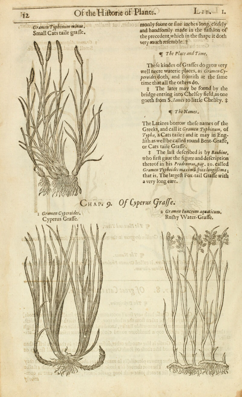 Gramen Typhinum minus . Small Gats taile graife, monly foure or fine inches Iong v cIofeIy and handfomly made in the fafhion of the precedent,which in the fhape it doth very much refemble. $ f 7he Place and Time. Thefe kindes of Grafles do grow very well neere watcrie places, as Gramen Cy - peroides doth, and flourish at the fame time that all the others do. $ The later may be found by the bridge entring into Chelfey field,as one goeth from S. lames to little Chelfey. $ ^ The Names. i The Latines borrow thefe names of the Greeks, and call it Gramen Typhinufn, of Typha , a Cats taile: and it may in Eng- lifh as well be cabled round Bent-Grafle, or Cats taile Graife. $ The laft deferibed is by Banhine t who firft gauethe figure and defeription thereofin his Prodromu*,pag. io.catted Gramen Typhoides maxima /pica longifima • that is, The largeft Fox-tail Graife with a very long care. Of Cypems fraffc. 2 Gramen lunceum aquaticum, Rufhy Water-Graife.