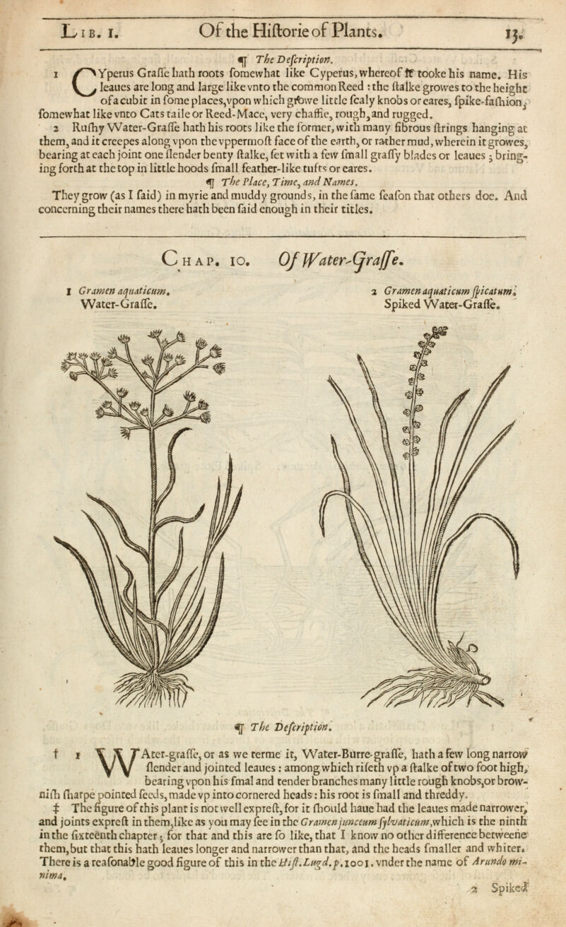 L i b. i. Of the Hiftorie of Plants. «{[ The Defcription. 1 /^Yperns Grafie hath roots fomevvhat like Cyperus, whereof if tooke his name. His \j Ieaues are long and large likevnto the common Reed : the ftalke grovves to the height ofacubit in fome places,vpon which gifowe little fcaly knobs or eares, fpike-fathion^- fomevvhat likevnto Cats taileor Reed-Mace, very chaffie, rough 3 and rugged. 2 Ruihy Water-GraiTe hath his roots like the former, with many fibrous firings hanging at thcm,anditcrcepes along vpon thevppermoft faceof the earth,or rather mud, wherein itgrowes 3 bearing at each joint one (lender benty ftalke, fet with a few finali grafly blades or Ieaues j bring ing forth at the top in little hoods finali feather-like tufts or eares. qj The Place , Titne^ and Names. They grow (as I faid) in myrie and muddy grounds, in the fame feafon that others doe. And concerning their names there hath been faid enough in their titles. Chap. io. I Gramm aquaticum, Water-GraiTe. Of JVater'Cfraffe. 2 Gramen aquaticum fticatum* Spiked Watet-Graflè. The De ferì ft ion. t i \\T Ater-grafle, or as we rerme it, Water-Burre-grafle, hath a few long narrow? V V {lender and jointed Ieaues: among which rifeth vp a ftalke of two foot high, bearing vpon his fmal and tender branches many little rough knobs,or brow- niih fharpe pointed feeds, made vp into cornered heads: his root is final 1 and threddy. t The figure of this plant is not well exp re ft, for it fhould haue had the Ieaues made narrower, and joints expreft in them,like as you may fee in the Gramen iunccum fylvaticum, which is the ninth in the Sixteenth chapter • for that and this are fo like, that I know no other difference between© them,but that this hath Ieaues longer and narrower than that, and the heads fmaller and whiter* There is a reafonable good figure of this in thctf//.Z#^./>.iooi. vndcr the name of Ar undo mi ~ nima. Spiked - '