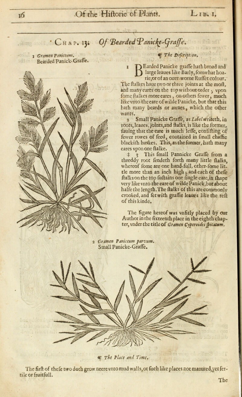 ' Chap, iji Of c Bearded c Pamc^e^rajJ'e. i Gramen Paniceim . Beaided Panick-Gradc. The Defcrhtion, 1 T) Eaided Panicke grade hath broad and large leaues like Barly,fomwhat hoa- rie,or of an ouer-worne Ruflet colour. The ftalkes haue two or three joints at the moft, and many cares on the top without order } vpon fome ftalkes moreeares, on others fewer, much likevnto the eare ofwilde Panicke, but that this hath many beards or awnes, which the other wants. 2 Small Panicke Grade, as Lolel writeth, in roots, leaues, joints,and ftalks, is like the former, fauing that the eare is much leife, confiding of fewer rovves of feed, contained in fmall chaffie blackifh huskes. This, as the former, hath many eares vpon one ftalke. $ 3 This fmall Pannicke Grade from a threddy root iendeth forth many little ftalks, whereof fome are one hand-full, cther-fome lit tle more than an inch high; and each of theie ftalks on the top fuftains one fingle eare,in (Rape very like vnto the care of wildePanick,butabouc halfe the lengtb.The ftalks of this are commonly crooked, and fee with graifie leaues like the reft of thiskinde. The figure hereof was vnfitly placed by our Author in the fixteenth place in the eighth chap ter, vnder the title of Gramen Cyperoides Jficatum» 2 2 Gramen Paniceum parvum. Small Panicke-Grade. «[ The Place and Time . The firft of thefe two doth grow neere vnto mud walls,or fuch like places not manured,yet fer tile orfruitfull.