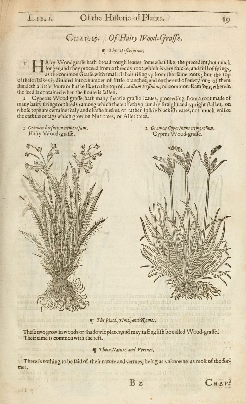 C h a p* 15» , Of Hairy IHood'Cjraffe* fj] The Deferi^tion, 1 TJ Airy Woodgraife hath broad rough Ieaues fomewhatlike the precedent,but much £“1 longer,and they proceed from a threddy root,which is very thicke, and full of firings., as the common Graife,with fmall ftalkes rifingvp from the fame roots 5 but the top of thefe ftalkes is diuided into a number of little branches, and on the end of euery one of them ftandeth a little floureor huske like to the top of ^Allium Vrfmum , or common Ramfons, wherein the feed is contained when the floure is fallen. 2 Cyperus VVood-graffe hath many fbearie graftie Ieaues, proceeding from a root made of many hairy firings or threds: among which there rifethvp fundry ftraightand vpright ftalkes, on whofe tops are certainefcaly andchaffiehuskes 3 or rather fpikie blackifh eares,not much vnlike the catkins or tags which grow on Nut-trees, or Aller trees. I Gramen hirfutum nemorofum. Hairy Wood-grafte. 2 Gramen Cyperinum nemorofum , Cyprus VVood-graffe, The Place , Tme^ and Thames % Thefe two grow in woods or fhadowie places,and may in Englilh be called Wood-grafle, Their time is common with the reft. Their Nature and Vertues . There is nothing to be faid of their nature and vertues, being as vnknowne as moll of the for mer.