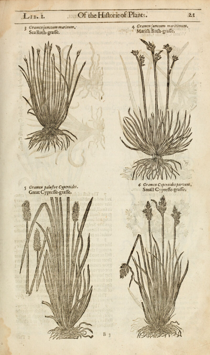 3 G rame»j une earn murinum , SeaRuíh-graíTe. 5 Gramen palußre Сур croi de s . Great CypreíTe-graíTe. 4 Gramen junceum maritimum » Mariíh Ruíh-graíTe. 6 Gramen Су per oí des parvum. Small CypreíTe-graíTeí