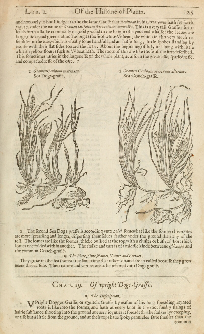 and notonely'fo,but I iudge it to be the fame Grade that Bauhinus in his Prodrome hath fet forth, pag. 17. vnder the name of Grarnen latifolium Jpica triticea compacla. This is a very tall Grade • for it fends forth a ftalke commonly in good ground to the height oi a yard and a haife: the leaues are large,thicke,and greene.almoftas bigasthofeof white Wheat; the which it alfo very much re- fembles in the eare,which isvfually fomehandfullandan haife long, little fpokes (landing by courfe with their flat fides toward the (draw. About the beginning of Iuly it is hung with little whitifh yellow floures fuch as Wheat hath. The roots of this are like thofe of the firitdefcribed. This fometimes varies in the largenefle of the whole plant, as alfo in the greatnefle, fparfednefle P and compa&edneffe of the eare. £ i G rarnen Caninum marinum SeaDogs-grafle. 2 Gramen Caninum marinum alterum , Sea Couch-grade. 2 The fecond Sea Dogs-grafle is according vnto Lobel fomewhat like the former: his rootes are more fpreading and longer, difperfing themfelues farther vnder the ground than any of the reft. The leaues are like the former, thicke bufhed at the top,with a clufter or buih of fhort thick leaues one folded within another. The ftalke and tuft is of a middle kinde betweene Ifch&mon and the common Couch-grade. % The Place primeamesjdattire ¡and Vert ues m They grow on the fea Chore at the fame time that others do,and are fo called becaufe they grow* neerc the fea fide. Their nature and vertues arc to be referred vnto Dogs grade. Chap. ip. Of ^prightDogs-'fjraffe, ^ The Defcription . 1 \ 7 Pright Doggcs-Grafle, or Quitch-Graifc, by reafon of his long fpreading ioynted ^ roots is like vnto the former, and hath at euery knot in the root fundry firings of hairie fubftance,fhooting into the ground at euery ioynt as it fpreadeth: the ftalkes lyecreeping, or rife but a little from the ground, and at their tops baue fpoky pannicies farre fmallcr than the Common