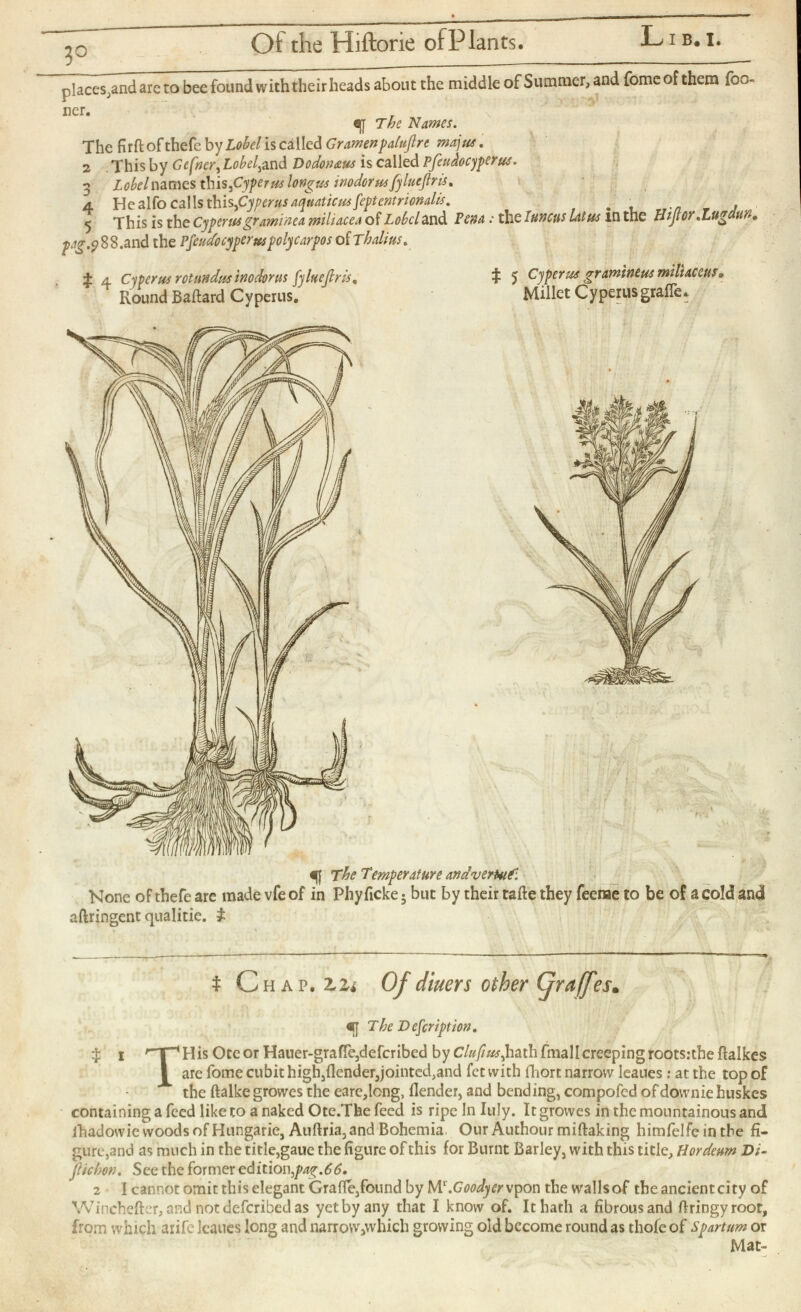 Lib. i. 3 ° Ot the Hiftorie of Plants. places_>and are to bee found with their heads about the middle of Summer, and fomeof them foo- ner. eg The Names. The firftofthefe by Lobel is called Gramenpalujlre majus. 2 This by Gefner^Lobel^nd Dodon&us is called Pfeudocyperus. 3 Lobel names this, Cyperus longus inodorus fyluejlris. 4 Healfocallsthis fiyper us aquaticus feptentrionalis. 5 This is the Cypertts graminea, miliacea of Lobel and Pen a : the Iuncus Latus in the Hijlor .Lugdun. ^■.5? 8 8.and the Pfeudocyperuspolycarpos of Thalitts. ф 4 Cyperus rotandus inodorus fyluejlris. Round Baftard Cyperus. ф 5 Cyperus gramineus miltaceus* Millet Cyperusgrafie* The Temperature andverUtf. None of thefe are made vfe of in Phyficke • but by their taile they feenae to be of a cold and aftringent qualitie. $ Ф Chap, zii Of diners other (jra/fes* The Defcription. Ф i r ”T’’ 1 His Occor Hauer-grafie,defcribed by C/»^,hath fmallcreeping roots.-the ftalkes are fome cubit high,(lender,jointed,and fet with fhort narrow leaues: at the top of the ftalkegrowes the eare,long, (lender, and bending, compofed ofdowniehuskes containing a feed like to a naked Ote.The feed is ripe In Iuly. It growes in the mountainous and fhadowie woods of Hungarie, Auftria, and Bohemia, Our Authour miftaking himfelfe in the fi gure,and as much in the title,gaue the figure of this for Burnt Barley, with this title, Hordeum Di- Jlichon. See the former edition ,pa%, 66 . 2 I cannot omit this elegant Grade,found by Wi'.Goodyer\pon the walls of the ancient citv of Winchefter, and not deferibed as yet by any that I know of. It hath a fibrous and firingyroot, from which arife leaues long and narrow,which growing old become round as thofe of spartum or Mat-