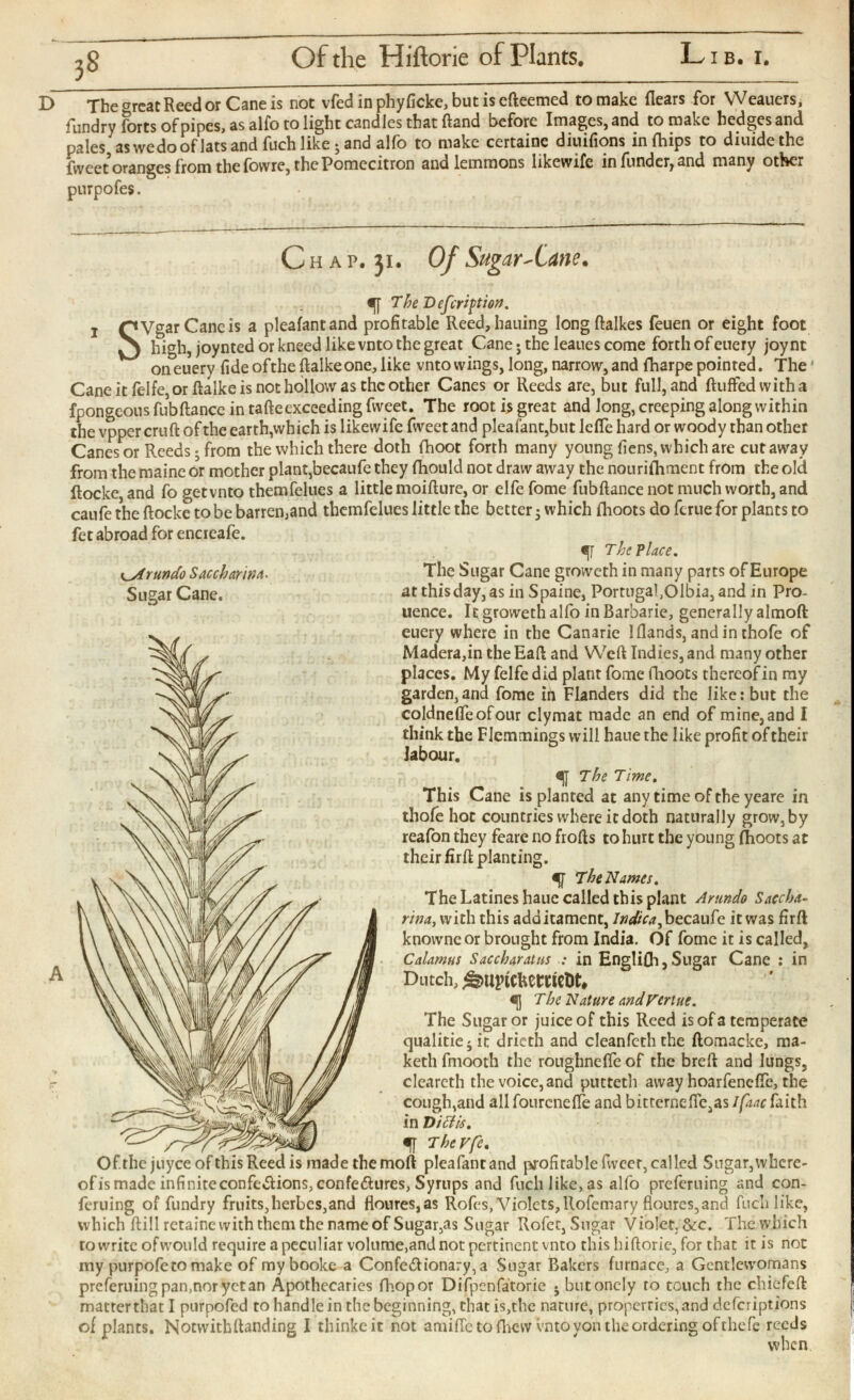 D The great Reed or Cane is not vfed in phyficke, but is edeemed to make dears for YVeauers, fundry forts of pipes, as alfo to light candles that dand before Images, and to make hedges and pales, aswedooflats and fuch like -and alfo to make certaine diuifions infhips to diuidethe fvveet oranges from the fovvre, the Pomecitron and lemmons likewife in funder, and many other purpofes. C h a p. 31. Of Sugar-Cane . The Defection, I PVgarCancis a pleafantand profitable Reed, hauing longftalkes feuen or eight foot ^ high, joynted or kneed like vnto the great Cane; the leaues come forth of euery joynt oneuery fide ofthedalke one, like vnto wings, long, narrow, and fharpe pointed. The 4 Cane it felfe, or dalke is not hollow as the other Canes or Reeds are, but full, and duffed with a fpongeous fubdance in tadcexceeding fweet. The root is great and Jong, creeping along within the vpper crud of the earth,which is likewife fweet and pleafant,but lefle hard or woody than other Canes or Reeds-from the which there doth fhoot forth many young fiens, which are cutaway from the maine or mother plant,becaufe they ihould not draw away the nouriihment from the old docke, and fo getvnto themfelues a little moidurc, or elfe fome fubdance not much worth, and caufe the docke to be barren,and themfelues little the better; which ihoots do ferue for plants to fet abroad for encieafe. The Place. The Sugar Cane groweth in many parts of Europe at this day, as in S paine, PortugafOlbia, and in Pro- uence. It groweth alfo in Barbarie, generally almod euery where in the Canarie 1 Hands, and in thofe of Madera,in the Ead and Wed Indies, and many other places. My felfe did plant fome fhoots thereof in my garden, ana fome in Flanders did the like: but the <|J The Time . This Cane is planted at any time of the yeare in thofe hot countries where it doth naturally grow, by reafon they feare no frods to hurt the young fhoots at their fird planting. The Names. The Latineshauc called this plant Arundo Saccha- rina , with this additament, Indica^becaufc it was fird knovvne or brought from India. Of fome it is called, Calamus Saccharatas : in Englifh, Sugar Cane : in Dutch, ^uptchewictlt* The Nature andVertue. The Sugar or juice of this Reed is of a temperate qualitie 5 it drieth and cleanfcththe domacke, ma- keth frnooth the roughneife of the bred and lungs, cleareth the voice, and putteth away hoarfenefie, the cough,and allfourcneife and bitterneiie J as//W faith in Ditfis. f TheVfe . Ofithe juyceofthis Reed is made the mod pleafantand profitable fivccr, called Sugar,where of is made infiniteconfe. 5 tions,confe¿lures, Syrups and fuch like, as alfo preferuing and con- feruing of fundry fruits,herbes,and floures,a$ Rofes, Violets, llofcmary floures,and fuch like, which dill retaine with them the name of Sugar,as Sugar Rofet,Sngar Violet.&c. Thewhich to write of would require a peculiar volume,and not pertinent vnto this hidoric, for that it is not my purpofeto make of mybooke a Confe&ionary, a Sugar Bakers furnace, a Gentlewomans preferuingpamnoryetan Apothecaries fhopor Difpenfatorie • butonely to touch the chiefed matter that I purpofed to handle in the beginning, chat is,the nature, properries, and deferiptions of plants. Notvvithdanding I thinkeit not amide to fhew vnto yon the ordering of thefc reeds when coldnefieofour clymat made an end of mine, and I think the Flemmings will haue the like profit of their labour. run do S ac char in a . Sugar Cane.