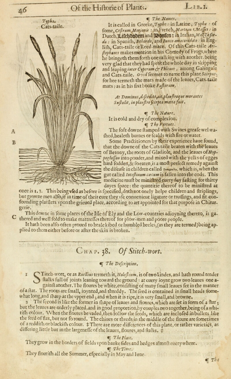 Typha. Cats-taile. B c The Names. It is called in Grccke, Typhe : in Latine, Typha : of fome, Ce(lrum Morionis : in v Fren ch, Marteau c Ma(fes : in DutchXifcPO&emand iBOtlfen : in 1 1 alun,M affafir- da : in Spanifh, Behordo , and lunco amacorodato : in Eng- lifh, Cats-taile or lleed-mace. Of this Cats-taile Art - fiophancs makes mention in his Comedy of Frogs,where he bringeth them forth one talking with another, being very glad that they had (petit the whole day in skipping and leaping*»^ Cyperttm ¿r Phleum , among Galingale and Cats.taile. Ovid fecmes to name this plant Scirpus y for hee termcth the mats made of the leaues,Cats-taile mats : as in his fixt booke Fajtorum , At Dominus>difccditejiit,planf roque mor antes Safiulit , in plan fro fcirpea matt a fuit . The Nature. It is cold and dry of complexion. T hp Vertues. The foft dovvne ftamped with Swines greafe wel wa ffled,healeth burnes orfcalds with fire or water. Some Pra&itioners by their experience haue found, that the dovvne of the Cats taile beaten with the leaues of Betony, the roots of Gladiole, and the leaues oïHyp~ pofofjon into ponder, and mixed with the yelks of egges hard foddert,& foeaten,is a moft perfect remedy againft thedifeafe in children called which is, when the gut called Intejltnum cæcum is fallen into the cods. This medicine muft be miniftred euery day failing for thirty dayes fpace: the quantifie thereof to be miniftred at onceis î.5. This being vied as before is fpecifiea, doth not onely helpe childrenand ftriplings, butgrovvne men alio,if in time of their cure they vfe conuenieut ligature or tru flings, and fit con founding plaiftcrs vponthe grieued place, according to art appointed for that ptirpofe in Chirur- gerie. This downc in fomc places of the Iile of Ely and the Low-countries adioyning thereto, is ga thered and well fold to make mattreftes thereof for plow-men and poore people. It hath becnalfo often proued tohealekibed or humbled heeles,(as they are termed)being ap plied to them either before or after the skin is broken. C hap. }8 . Of Stitch Avort, «U The Description, 1 OTitch-wort, or as Rue/lius texmethit^olofeum, isoftwokindes,and hath round tender ftalks full of joints leaning toward the ground : at euery ioyntgrow two leaues one a- gain ft another.The floures be white, confifting of many fmall leaues fetinthe manner ofaftar. The roots are (mail, ioynted,and threddy. The feed is contained in fmall heads fomc- Vvhat long,and fharpatthe vpperend ; and when it is ripe,it is very fmall,and browne. 2 The fecond is like the former in inape of leaues and floures, which are fet in form of a ftar; but the leaues are orderly placed,and in good proportion,by couples two together, being of a whi- tifhcolour. When the floures be vaded, then follow the feeds, which are incloied in bullets like the feed of flax, but not fo round. Thechiues or threds in the middle of the floure arefometimes of a reddifii or blackifh colour. tThereare more differences of this plant,or rather varieties, as differing little but in the IargeneiTeofthe leaues, floures,and ftalks. £ The Place. 1 hey grow in the borders of fields vpon banke fides and hedges almoft euery where. •J The Time. They flouriflh all the Summer, efpecially in Mav and lunc. % The