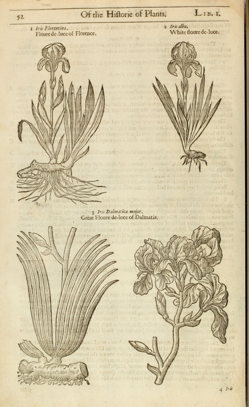 i Iris Florentina. Flourede-luceof Florence. 2 Iris alba. White flourede-luce. 3 Iris'Dalmatica major. Great Floure de-luce of Dalmatia,