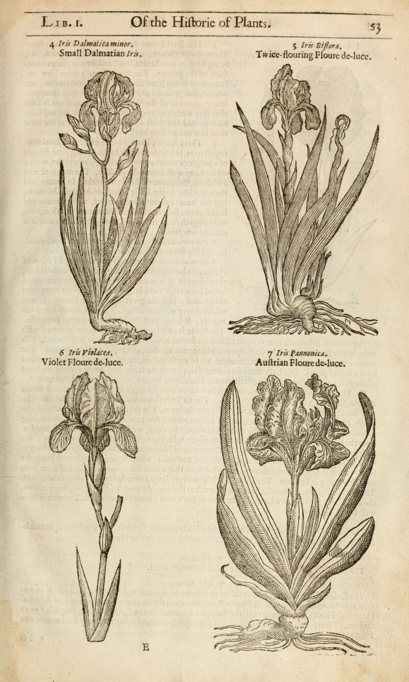 L i B. x Of the Hiftorie of Plants 5 3 4 Iris Dalmatica minor . Small Dalmatian Iris. 5 Iris Bifora. Twice-flou ring Flou re de-luce. 6 ìris Violacea, Violet Floure de-luce. 7 Iris ? armonica. Auftrian Floure de-luce.