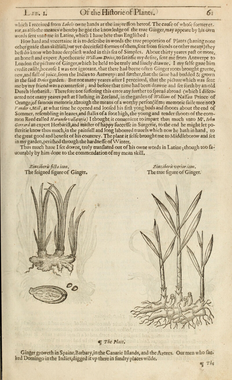 which I received from Lobels owne hands ar the impfeflion hereof. Thecaufeof whole formerer.. ror^asalfo the meanes whereby he got the knowledge of the true Ginger,may appeare by his own words fentvntdme in Latine, which I hanehere thusEnglifhcd : How hard and vncertainc it is to deferibe in words the true proportion of Plants (hauing none other guide than skilful],but yet dcceitfull formes of them,fent from friends or other means) they bed do know who hauedeeplied waded in this feaof Simples. About thirty yeares pad or more, an honed and expert Apothecarie William Dries, to fatisfie my defirc, fent me from Antwerpc to London the picture of Ginger,which he held to be truly and I iuely drawne. I my felfe gaue him crcditeaiily,becaufe I was not ignorant, that there had beene often Ginger roots brought greene, new,and full of juice,from the Indies to Antwerp: and further,that the fame had budded & grown in thefaid Dries garden,, But not many yeares after I perceiued, that the pi&ure which was fent me by my friend was a counterfeit, and before that time had been drawne and fet forth by an old Dutch Herbarid. Therefore not differing this error any further to fpread abroad (which I difeo- uered not many yeares pad at Flufhing in Zeeland, in thegarden of William of Naifau Prince of Orange,of famous memorie,through the means of a worthy perfon(if my memorie faile mec not) Vander tjMill-, at what time he opened and loofed his fird yong buds and fhoots about the end of Sommer, refembling in leaues,and dalks of a foot high, the young and tender fhoots of the com mon Reed called Harundovallatoria ) I thought it conuenient to impart thus much vnto M r . Tohn Gerrard an expert Herbarid,and reader of happy fuccefle in Surgerie, to the end he might let po- deritieknow thus much,in the painfull and long laboured trauels which now he hath in hand, to the great good and benefit of his countrey. The plant it felfe brought me to Middleborow and fee in my garden,per ifhed through the hardnefle of Winter. Thus much haue I fet downe, truly Mandated out of his owne words in Latine j though too fa^ uourably by him done to the commendation of my mean skill. Zingiber is verior icon. The true figure of Ginger. The Place. Ginger groweth in Spaine,Barbary,in the Canarie Iflands, and the Azores. Our men who fac- ked Domingo in the Indies,digged it vp there in fundry places wilde. «j 7hi Zìnzìb erisfitta icon . The feigned figure of Ginger,