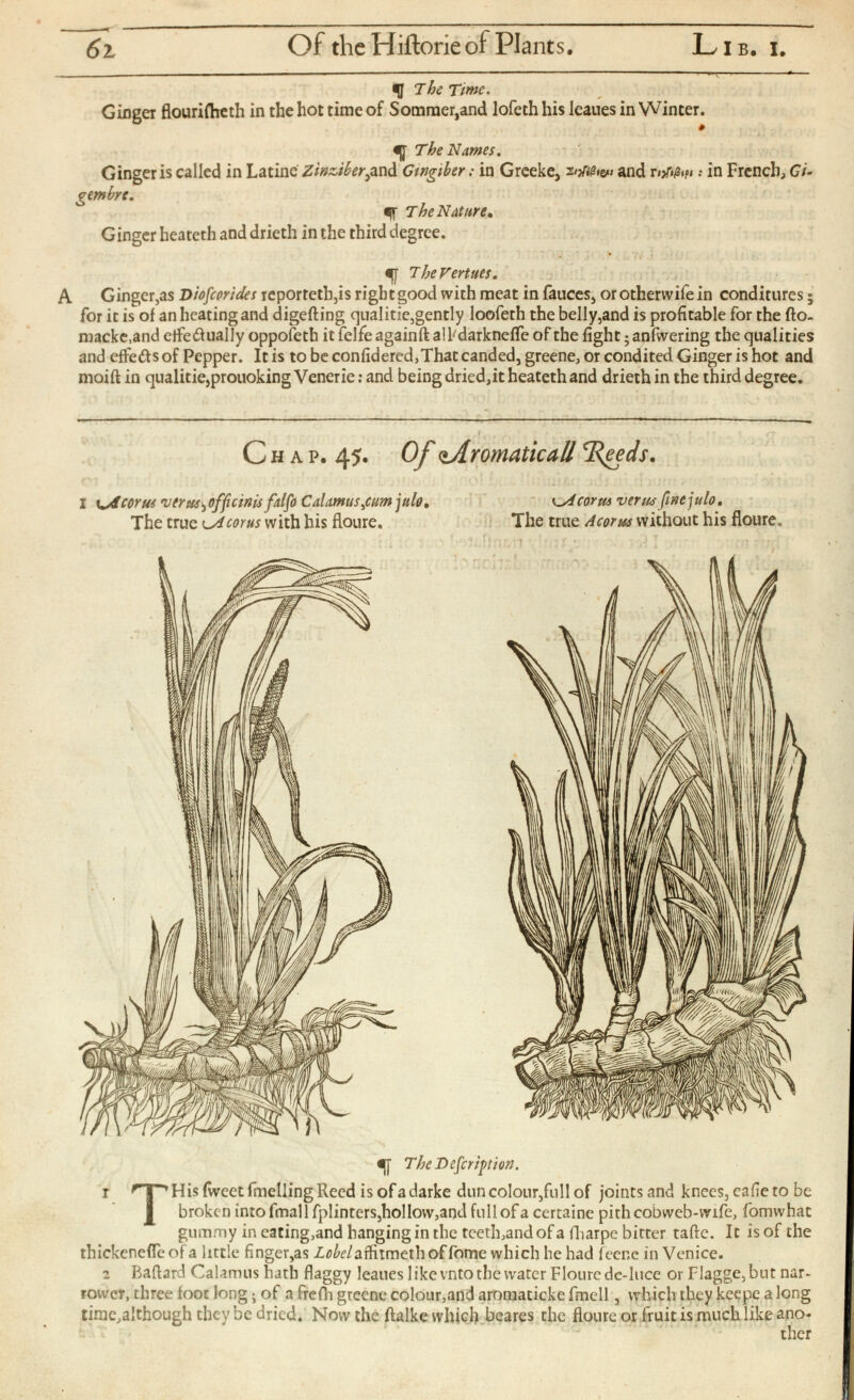 % The Time. Ginger flourifheth in the hot time of Sotnmer,and lofeth his leaues in Winter. The Karnes. Ginger is called in Latine Zmziber i and Gingiher : in Greeke, and r iMw •• in French, Gu gembre. ff The Nature. Ginger heateth and drieth in the third degree. TheVertuts. A Ginger,as Diofcorides reporteth,is right good with meat in fauces, orotherwife in conditures; for it is of an heating and digefting qualitie,gently loofeth the belly,and is profitable for the fto- macke.and effe&ually oppofeth it felfe againft alPdarknefle of the fight ; anfwering the qualities and effe&s of Pepper. It is to be confidered,That canded, greene, or condited Ginger is hot and moift in qualitie,prouoking Venerie: and being dried,it heateth and drieth in the third degree. Chap. 45 * Of <iAromaticall ‘Reeds. I corns , vtYus. i officinu falfo Calamus¿umjulo. The true lA coy us with his floure. K_Acorm verm fmejulo. The true A cor us without his floure. The Description. 1 His fweet fineUing Reed isofadarke dun colour,full of joints and knees, eafie to be broken inrofmall fplinters,hollow,and full of a certaine pith cobweb-wife, fomwhat gummy in eating, and hanging in the teeth, and of a fharpe bitter tafte. It is of the thickenefleof a little finger,as Z^/aifitmethoffome which he had feenc in Venice. 2 Baftard Calamus hath flaggy leaues I ike vnto the water Floure de-luce or Flagge,but nar rower, three foot long ; of a frefh greene colour,and aromaticke fmell, which they keepe a long time,although they be dried. Now the ftalke which bcares the floure or fruit is much like ano ther