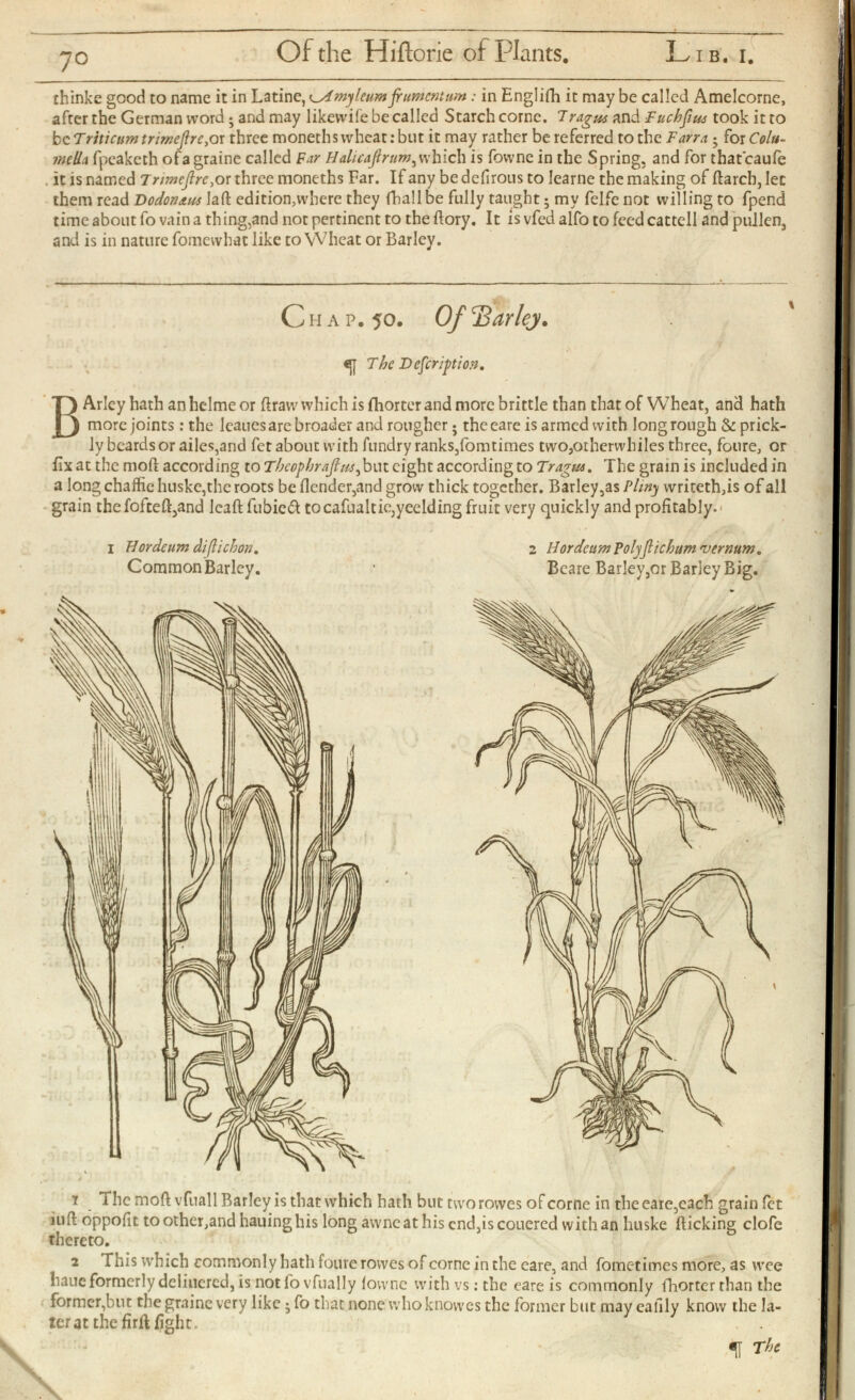 thinke good to name it in Latine, o 4 myleumjr amentum: in Englifh it may be called Amelcorne, after the German word ; and may likevvife be called Starchcorne. Tragus and Fuchjius took it to be Triticum trimeflre, or three moneths wheat: but it may rather be referred to the Farm ; for Colu mella fpeaketh of a graine called Far Halicafirum^ which is fovvne in the Spring, and for thatcaufe it is named Trimeftrc,or three moneths Far. If any be deiirous to learne the making of flarch, let them read Dodonaus Jaft edition,where they fhallbe fully taught; my felfe not willing to fpend time about fo vain a th ing.and not pertinent to the flory. It is vfed alfo to feed cattell and pullen, and is in nature fomewhat like to Wheat or Barley. Chap. 50. Of Tiarlej . Tbc Defeription. B Arlcy hath an hclme or draw which is iliorter and more brittle than that of Wheat, and hath more joints: the leaues are broader and rougher; the eare is armed with long rough & prick ly beards or ailes,and fet about with fundry ranks,fomtimes two,otherwhiles three, foure, or fix at the mod according to Tbcopbrajlusfdui eight according to Tragus. The grain is included in a long chaffie huskc,the roots be {lender,and grow thick together. Barley,as Pliny writeth,is of all grain the fofteft,and leaftfubieft tocafualtie,yeelding fruit very quickly and profitably. 2 I Horde um dijlicbon. 2 Hordeum Polyflichum vernum. Common Barley. • Beare Bar!ey,or Barley Big. 1 1 he moftvfuall Barley is that which hath but two rowes of corne in the eare,each grain fet luft oppoiit to other,and hauinghis long awneathiscnd,iscouered with an huske flicking clofe thereto. 2 This which commonly hath foure rovves of come in the eare, and fometimes more, as wee haue formerly deliucrcd, is not fo vfually fowne with vs : the eare is commonly fhorter than the former,but the graine very like; fo that none whoknowes the former but may calily know the la ter at the firiUight. f Tbe