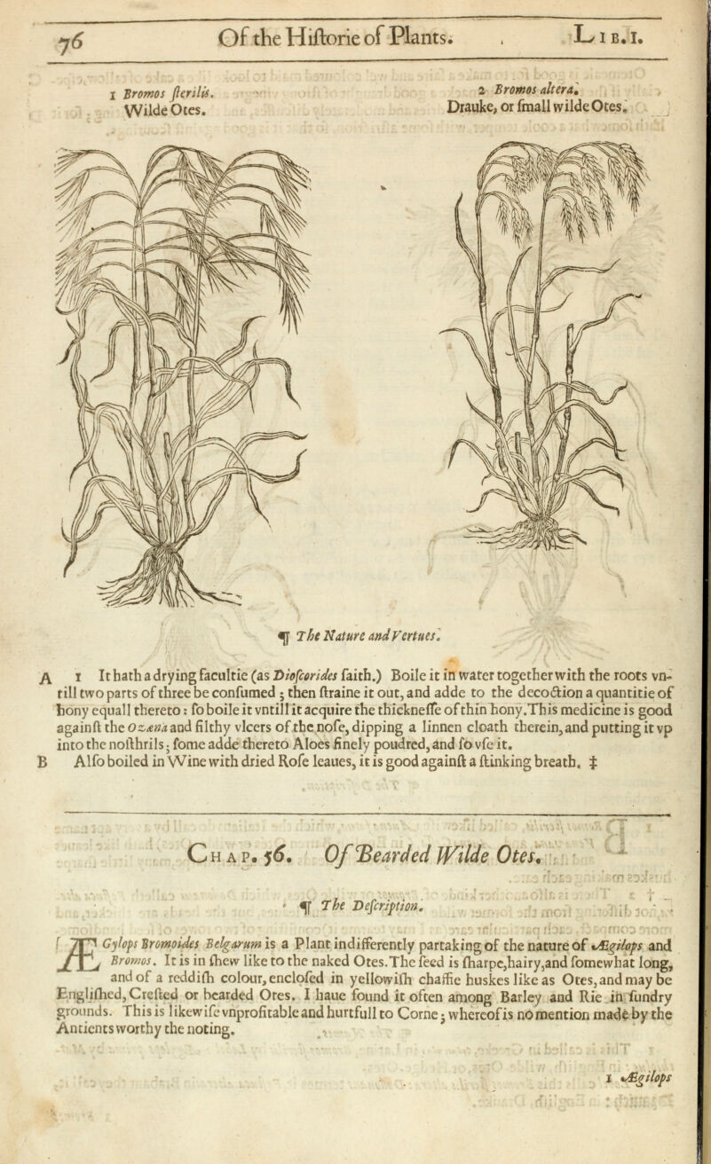 Of the Hiftorie of Plants. I—/ i в. I. i Bromos ßerilis. 2 Bromos altera, Wilde Otes. Drauke, or fmall wilde Otes. «[[ The Nature andVcrtues, A i It hath a drying facultie (as Diofcorides faith.) Boileitin water together with the roots vn- rill two parts of three be confirmed • then ftraine it out, and adde to the deco&ion a quantitie of hony equal! thereto: fo boile it vntill it acquire the thickneffe of thin hony .This medicine is good againft the ozanamdi filthy vlcers of the nofe, dipping a linnen cloath therein, and putting it vp into the nofthrils • fome adde thereto Aloes finely poudred, and fo vfe it. B Alfo boiled in Wine with dried Rofe leaues, it is good againft a ftinking breath, i Chap. 56. Of Ъеагс/ed JViUe Otes . iv : : Iff. ! •• Г T ( Si rnSD'J' ' The Decripti on. . ri j£: )ij* o i..: » . ¿OÍÍX. ГI < I I i ivy lam : >rfimoii grmoftib зон, *0 fi 31)1# * .3 fjOffKO 7 ГП Gylops Bromoides Belgarumls a Plant indifferently partaking of the nature of i&gilops and / 1 > Bromos . It is in {hew like to the naked Otes.The feed is iharpe,hairy,and fomewhat long, and of a reddifh colour, encloied in yellowiih chaflie huskeslikeas Otes,andmay be Englifhed,Crcfted or bearded Ores. I hauc found it often among Barley and Rie in fundry grounds. This is I ikew ife vnprofitable and hurtfull to Come 5 whereof is n£> mention made by the Antients worthy the noting. _, J гдЬзК.1 l i ft : Tl j -* гхяз ? (frite ; itlT T I *y£g slops