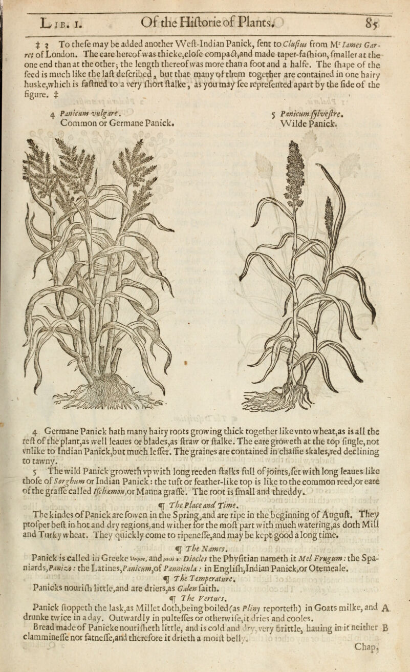 t ? To thefe may be added another Weft-Indian Panick, fent to Clufuu from M r Limes Gar ret of London. The eare hereof was thicke,cIofe comparand made taper-fafhion,fmalIerat the one end than at the other ; the length thereof was more than a foot and a halfe. The fhape of the feed is much like the laft deferibed , but that many of them together are contained in one hairy huske,which is faftned to a very ihort ftalke, as you may fee reprefented apart by the fide of the figure. $ . _ » 4 Germane Panick hath many hairy roots growing thick together like vnto wheat,as is all the reft of the plant,as well leaues or blades,as ftraw or ftalke.The eare groweth at the top (ingle,not vnlike to Indian Panick,but much leffer. The graines are contained in chaffie skales,red declining to tawny. 5 The wild Panick groweth vp with long reeden ftalks full of joints,fet with long leaues like thofe of Sorghum or Indian Panick: the tuft or feather-like top is like to the common reed,or eare of the grafte called Ifchtmon,Qi Manna grade. The root is fmall and threddy. C[ The Place and Time, The kindcs of Panick are fowen in the Spring,and arc ripe in the beginning of Auguft. They prolper beft in hot and dry regions,and wither for the mod: part with much watering,as doth Mill and Turky wheat. They quickly come to ripcnede,and may be kept good a long time. The Names. Panick is called in Grceke tKif/JC, and Diocles the Phyfitian nameth it Mel Frugum:iht Spa- niards ? Panizo: the Latines,Pa»/V«w,of Pannicula: in Englifh,Indian Panick,or Otemeale. •J The Temperatnre . Panicks nouriili little,and are driers,as Galen faith. The Verities. Panick ftoppetn the lask,as Millet doth,beingboiledfas Pliny reporteth) in Goats milke, and drunke twice in aday. Outwardly in pultedesor otherwife,it dries and cooles. Bread madeof Panickenourifheth little, and is cold and W. very brittle, hauing in it neither £ clammineife nor fatneife,and therefore it drieth a moiltbell »